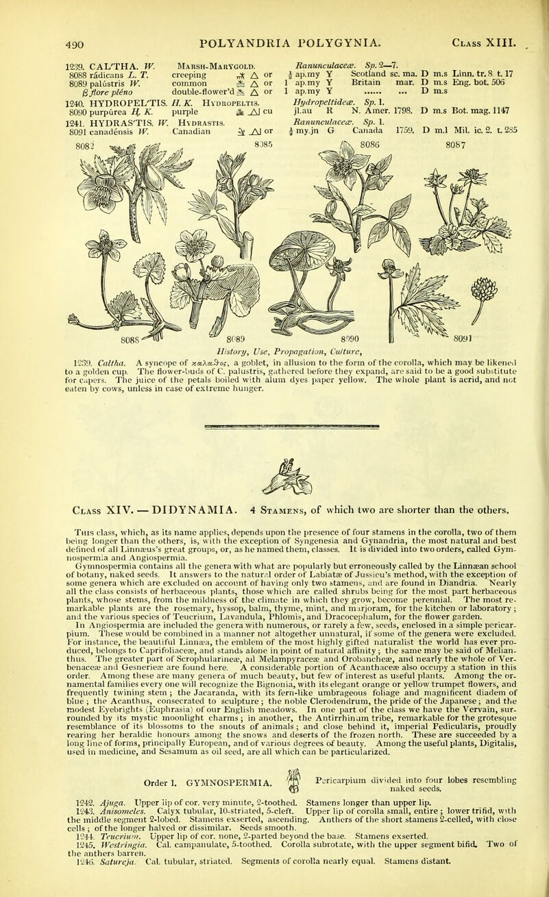 1239. CAL'THA. W. Marsh-Marygold. 8088 radicans L. T. creeping A or 8089 palustris W. common = A or Bflore pleno double-flower'd ^ A or 1240. HYDROPEL'TIS. H. K. Hydiiopeltis. 8090 purpurea H,. K. purple ;£ _AJ cu 1241. HYDRAS'TIS. IV. Hydrastis. 8091 canadensis W. Canadian jy AI or 8385 Ranunculacets. Sp. 2—7. i ap.my Y Scotland sc. ma. D m.s Linn, tr.8 1.17 1 ap.my Y Britain mar. D m.s Eng. bot. 506 1 ap.my Y D m.s Hytlropeltide<s. Sp. 1. jl.au R N. Amer. 1798. D m.s Bot. mag. 1147 Ranunculacea?. Sp. 1. i my.jn G Canada 1759. D m.l Mil. ic. 2. t. 285 808S-^U — 8C8D 8TO0 History, Use, Propagation, Culture, 1239. Caltha. A syncope of xa.'hi/.&o;, a goblet, in allusion to the form of the corolla, which may be likened to a golden cup. The flower-buds of C. palustris, gathered before they expand, are said to be a good substitute for capers. The juice of the petals boiled with alum dyes paper yellow. The whole plant is acrid, and not eaten by cows, unless in case of extreme hunger. Class XIV DIDYNAMIA. 4 Stamens, of which two are shorter than the others. This class, which, as its name applies, depends upon the presence of four stamens in the corolla, two of them being longer than the others, is, with the exception of Syngenesia and Gynandria, the most natural and best defined of all Linnreus's great groups, or, as he named them, classes. It is divided into two orders, called Gym- nospermia and Angiospermia. Gymnospermia contains all the genera with what are popularly but erroneously called by the Linnfean school of botany, naked seeds. It answers to the natural order of Labiata? of Jussicu's method, with the exception of some genera which are excluded on account of having only two stamens, and are found in Diandria. Nearly all the class consists of herbaceous plants, those which are called shrubs being for the most part herbaceous plants, whose steins, from the mildness of the climate in which they grow, become perennial. The most re- markable plants are the rosemary, hyssop, balm, thyme, mint, and marjoram, for the kitchen or laboratory ; and the various species of Teucrium, Lavandula, Phlomis, and Dracocephalum, for the flower garden. In Angiospermia are included the genera with numerous, or rarely a few, seeds, enclosed in a simple pericar- pium. These would be combined in a manner not altogether unnatural, if some of the genera were excluded. For instance, the beautiful Linnasa, the emblem of the most highly gifted naturalist the world has ever pro- duced, belongs to Caprifoliaceae, and stands alone in point of natural affinity ; the same may be said of Melian- thus. The greater part of Scrophularinea?, ad Melampyracea? and Orobancheze, and nearly the whole of Ver- benacea; and Gesnerieas are found here. A considerable portion of Acanthacea? also occupy a station in this order. Among these are many genera of much beauty, but few of interest as useful plants. Among the or- namental families every one will recognize the Bignonia, with its elegant orange or yellow trumpet flowers, and frequently twining stem ; the Jacaranda, with its fern-like umbrageous foliage and magnificent diadem of blue ; the Acanthus, consecrated to sculpture ; the noble Clerodendrum, the pride of the Japanese ; and the modest Eyebrights (Euphrasia) of our English meadows. In one part of the class we have the Vervain, sur- rounded by its mystic moonlight charms; in another, the Antirrhinum tribe, remarkable for the grotesque resemblance of its blossoms to the snouts of animals ; and close behind it, imperial Fedicularis, proudly rearing her heraldic honours among the snows and deserts of the frozen north. These are succeeded by a long line of forms, principally European, and of various degrees of beauty. Among the useful plants, Digitalis, used in medicine, and Sesamum as oil seed, are all which can be particularized. Order 1. GYMNOSPERMIA. Pericarpium divided into four lobes resembling naked seeds. 1242. Ajuga. Upper iip of cor. very minute, 2-toothed. Stamens longer than upper lip. 1243. Anisomeles. Calyx tubular, 10-striated, 5-cleft. Upper lip of corolla small, entire; lower trifid, with the middle segment 2-lobed. Stamens exserted, ascending. Anthers of the short stamens 2-celled, with close cells ; of the longer halved or dissimilar. Seeds smooth. 1241. Teucrium. Upper lip of cor. none, 2-parted beyond the base. Stamens exserted. 1245. Wcstringia. Cal. campanulate, 5-toothed. Corolla subrotate, with the upper segment bifid. Two of the anthers barren. 1246. Satureja. Cal. tubular, striated. Segments of corolla nearly equal. Stamens distant.