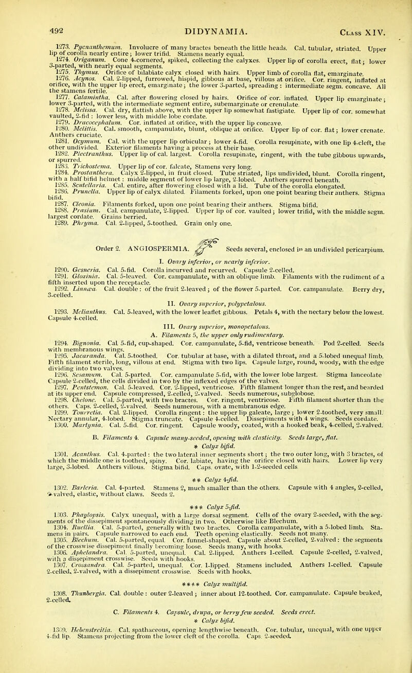 1273. Pycnanthemum. Involucre of many bractes beneath the little heads. Cal. tubular, striated. Upper lip of corolla nearly entire; lower trifid. Stamens nearly equal. 1274. Origanum. Cone 4-cornered, spiked, collecting the calyxes. Upper lip of corolla erect, flat ■ lower 3-parted, with nearly equal segments. 1275. Thymus. Orifice of bilabiate calyx closed with hairs. Upper limb of corolla flat, emarginate. 1276. Acynos. Cal. 2-lipped, furrowed, hispid, gibbous at base, villous at orifice. Cor. ringent, inflated at orifice, with the upper lip erect, emarginate; the lower 3-parted, spreading : intermediate segm concave All the stamens fertile. 1277. Calamintha. Cal. after flowering closed by hairs. Orifice of cor. inflated. Upper lip emarginate • lower 3-parted, witii the intermediate segment entire, subemarginate or crenulate. 1278. Melissa. Cal. dry, flatfish above, with the upper lip somewhat fastigiate. Upper lip of cor. somewhat vaulted, 2-fid : lower less, with middle lobe cordate. 1279. Dracocephalum. Cor. inflated at orifice, with the upper lip concave. 1280. Melittis. Cal. smooth, campanulate, blunt, oblique at orifice. Upper lip of cor. flat; lower crcnate Anthers cruciate. 1281. Ocymum. Cal. with the upper lip orbicular; lower 4-fid. Corolla resupinatc, with one lip 4-cleft, the other undivided. Exterior filaments having a process at their base. 1282. Plectranthus. Upper lip of cal. largest. Corolla resupinate, ringent, with the tube gibbous upwards, or spurred. 1283. Trichostcma. Upper lip of cor. falcate, Stamens very long. 1284. Prostanthera. Calyx 2-lipped, in fruit closed. Tube striated, lips undivided, blunt. Corolla ringent, with a half bifid helmet: middle segment of lower hp large, 2-lobed. Anthers spurred beneath. 1285. Scutellaria. Cal. entire, after flowering closed with a lid. Tube of the corolla elongated. 1286. Prunella. Upper lip of calyx dilated. Filaments forked, upon one point bearing their anthers. Stigma bifid. 1287. Cleonia. Filaments forked, upon one point bearing their anthers. Stigma bifid. 1288. Prasium. Cal. campanulate, 2-lipped. Upper lip of cor. vaulted ; lower trifid, with the middle segm. largest cordate. Grains berried. 1289. Phryma. Cal. 2-lipped, 5-toothed. Grain only one. Order 2. ANGIOSPEKMIA. Seeds several, enclosed in an undivided pericarpium, I. Ovary inferior, or nearly inferior. 1290. Gesneria. Cal. 5-fid. Corolla incurved and recurved. Capsule 2-celled. 1291. Gloxinia. Cal. 5-leaved. Cor. campanulate, with an oblique limb. Filaments with the rudiment of a fifth inserted upon the receptacle. 1292. Linnaa. Cal. double: of the fruit 2-leaved; of the flower 5-parted. Cor. campanulate. Berry dry, 3- celled. II. Ovary superior, polypetalous. 1293. Melianthus. Cal. 5-leaved, with the lower leaflet gibbous. Petals 4, with the nectary below the lowest. Capsule 4-celled. III. Ovary superior, monopetalous. A. Filaments 5, the upper only rudimentary. 1294. Bignonia. Cal 5-fid, cup-shaped. Cor. campanulate, 5-fid, ventricose beneath. Pod 2-celled. Seeds with membranous wings. 1295. Jacaranda. Cal. 5-toothed. Cor. tubular at base, with a dilated throat, and a 5-lobed unequal limb. Fifth filament sterile, long, villous at end. Stigma with two lips. Capsule large, round, woody, with the edge dividing into two valves. 1296. Sesamum. Cal. 5-parted. Cor. campanulate 5-fid, with the lower lobe largest. Stigma lanceolate Capsule 2-celled, the cells divided in two by the indexed edges of the valves. 1297. Pentstemon. Cal. 5-leaved. Cor. 2-lipped, ventricose. Fifth filament longer than the rest, and bearded at its upper end. Capsule compressed, 2-celled, 2-valved. Seeds numerous, subglobose. 1298. Chelone. Cal. 5-parted, with two bractes. Cor. ringent, ventricose. Fifth filament shorter than the others. Caps. 2-celled, 2-valved. Seeds numerous, with a membranous edge. 1299. Tourrctia. Cal. 2-lipped. Corolla ringent: the upper lip galeate, large ; lower 2-toothed, very small. Nectary annular, 4-lobed. Stigma truncate. Capsule 4-celled. Dissepiments with 4 wings. Seeds cordate. 1300. Martynia. Cal. 5-fid. Cor. ringent. Capsule woody, coated, with a hooked beak, 4-celled, 2-valved. B. Filaments 4. Capsule many-seeded, opening with elasticity. Seeds large, fiat. * Calyx bifid. 1301. Acanthus. Cal. 4-parted: the two lateral inner segments short; the two outer long, with 3 bractes, of which the middle one is toothed, spiny. Cor. labiate, having the orifice closed with hairs. Lower lip very large, 3-lobed. Anthers villous. Stigma bifid. Caps, ovate, vvitli 1-2-seeded cells. ** Calyx i-fid. 1302. Barleria. Cal. 4-parted. Stamens 2, much smaller than the others. Capsule with 4 angles, 2-celled, %-valved, elastic, without claws. Seeds 2. *** Calyx 5-fid. 1303. Phaylopsis. Calyx unequal, with a large dorsal segment. Cells of the ovary 2-secded, witli the seg- ments of the dissepiment spontaneously dividing in two. Otherwise like Blechum. 1304. Ruellia. Cal. 5-parted, generally with two bractes. Corolla campanulate, witli a 5-lobed limb. Sta- mens in pairs. Capsule narrowed to each end. Teeth opening elastically. Seeds not many. 1305. Blechum. Cal. 5-parted, equal. Cor. funnel-shaped. Capsule about 2-celled, 2-valved: the segments of the crosswise dissepiment finally becoming loose. Seeds many, with hooks. 1306. Aphelandra. Cal. 5-parted, unequal. Cal. 2-lipped. Anthers 1-celled. Capsule 2-celled, 2-valved, with a dissepiment crosswise. Seeds with hooks. 1307. Crossandra. Cal. 5-parted, unequal. Cor. 1-lipped. Stamens included. Anthers 1-celled. Capsule 2-celled. 2-valved, with a dissepiment crosswise. Seeds with hooks. **** Calyx multifid. 1308. Thunbergia. Cal. double : outer 2-leaved ; inner about 12-toothed. Cor. campanulate. Capsule beaked, 2-celled. C. Filaments 4. Capsule, drupa, or berry few seeded. Seeds erect. * Calyx bifid. 1309. Hebcnstreilia. Cal. spathaccous, opening lengthwise beneath. Cor. tubular, unequal, with one upper 4- fid lip. Stamens projecting from the lower cleft of the corolla. Caps. 2-seedcd.