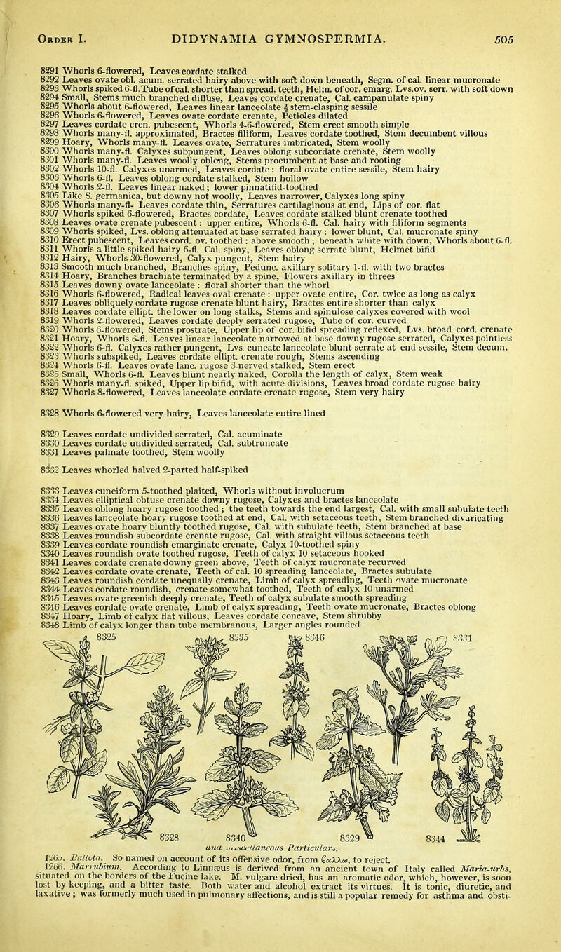 8291 Whorls 6-flowered, Leaves cordate stalked 8292 Leaves ovate obi. acum. serrated hairy above with soft down beneath, Segm. of cal. linear mucronate 8293 Whorls spiked 6-fl.Tube of cal. shorter than 6pread. teeth, Helm, of cor. emarg. Lvs.ov. serr. with soft down 8294 Small, Stems much branched diffuse, Leaves cordate crenate, Cal. campanulate spiny 8295 Whorls about 6-flowered, Leaves linear lanceolate f stem-clasping sessile 8296 Whorls 6-flowered, Leaves ovate cordate crenate, Petioles dilated 8297 Leaves cordate cren. pubescent, Whorls 4-6-flowered, Stem erect smooth simple 8298 Whorls many-fl. approximated, Bractes filiform, Leaves cordate toothed, Stem decumbent villous 8299 Hoary, Whorls many-fl. Leaves ovate, Serratures imbricated, Stem woolly 8300 Whorls many-fl. Calyxes subpungent, Leaves oblong subcordate crenate, Stem woolly 8301 Whorls many-fl. Leaves woolly oblong, Stems procumbent at base and rooting 8302 Whorls 10-fl. Calyxes unarmed, Leaves cordate: floral ovate entire sessile, Stem hairy 8303 Whorls 6-fl. Leaves oblong cordate stalked, Stem hollow 8304 Whorls 2-fl. Leaves linear naked; lower pinnatifid-toothed 8305 Like S. germanica, but downy not woolly, Leaves narrower, Calyxes long spiny 8306 Whorls many-fl- Leaves cordate thin, Serratures cartilaginous at end, Lips of cor. flat 8307 Whorls spiked 6-flowered, Bractes cordate, Leaves cordate stalked blunt crenate toothed 8308 Leaves ovate crenate pubescent: upper entire, Whorls 6-fl. Cal. hairy with filiform segments 8309 Whorls spiked, Lvs. oblong attenuated at base serrated hairy: lower blunt, Cal. mucronate spiny 8310 Erect pubescent, Leaves cord. ov. toothed : above smooth; beneath white with down, Whorls about 6-fl. 8311 Whorls a little spiked hairy 6-fl. Cal. spiny, Leaves oblong serrate blunt, Helmet bifid 8312 Hairy, Whorls 30-flowered, Calyx pungent, Stem hairy 8313 Smooth much branched, Branches spiny, Pedunc. axillary solitary 1-fl. with two bractes 8314 Hoary, Branches brachiate terminated by a spine, Flowers axillary in threes 8315 Leaves downy ovate lanceolate : floral shorter than the whorl 8316 Whorls 6-flowered, Radical leaves oval crenate : upper ovate entire, Cor. twice as long as calyx 8317 Leaves obliquely cordate rugose crenate blunt hairy, Bractes entire shorter than calyx 8318 Leaves cordate ellipt. the lower on long stalks, Stems and spinulose calyxes covered with wool 8319 Whorls 2-flowered, Leaves cordate deeply serrated rugose, Tube of cor. curved 8320 Whorls 6-flowered, Stems prostrate, Upper lip of cor. bifid spreading reflexed, Lvs. broad cord, crenate 8321 Hoary, Whorls 6-fl. Leaves linear lanceolate narrowed at base downy rugose serrated, Calyxes pointless 8322 Whorls 6-fl. Calyxes rather pungent, Lvs. cuneate lanceolate blunt serrate at end sessile, Stem decuin. 8323 Whorls subspiked, Leaves cordate ellipt. crenate rough, Stems ascending 8324 Whorls 6-fl. Leaves ovate lane, rugose 3-nerved stalked, Stem erect 8325 Small, Whorls 6-fl. Leaves blunt nearly naked, Corolla the length of calyx, Stem weak 8326 Whorls many-fl. spiked, Upper lip bifid, with acute divisions, Leaves broad cordate rugose hairy 8327 Whorls 8-flowered, Leaves lanceolate cordate crenate rugose, Stem very hairy 8328 Whorls 6-flowered very hairy, Leaves lanceolate entire lined 8329 Leaves cordate undivided serrated, Cal. acuminate 8330 Leaves cordate undivided serrated, Cal. subtruncate 8331 Leaves palmate toothed, Stem woolly 8332 Leaves whorled halved 2-parted half-spiked 8333 Leaves cuneiform 5-toothed plaited, Whorls without involucrum 8334 Leaves elliptical obtuse crenate downy rugose, Calyxes and bractes lanceolate 8335 Leaves oblong hoary rugose toothed ; the teeth towards the end largest, Cal. with small subulate teeth 8336 Leaves lanceolate hoary rugose toothed at end, Cal. with setaceous teeth, Stem branched divaricating 8337 Leaves ovate hoary bluntly toothed rugose, Cal. with subulate teeth, Stem branched at base 8338 Leaves roundish subcordate crenate rugose, Cal. with straight villous setaceous teeth 8339 Leaves cordate roundish emarginate crenate, Calyx 10-toothed spiny 8340 Leaves roundish ovate toothed rugose, Teeth of calyx 10 setaceous hooked 8341 Leaves cordate crenate downy green above, Teeth of calyx mucronate recurved 8342 Leaves cordate ovate crenate, Teeth of cal. 10 spreading lanceolate, Bractes subulate 8343 Leaves roundish cordate unequally crenate, Limb of calyx spreading, Teeth ovate mucronate 8344 Leaves cordate roundish, crenate somewhat toothed, Teeth of calyx 10 unarmed 8345 Leaves ovate greenish deeply crenate, Teeth of calyx subulate smooth spreading 8346 Leaves cordate ovate crenate, Limb of calyx spreading, Teeth ovate mucronate, Bractes oblong 8347 Hoary, Limb of calyx flat villous, Leaves cordate concave, Stem shrubby 8348 Limb of calyx longer than tube membranous, Larger angles rounded ana miscellaneous Particular*. 1265. BaUuta. So named on account of its offensive odor, from iacKXaj, to reject. 1266. Marrubium. According to Linna;us is derived from an ancient town of Italy called Maria-urbs, situated on the borders of theFucine lake. M. vulgare dried, has an aromatic odor, which, however, is soon lost by keeping, and a bitter taste. Both water and alcohol extract its virtues. It is tonic, diuretic, and laxative; was formerly much used in pulmonary affections, and is still a popular remedy for asthma and obsti-