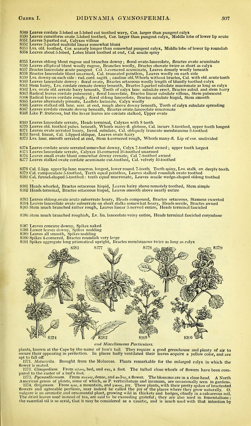 8349 Leaves cordate 3-lobed or 5-lobed cut toothed wavy, Cor. larger than pungent calyx 8350 Leaves cuneiform ovate 3-lobed toothed, Cor. larger than pungent calyx, Middle lobe of lower lip acute 8351 Leaves 3-parted cut, Calyxes villous 8352 Leaves 3-parted multifid linear somewhat blunt 8353 Lvs. obi. toothed, Cor. scarcely longer than somewhat pungent calyx, Middle lobe of lower lip roundish 8354 Leaves about 5-lobed, Lobes blunt toothed at end, CaL sessile spiny 8355 Leaves oblong blunt rugose and branches downy; floral ovate-lanceolate, Bractes ovate acuminate 8356 Leaves elliptical blunt woolly rugose, Branches woolly, Bractes obovate twice as short as calyx 8357 Bractes lanceolate acute pungent, Cal. 5-cornered acuminate, Leaves densely woolly beneath 8358 Bractes lanceolate blunt unarmed, Cal. truncated pointless, Leaves woolly on each side 8359 Lvs. downy on each side : rad. cord, sagitt. ; cauline obi. Whorls without bractes, Cal. with obi. acute teeth 8360 Leaves lanceolate downy : floral ovate, Bractes setaceous woolly length of bluntly toothed calyx 8361 Stem hairy, Lvs. cordate crenate downy beneath, Bractes 3-parted subulate mucronate as long as calyx 8362 Lvs. ovate obi. serrate hairy beneath, Teeth of calyx lane, subulate erect, Bractes subul. and stem hairy 8363 Radical leaves cordate pubescent; floral lanceolate, Bractes linear subulate villous, Stem pubescent 8364 Radical leaves cordate rough ; floral oblong lanceolate, Bractes subulate hispid, Stem smooth 8365 Leaves alternately pinnate, Leaflets laciniate, Calyx woolly 8366 Leaves stalked obi. lane. serr. at end, rough above downy beneath, Teeth of calyx subulate spreading 8367 Leaves cordate crenate downy beneath, Bractes ovate-lanceolate mucronate 8368 Like P. fruticosa, but the lower leaves are cordate stalked, Upper ovate 8369 Leaves lanceolate serrate, Heads terminal, Calyxes with 8 teeth 8370 Leaves obi. toothed pubes. beneath, Whorls many-fl. globose, Cal. incurv. 8-toothed, upper tooth longest 8371 Leaves ovate serrated hoary, Invol. subulate, Cal. obliquely truncate membranous 9-toothed 8372 Invol. linear, Cal. 1-lipped oblique, Leaves ovate hairy 8373 Lvs. lane, smooth serrated at end, Stem 4-cornered rough, Whorls many-fl. Lip of cor. undivided 8374 Leaves cordate acute serrated somewhat downy, Calyx 7-toothed awned ; upper tooth largest 8375 Leaves lanceolate serrate, Calyxes 10-cornered 10-toothed unarmed 8376 Leaves small ovate blunt somewhat downy crenate, Cal. 7-toothed awned 8377 Leaves stalked ovate cordate acuminate cut-toothed, Cal. velvety 10-toothed 8378 Cal. 2-lipp. upper lip lane, mucron. longest, lower round. 7-tooth. Teeth spiny, Lvs. stalk, ov. deeply tooth. 8379 Cal. campanulate 5-toothed, Teeth equal pointless, Leaves stalked roundish ovate toothed 8380 Cal, funnel-shaped 5-toothed: teeth equal mucronate, Leaves sessile wedge-shaped oblong toothed 8381 Heads whorled, Bractes setaceous hispid, Leaves hairy above remotely toothed, Stem simple 8382 Heads terminal, Bractes setaceous hispid, Leaves smooth above nearly entire 8383 Leaves oblong-ovate acute subserrate hoary, Heads compound, Bractes setaceous, Stamens exserted 8384 Leaves lanceolate ovate subserrate on short stalks somewhat hoary, Heads sessile, Bractes awned 8^85 Stem much branched rather rough, Leaves linear 3-nerved entire, Heads terminal fascicled 8386 Stem much branched roughish, Lv. lin. lanceolate veiny entire, Heads terminal fascicled corymbose 8.387 Leaves concave downy, Spikes naked 8388 Lower leaves downy, Spikes nodding 8389 Leaves all smooth, Spikes nodding 8390 Spikes 4-cornered, Bractes roundish very large 8391 Spikes aggregate long prismatical upright, Bractes membranous twice as long as calyx and Miscellaneous Particulars. plants, known at the Cape by the name of lion's tail. They require a good greenhouse and plenty of air to secure their appearing in perfection. In places badly ventilated their leaves acquire a yellow color, and are apt to fall off! 1271. Moluccella. Brought from the Moluccas. Plants remarkable for the enlarged calyx in which the flower is seated. 1272. C/inopodium. From zioij, bed, and jtuj, a foot. The tufted close whorls of flowers have been com- pared to the caster of a bed's foot. 1273. Pycnanthemum. From iruzvo?, dense, and ccvS-o;, a flower. The blossoms are in a close head. A North American genus of plants, some of which, as P. verticillatum and incanum, are occasionally seen in gardens. 1274. Origanum. From oeo?, a mountain, and ycaos, joy. These plants, with their pretty spikes of bracteated flowers and agreeable perfume, may indeed be called the joy of the places where they grow naturally. O. vulgare is an aromatic and ornamental plant, growing wild in thickets and hedges, chiefly in a calcareous soil. The dried leaves used instead of tea, are said to be exceeding grateful; they are also used in fomentations : the essential oil is so acrid, that it may be considered as a caustic, and is much used with that intention by