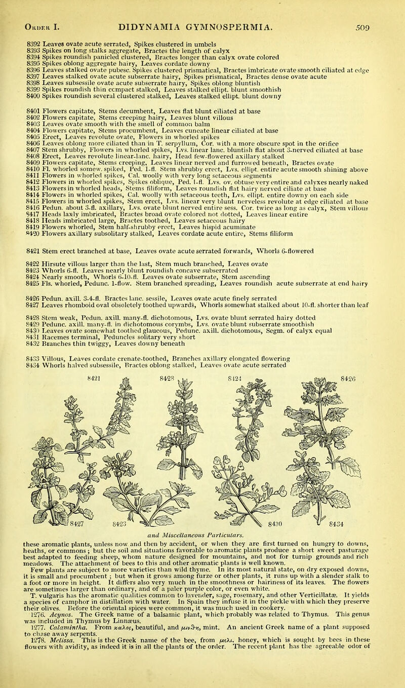 8392 Leaves ovate acute serrated, Spikes clustered in umbels 8393 Spikes on long stalks aggregate, Bractes the length of calyx 8394 Spikes roundish panicled clustered, Bractes longer than calyx ovate colored 8395 Spikes oblong aggregate hairy, Leaves cordate downy 8396 Leaves stalked ovate pubesc. Spikes clustered prisraatical, Bractes imbricate ovate smooth ciliated at edge 8397 Leaves stalked ovate acute subserrate hairy, Spikes prismatical, Bractes dense ovate acute 8398 Leaves subsessile ovate acute subserrate hairy, Spikes oblong bluntish 8399 Spikes roundish thin compact stalked, Leaves stalked ellipt. blunt smoothish 8400 Spikes roundish several clustered stalked, Leaves stalked ellipt. blunt downy 8401 Flowers capitate, Stems decumbent, Leaves flat blunt ciliated at base 8402 Flowers capitate, Stems creeping hairy. Leaves blunt villous 8403 Leaves ovate smooth with the smell of common balm 8404 Flowers capitate, Steins procumbent, Leaves cuneate linear ciliated at base 8405 Erect, Leaves revolute ovate, Flowers in whorled spikes 8406 Leaves oblong more ciliated than in T. serpyllum, Cor. with a more obscure spot in the orifice 8407 Stem shrubby, Flowers in whorled spikes, Lvs. linear lane, bluntish flat about 3-nerved ciliated at base 8408 Erect, Leaves revolute linear-lanc. hairy, Head few-flowered axillary stalked 8409 Flowers capitate, Stems creeping. Leaves linear nerved and furrowed beneath, Bractes ovate 8410 Fl. whorled somew. spiked, Fed. 1-fl. Stem shrubby erect, Lvs. ellipt. entire acute smooth shining above 8411 Flowers in whorled spikes, Cal. woolly with very long setaceous segments 8412 Flowers in whorled spikes, Spikes oblique, Ped. 1-fl. Lvs. ov. obtuse very entire and calyxes nearly naked 8413 Flowers in whorled heads, Stems filiform, Leaves roundish flat hairy nerved ciliate at base 8414 Flowers in whorled spikes, Cal. woolly with setaceous teeth, Lvs. ellipt. entire downy on each side 8415 Flowers in whorled spikes, Stem erect, Lvs. linear very blunt nerveless revolute at edge ciliated at base 8416 Pedun. about 3-fl. axillary, Lvs. ovate blunt nerved entire sess. Cor. twice as long as calyx, Stem villous 8417 Heads laxly imbricated, Bractes broad ovate colored riot dotted, Leaves linear entire 8418 Heads imbricated large, Bractes toothed, Leaves setaceous hairy 8419 Flowers whorled, Stem half-shrubby erect, Leaves hispid acuminate WD Flowers axillary subsolitary stalked, Leaves cordate acute entire, Stems filiform 8421 Stem erect branched at base, Leaves ovate acute serrated forwards, Whorls 6-flowered 8422 Hirsute villous larger than the last, Stem much branched, Leaves ovate 8423 Whorls 6-fl. Leaves nearly blunt roundish concave subserrated 8424 Nearly smooth, Whorls 6-10-fl. Leaves ovate subserrate, Stem ascending 8425 Fls. whorled, Pedunc. 1-flow. Stem branched spreading, Leaves roundish acute subserrate at end hairy 8426 Pedun. axill. 3-4-fl. Bractes lane, sessile, Leaves ovate acute finely serrated 8427 Leaves rhomboid oval obsoletely toothed upwards, Whorls somewhat stalked about 10-fl. shorter than leaf 8428 Stem weak, Pedun. axill. many-fl. dichotomous, Lvs. ovate blunt serrated hairy dotted 8429 Pedunc. axill. many-fl. in dichotomous corymbs, Lvs. ovate blunt subserrate smoothish 8430 Leaves ovate somewhat toothed glaucous, Pedunc. axill. dichotomous, Segm. of calyx equal 8431 Racemes terminal, Peduncles solitary very short 8432 Branches thin twiggy, Leaves downy beneath 8433 Villous, Leaves cordate crenate-toothed, Branches axillary elongated flowering 8434 Whorls halved subsessile, Bractes oblong stalked, Leaves ovate acute serrated and Miscellaneous Particulars. these aromatic plants, unless now and then by accident, or when they are first turned on hungry to downs, heaths, or commons ; but the soil and situations favorable to aromatic plants produce a short sweet pasturage best adapted to feeding sheep, whom nature designed for mountains, and not for turnip grounds and rich meadows. The attachment of bees to this and other aromatic plants is well known. Few plants are subject to more varieties than wild thyme. In its most natural state, on dry exposed downs, it is small and procumbent ; but when it grows among furze or other plants, it runs up with a slender stalk to a foot or more in height. It differs also very much in the smoothness or hairiness of its leaves. The flowers are sometimes larger than ordinary, and of a paler purple color, or even white. T. vulgaris has the aromatic qualities common to lavender, sage, rosemary, and other Verticillatas. It yields a species of camphor in distillation with water. In Spain they infuse it in the pickle with which they preserve their olives. Before the oriental spices were common, it was much used in cookery. 1276. Acynos. The Greek name of a balsamic plant, which probably was related to Thymus. This genus was included in Thymus by Linnajus. 1277. Calamintha. From xxXoi, beautiful, and /mv&ii, mint. An ancient Greek name of a plant supposed to chase away serpents. 1278. Melissa. This is the Greek name of the bee, from /aki. honey, which is sought by bees in these flowers with avidity, as indeed it is in all the plants of the order. The recent plant has the agreeable odor of