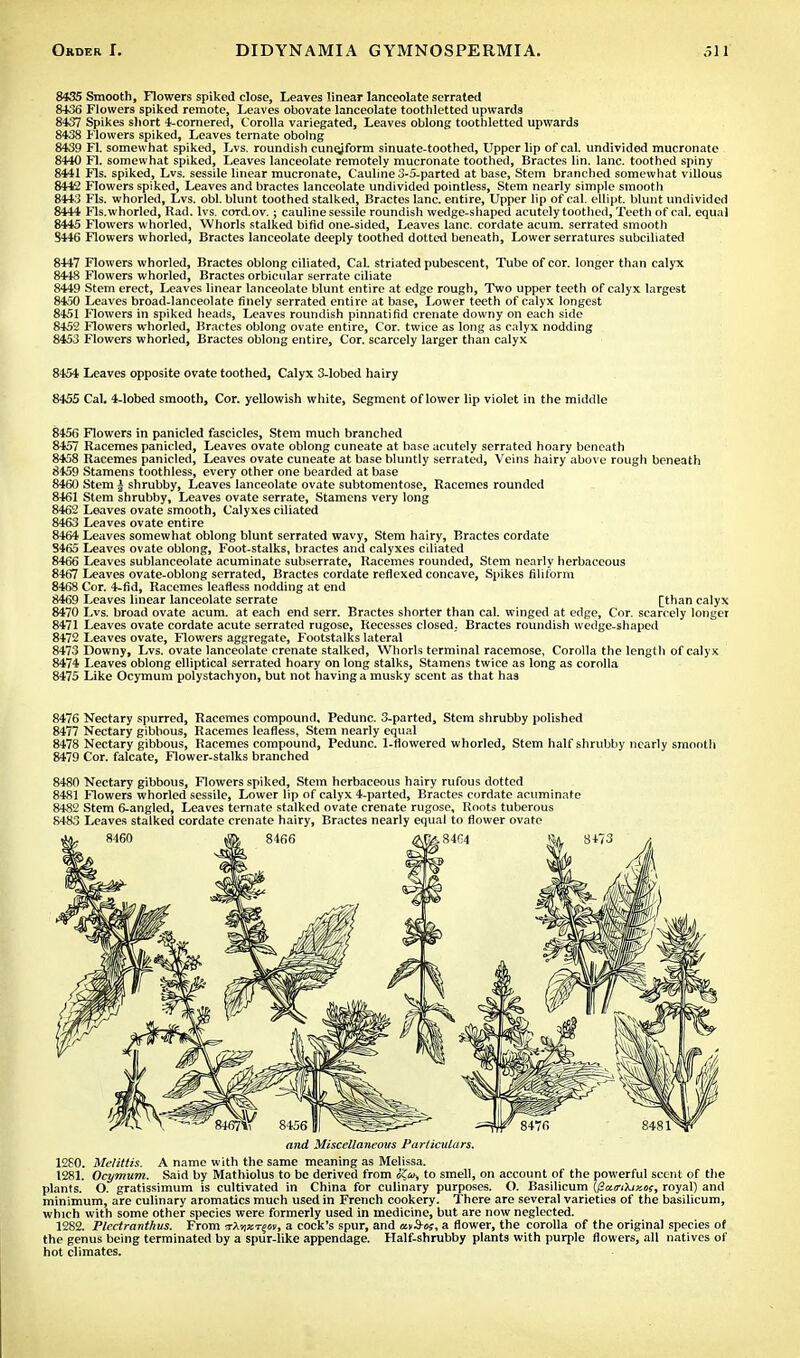 8435 Smooth, Flowers spiked close, Leaves linear lanceolate serrated 8436 Flowers spiked remote, Leaves obovate lanceolate toothletted upwards 8437 Spikes short 4-cornered, Corolla variegated, Leaves oblong toothletted upwards 8438 Flowers spiked, Leaves ternate obolng 8439 Fl. somewhat spiked, Lvs. roundish cunejform sinuate-toothed, Upper lip of cal. undivided mucronate 8440 Fl. somewhat spiked, Leaves lanceolate remotely mucronate toothed, Bractes lin. lane, toothed spiny 8441 Fls. spiked, Lvs. sessile linear mucronate, Cauline 3-5-parted at base, Stem branched somewhat villous 8442 Flowers spiked, Leaves and bractes lanceolate undivided pointless, Stem nearly simple smooth 8443 Fls. whorled, Lvs. obi. blunt toothed stalked, Bractes lane, entire, Upper lip of cal. ellipt. blunt undivided 8444 Fls.whorled, Rad. lvs. corcLov. ; cauline sessile roundish wedge-shaped acutely toothed, Teeth of cal. equal 8445 Flowers whorled, Whorls stalked bifid one-sided, Leaves lane, cordate acum. serrated smooth S446 Flowers whorled, Bractes lanceolate deeply toothed dotted beneath, Lower serratures subciliated 8447 Flowers whorled, Bractes oblong ciliated, CaL striated pubescent, Tube of cor. longer than calyx 8448 Flowers whorled, Bractes orbicidar serrate ciliate 8449 Stem erect, Leaves linear lanceolate blunt entire at edge rough, Two upper teeth of calyx largest 8450 Leaves broad-lanceolate finely serrated entire at base, Lower teeth of calyx longest 8451 Flowers in spiked heads, Leaves roundish pinnatifid crcnate downy on each side 8452 Flowers whorled, Bractes oblong ovate entire, Cor. twice as long as calyx nodding 8453 Flowers whorled, Bractes oblong entire, Cor. scarcely larger than calyx 8454 Leaves opposite ovate toothed, Calyx 3-lobed hairy 8455 Cal. 4-lobed smooth, Cor. yellowish white, Segment of lower lip violet in the middle 8456 Flowers in panicled fascicles, Stem much branched 8457 Racemes panicled, Leaves ovate oblong cuneate at base acutely serrated hoary beneath 8458 Racemes panicled, Leaves ovate cuneate at base bluntly serrated, Veins hairy above rough beneath 8459 Stamens toothless, every other one bearded at base 8460 Stem | shrubby, Leaves lanceolate ovate subtomentose, Racemes rounded 8461 Stem shrubby. Leaves ovate serrate, Stamens very long 8462 Leaves ovate smooth, Calyxes ciliated 8463 Leaves ovate entire 8464 Leaves somewhat oblong blunt serrated wavy, Stem hairy, Bractes cordate S465 Leaves ovate oblong, Foot-stalks, bractes and calyxes ciliated 8466 Leaves sublanceolate acuminate subserrate, Racemes rounded, Stem nearly herbaceous 8467 Leaves ovate-oblong serrated, Bractes cordate reflexed concave, Spikes filiform 8468 Cor. 4-fid, Racemes leafless nodding at end 8469 Leaves linear lanceolate serrate [than calyx 8470 Lvs. broad ovate acum. at each end serr. Bractes shorter than cal. winged at edge, Cor. scarcely longer 8471 Leaves ovate cordate acute serrated rugose, Recesses closed. Bractes roundish wedge-shaped 8472 Leaves ovate, Flowers aggregate, Footstalks lateral 8473 Downy, Lvs. ovate lanceolate crenate stalked, Whorls terminal racemose, Corolla the length of calyx 8474 Leaves oblong elliptical serrated hoary on long stalks, Stamens twice as long as corolla 8475 Like Ocymum polystachyon, but not having a musky scent as that has 8476 Nectary spurred, Racemes compound, Pedunc. 3-parted, Stem shrubby polished 8477 Nectary gibbous, Racemes leafless, Stem nearly equal 8478 Nectary gibbous, Racemes compound, Pedunc. 1-flowered whorled, Stem half shrubby nearly smooth 8479 Cor. falcate, Flower-stalks branched 8480 Nectary gibbous, Flowers spiked, Stem herbaceous hairy rufous dotted 8481 Flowers whorled sessile, Lower lip of calyx 4-parted, Bractes cordate acuminate 84S'_' Stem 6-angled, Leaves ternate stalked ovate crenate rugose, Roots tuberous 8483 Leaves stalked cordate crenate hairy, Bractes nearly equal to flower ovate and Miscellaneous Particulars. 12S0. Melittis. A name with the same meaning as Melissa. 1281. Ocymum. Said by Mathiolus to be derived from to smell, on account of the powerful scent of the plants. O. gratissimum is cultivated in China for culinary purposes. O. Basilicum (PcLcriXixc;, royal) and minimum, are culinary aromatics much used in French cookery. There are several varieties of the basilicum, which with some other species were formerly used in medicine, but are now neglected. 1282. Plectranthus. From irXnxT^w, a cock's spur, and avB-os, a flower, the corolla of the original species of the genus being terminated by a spur-like appendage. Half-shrubby plants with purple flowers, all natives of hot climates.