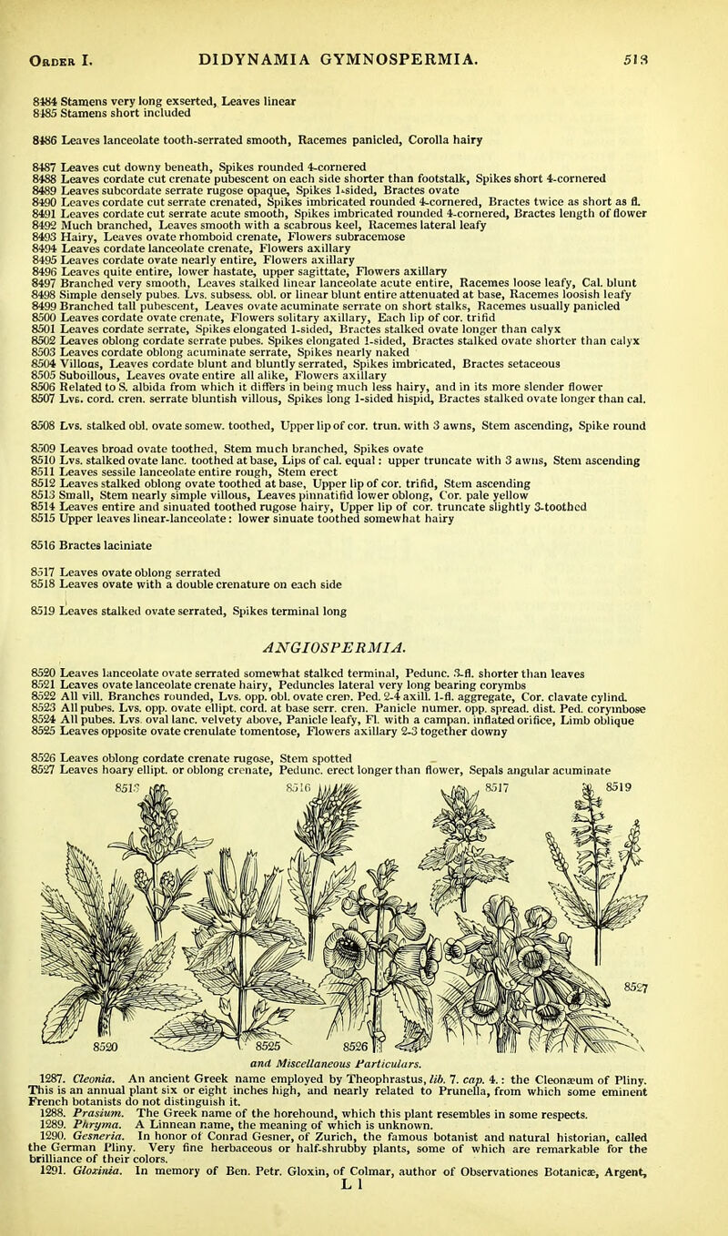 8184 Stamens very long exserted, Leaves linear 8185 Stamens short included 8486 Leaves lanceolate tooth-serrated smooth, Racemes panicled, Corolla hairy 8487 Leaves cut downy beneath, Spikes rounded 4-comered 8488 Leaves cordate cut crenate pubescent on each side shorter than footstalk, Spikes short 4-cornered 8489 Leaves subcordate serrate rugose opaque, Spikes Lsided, Bractes ovate 8490 Leaves cordate cut serrate crenated, Spikes imbricated rounded 4-cornered, Bractes twice as short as fl. 8491 Leaves cordate cut serrate acute smooth, Spikes imbricated rounded 4-cornered, Bractes length of flower 8492 Much branched, Leaves smooth with a scabrous keel, Racemes lateral leafy 8493 Hairy, Leaves ovate rhomboid crenate, Flowers subracemose 8494 Leaves cordate lanceolate crenate, Flowers axillary 8495 Leaves cordate ovate nearly entire, Flowers axillary 8496 Leaves quite entire, lower hastate, upper sagittate, Flowers axillary 8497 Branched very smooth, Leaves stalked linear lanceolate acute entire, Racemes loose leafy, Cal. blunt 8498 Simple densely pubes. Lvs. subsess. obi. or linear blunt entire attenuated at base, Racemes loosish leafy 8499 Branched tall pubescent, Leaves ovate acuminate serrate on short stalks, Racemes usually panicled 8500 Leaves cordate ovate crenate, Flowers solitary axillary, Each lip of cor. trifid 8501 Leaves cordate serrate, Spikes elongated 1-sided, Bractes stalked ovate longer than calyx 8502 Leaves oblong cordate serrate pubes. Spikes elongated 1-sided, Bractes stalked ovate shorter than calyx 8503 Leaves cordate oblong acuminate serrate, Spikes nearly naked 8504 Villoas, Leaves cordate blunt and bluntly serrated, Spikes imbricated, Bractes setaceous 8505 Suboillous, Leaves ovate entire all alike, Flowers axillary 8506 Related to S. albida from which it differs in being much less hairy, and in its more slender flower 8507 Lvs. cord. cren. serrate bluntish villous, Spikes long 1-sided hispid, Bractes stalked ovate longer than cal. 8508 Lvs. stalked obi. ovate somew. toothed, Upper lip of cor. trun. with 3 awns, Stem ascending, Spike round 8509 Leaves broad ovate toothed. Stem much branched, Spikes ovate 8510 Lvs. stalked ovate lane, toothed at base, Lips of cal. equal: upper truncate with 3 awns, Stem ascending 8511 Leaves sessile lanceolate entire rough, Stem erect 8512 Leaves stalked oblong ovate toothed at base, Upper lip of cor. trifid, Stem ascending 8513 Small, Stem nearly simple villous, Leaves pinnatifid lower oblong, Cor. pale yellow 8514 Leaves entire and sinuated toothed rugose hairy, Upper lip of cor. truncate slightly 3-toothcd 8515 Upper leaves linear-lanceolate: lower sinuate toothed somewhat hairy 8516 Bracte6 laciniate 8517 Leaves ovate oblong serrated 8518 Leaves ovate with a double crenature on each side 8519 Leaves stalked ovate serrated, Spikes terminal long ANGIOSPERMIA. 8520 Leaves lanceolate ovate serrated somewhat stalked terminal, Pedunc. 3-fl. shorter than leaves 8521 Leaves ovate lanceolate crenate hairy, Peduncles lateral very long bearing corymbs 8522 All vill. Branches rounded, Lvs. opp. obi. ovate cren. Ped. 2-4 axill. 1-fl. aggregate, Cor. clavate cylind. 8523 All pubes. Lvs. opp. ovate ellipt. cord, at base serr. cren. Panicle numer. opp. spread, dist. Ped. corymbose 8524 All pubes. Lvs. oval lane, velvety above, Panicle leafy, Fl. with a campan. inflated orifice, Limb oblique 8525 Leaves opposite ovate crenulate tomentose, Flowers axillary 2-3 together downy 8526 Leaves oblong cordate crenate rugose, Stem spotted 8527 Leaves hoary ellipt. or oblong crenate, Pedunc. erect longer than flower, Sepals angular acuminate and Miscellaneous Particulars. 1287. Cleonia. An ancient Greek name employed by Theophrastus, lib. 7. cap. 4.: the CleonaDum of Pliny. This is an annual plant six or eight inches high, 'and nearly related to Prunella, from which some eminent French botanists do not distinguish it. 1288. Prasium. The Greek name of the horehound, which this plant resembles in some respects. 1289. Phryma. A Linnean name, the meaning of which is unknown. 1290. Gesneria. In honor of Conrad Gesner, of Zurich, the famous botanist and natural historian, called the German Pliny. Very fine herbaceous or half-shrubby plants, some of which are remarkable for the brilliance of their colors. 1291. Gloxinia. In memory of Ben. Petr. Gloxin, of Colmar, author of Observationes Botanicas, Argent,