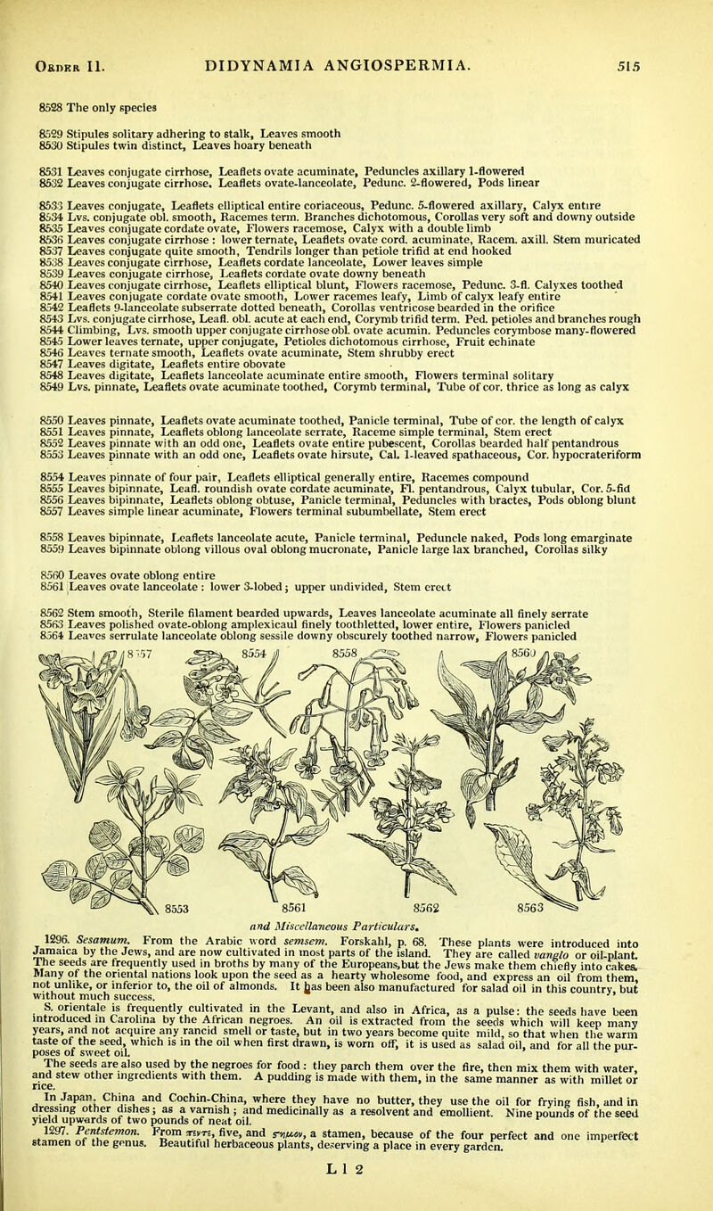 8528 The only species 8529 Stipules solitary adhering to stalk, Leaves smooth 8530 Stipules twin distinct, Leaves hoary beneath 8531 Leaves conjugate cirrhose, Leaflets ovate acuminate, Peduncles axillary 1-flowered 8532 Leaves conjugate cirrhose. Leaflets ovate-lanceolate, Pedunc. 2-flowered, Pods linear 8533 Leaves conjugate, Leaflets elliptical entire coriaceous, Pedunc. 5-flowered axillary, Calyx entire 8534 Lvs. conjugate obi. smooth, Racemes term. Branches dichotomous, Corollas very soft and downy outside 8535 Leaves conjugate cordate ovate, Flowers racemose, Calyx with a double limb 8536 Leaves conjugate cirrhose : lower ternate, Leaflets ovate cord, acuminate, Racem. axill. Stem muricated 8537 Leaves conjugate quite smooth, Tendrils longer than petiole trifid at end hooked 8538 Leaves conjugate cirrhose, Leaflets cordate lanceolate, Lower leaves simple 8539 Leaves conjugate cirrhose, Leaflets cordate ovate downy beneath 8540 Leaves conjugate cirrhose, Leaflets elliptical blunt, Flowers racemose, Pedunc. 3-fl. Calyxes toothed 8541 Leaves conjugate cordate ovate smooth, Lower racemes leafy, Limb of calyx leafy entire 8542 Leaflets 9-lanceolate subserrate dotted beneath, Corollas ventricose bearded in the orifice 8543 Lvs. conjugate cirrhose, Leafl. obi. acute at each end, Corymb trifid term. Ped. petioles and branches rough 8544 Climbing, Lvs. smooth upper conjugate cirrhose obL ovate acumin. Peduncles corymbose many-flowered 8545 Lower leaves ternate, upper conjugate, Petioles dichotomous cirrhose, Fruit echinate 8546 Leaves ternate smooth, Leaflets ovate acuminate, Stem shrubby erect 8547 Leaves digitate, Leaflets entire obovate 8548 Leaves digitate, Leaflets lanceolate acuminate entire smooth, Flowers terminal solitary 8549 Lvs. pinnate, Leaflets ovate acuminate toothed, Corymb terminal, Tube of cor. thrice as long as calyx 8550 Leaves pinnate, Leaflets ovate acuminate toothed, Panicle terminal, Tube of cor. the length of calyx 8551 Leaves pinnate, Leaflets oblong lanceolate serrate, Raceme simple terminal, Stem erect 8552 Leaves pinnate with an odd one, Leaflets ovate entire pubescent, Corollas bearded half pentandrous 8553 Leaves pinnate with an odd one, Leaflets ovate hirsute, Cal. 1-leaved spathaceous, Cor. hypocrateriform 8554 Leaves pinnate of four pair, Leaflets elliptical generally entire, Racemes compound 8555 Leaves bipinnate, Leafl. roundish ovate cordate acuminate, Fl. pentandrous, Calyx tubular, Cor. 5-fid 8556 Leaves bipinnate, Leaflets oblong obtuse, Panicle terminal, Peduncles with bractes, Pods oblong blunt 8557 Leaves simple linear acuminate, Flowers terminal subumbellate, Stem erect 8558 Leaves bipinnate, Leaflets lanceolate acute, Panicle terminal, Peduncle naked, Pods long emarginate 8559 Leaves bipinnate oblong villous oval oblong mucronate, Panicle large lax branched, Corollas silky 8560 Leaves ovate oblong entire 8561 Leaves ovate lanceolate : lower 3-lobed; upper undivided, Stem erect 8562 Stem smooth, Sterile filament bearded upwards, Leaves lanceolate acuminate all finely serrate 8563 Leaves polished ovate-oblong amplexicaul finely toothletted, lower entire, Flowers panicled 8564 Leaves serrulate lanceolate oblong sessile downy obscurely toothed narrow, Flowers panicled i 8560 and Miscellaneous .Particulars, 1296. Sesamum. From the Arabic word semsem. Forskahl, p. 68. These plants were introduced into Jamaica by the Jews, and are now cultivated in most parts of the island. They are called vanglo or oil-plant without much success. S. orientale is frequently cultivated in the Levant, and also in Africa, as a pulse: the seeds have been introduced in Carolina by the African negroes. An oil is extracted from the seeds which will keep many years, and not acquire any rancid smell or taste, but in two years become quite mild, so that when the warm taste of the seed, which is in the oil when first drawn, is worn off, it is used as salad oil, and for all the pur- poses of sweet oil. r The seeds are also used by the negroes for food : they parch them over the fire, then mix them with water, and stew other ingredients with them. A pudding is made with them, in the same manner as with millet or rice. In Japan, China and Cochin-China, where they have no butter, they use the oil for frying fish, and in dressing other dishes; as a varnish ; and medicinally as a resolvent and emollient. Nine pounds of the seed yield upwards of two pounds of neat oil. 1297. Pentstemon. From tevts, five, and sUjkov, a stamen, because of the four perfect and one imperfect stamen of the genus. Beautiful herbaceous plants, deserving a place in every garden.