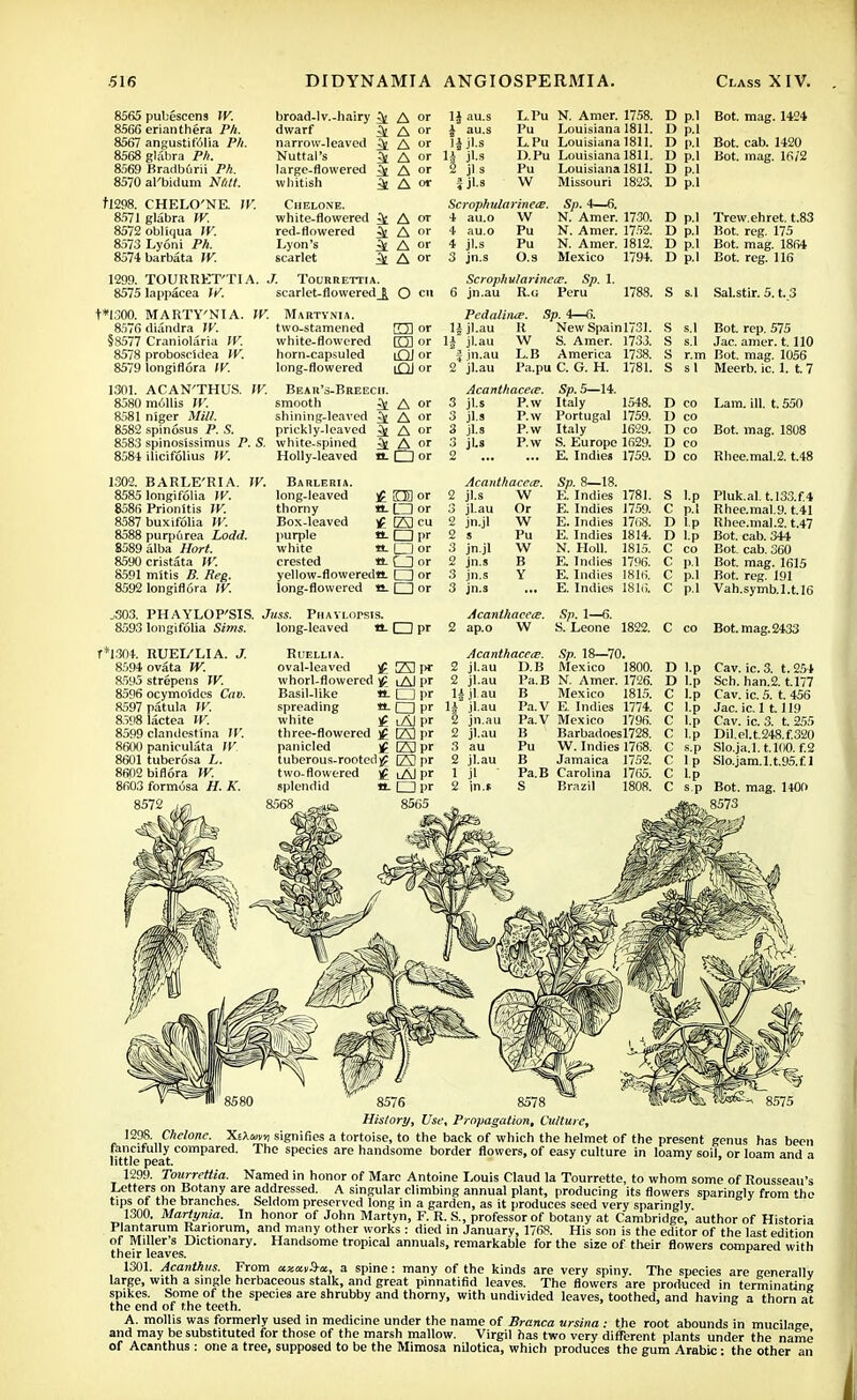 broad-lv.-hairy ^ A or dwarf narrow-leaved Nuttal's large-flowered whitish 8565 pubescens W. 8566 erianthera Ph. 8567 angustifolia Ph. 8568 glabra Ph. 8569 Bradburii Ph. 8570 al'bidum Nfilt. tl298. CHELO'NE. IV. 8571 glabra W. 8572 obliqua W. 8573 Lyoni Ph. 8574barbata W. 1299. TOURRET'TIA. .7. Tourrettia A A or A or A or A or \\ au.s 1 au-s 14 jl.s H jl.s 2 jl.s f jl.s L.Pu N. Amer. 1758. Pu Louisiana 1811. L.Pu Louisiana 1811. D.Pu Louisiana 1811. Pu Louisiana 1811. W Missouri 1823. CllELONE. white-flowered 3t A < red-flowered ^ A or Lyon's ^[ A or scarlet ^ A or 8575 lappacea W. t*1300. MARTY'NI A. W. 8576diandra IV. §8577 Craniolaria W. 8578 proboscidea IV. 8579 longiflora IV. Scrophularinete. 4 au.o W 4 au.o Pu 4 jl.s Pu 3 jn.s O.s Scrophularinete. Sp. 1 scarIet-flo\vered_k O en 6 jn.au R.u Peru Martynia. Pedalhue. Sp. 4—6. two-stamened E3 or 1± jl.au R New Spainl731. white-flowered CD or 1£ jl.au W S. Amer. 1733. horn-capsuled uQJ or \ in.au L.B America 1738. long-flowered iQ| or 2 jl.au Pa.pu C. G. H. 1781. Sp. 4—6. N. Amer. 1730. N. Amer. 1752. N. Amer. 1812. Mexico 1794. 1788. D p.l D p.l D p.l D p.l D p.l D p.l D p.l D p.l D p.l D p.l Bot. mag. 1424 Bot. cab. 1420 Bot. mag. 16/2 Trew.ehret. t.83 Bot. reg. 175 Bot. mag. 1864 Bot. reg. 116 S s.l SaLstir. 5. t. 3 s.l Bot. rep. 575 Jac. amer. t. 110 S r.m Bot. mag. 1056 S s 1 Meerb. ic. 1. t. 7 1301. ACAN'THUS. IV. Bear's-Breecii. 8580 mollis W. smooth 4 A or 8581 n'iger Mill. shining-leaved ^ A or 8582 spinosus P. S. prickly-leaved ^ A or 8583 spinoslssimus P. S. white-spined ^ A or 8584 ilicifolius IV. Holly-leaved n. 1~*1 or Acanthacece. jl.s jl.s jl.s jL« P.w P.w P.w P.w 1302. BARLE'RIA 8585 longifolia IV. 8586 Prionitis W. 8587 buxifolia W. 8588 purpurea Lodd. 8589 alba Hort. 8590 cristata W. 8591 mitis B. Beg. 8592 longiflora IV. W. Barleria. long-leaved thorny Box-leaved purple white crested £ ina or «- □ or H B3 cu n-CHpr n. CD oi ■Q- r 1 or yellow-flowereda. rH or long-flowered a. CD or Acanthacetv. jl.s 3 jl.au 2 jn.jl 2 s 3 jn.jl 2 jn.s 3 jn.s 3 jn.s W Or W Pu W B Y Sp. 5—14. Italy 1548. Portugal 1759. Italy 1629. S. Europe 1629. E. Indies 1759. Sp. 8—18. E. Indies 1781. E. Indies 1759. E. Indies 1768. E. Indies 1814. N. Holl. 1815. E. Indies 1796. E. Indies 1816. E. Indies 1816. D co U co D co D co D co S l.p C p.l D l.p D l.p C co C p.l C p.l C p.l Lam. ill. t. 550 Bot. mag. 1808 Rhee.mal.2. t.48 Pluk.al. t.l33.f.4 Rhee.mal.9. t.41 Rhee.mal.2. t.47 Bot. cab. 344 Bot. cab. 360 Bot. mag. 1615 Bot. reg. 191 Vah.symb.l.t.16 .303. PHAYLOP'SIS. Juss. Phavlopsis. 8593 longifolia Sims. long-leaved n. □ pr *1304. RUEI/LIA. J. 8594 ovata W. 8595 strepens IV. 8596 ocymoldes Cav. 8597 patula W. 8598 lactea IV. 8599 clandestina W. 8600 paniculata IV 8601 tuberosa L. 8602 bifl6ra W. 8603 formosa H. K. 8572 RUELLIA. oval-leaved whorl-flowered £ Basil-like tt. spreading 4*- white )f three-flowered )f panicled -f tuberous-rooted ^ two-flowered )£ splendid ft. 23 I* lAI pr □ pr □ pr lAI pr tSlpr C3pr C3pr lAJ pr □ l>r 8565 AcanlhaeciE. Sp. 1—6. 2 ap.o W S. Leone 1822. Acanthaceie. Sp. 18—70. C co Bot. mag. 2433 2 jl.au D.B Mexico 1800. 2 jl.au H jl au Pa.B N. Amer. 1726. B Mexico 1815. jl.au Pa.V E. Indies 1774. jn.au Pa.V Mexico 1796. 2 jl.au B Barbadoesl728. 3 au Pu W. Indies 1768. 2 jl.au B Jamaica 1752. 1 jl Pa.B Carolina 1765. 2 jn.s S Brazil 1808. D l.p D l.p C l.p Cav. ic. 3. t. 254 Sen. han.2. U77 Cav. ic. 5. t. 456 Jac. ic. 1 1.119 Cav. ic. 3. t. 255 Dil.el.t.248.f.320 Slo.ja.l.t.100. f.2 Slo.jam.l.t.95.f 1 Bot. mag. ltOO 8573 8576 8578 History, Use, Propagation. Culture, 1298. Cheionc. Xa»«i signifies a tortoise, to the back of which the helmet of the present genus has been fancifully compared. The species are handsome border flowers, of easy culture in loamy soil, or loam and a little peat. 1299. Tourrettia. Named in honor of Marc Antoine Louis Claud la Tourrette, to whom some of Rousseau's Letters on Botany are addressed. A singular climbing annual plant, producing its flowers sparingly from the tips of the branches. Seldom preserved long in a garden, as it produces seed very sparingly 1300. Martynia. In honor of John Martyn, F. R. S., professor of botany at Cambridge, author of Historia Ja„n„t-T,rum Variorum, and many other works : died in January, 1768. His son is the editor of the last edition of Miller s Dictionary. Handsome tropical annuals, remarkable for the size of their flowers compared with their leaves. * 1301. Acanthus. From ccxavSa., a spine: many of the kinds are very spiny. The species are generally large, with a single herbaceous stalk, and great pinnatifid leaves. The flowers are produced in terminating spikes. Some of the species are shrubby and thorny, with undivided leaves, toothed, and having a thorn at the end of the teeth. A. mollis was formerly used in medicine under the name of Branca ursina : the root abounds in mucilage and may be substituted for those of the marsh mallow. Virgil has two very different plants under the name of Acanthus : one a tree, supposed to be the Mimosa nilotica, which produces the gum Arabic: the other an