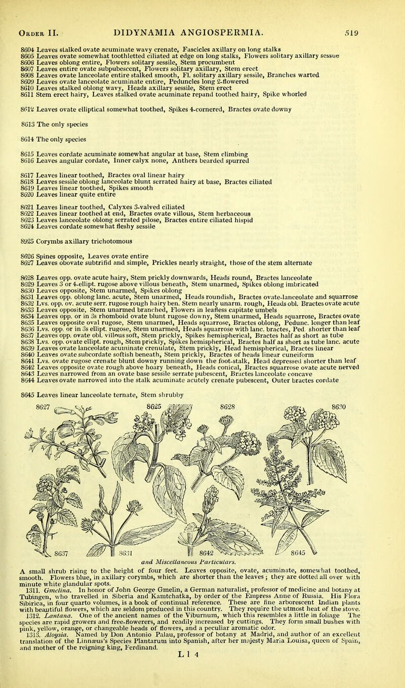 8604 Leaves stalked ovate acuminate wavy crenate, Fascicles axillary on long stalks 8605 Leaves ovate somewhat toothletted ciliated at edge on long stalks, Flowers solitary axillary sessue 8606 Leaves oblong entire, Flowers solitary sessile, Stem procumbent 8607 Leaves entire ovate subpubescent, Flowers solitary axillary, Stem erect 8608 Leaves ovate lanceolate entire stalked smooth, Fl. solitary axillary sessile, Branches warted 8609 Leaves ovate lanceolate acuminate entire, Peduncles long 2-flowered 8S10 Leaves stalked oblong wavy, Heads axillary sessile, Stem erect 8611 Stem erect hairy, Leaves stalked ovate acuminate repand toothed hairy, Spike whorled 86142 Leaves ovate elliptical somewhat toothed, Spikes 4-cornered, Bractes ovate downy 8613 The only species 8614 The only 6pecies 8615 Leaves cordate acuminate somewhat angular at base, Stem climbing 8616 Leaves angular cordate, Inner calyx none, Anthers bearded spurred 8617 Leaves linear toothed, Bractes oval linear hairy 8618 Leaves sessile oblong lanceolate blunt serrated hairy at base, Bractes ciliated 8619 Leaves linear toothed, Spikes smooth 8620 Leaves linear quite entire 8621 Leaves linear toothed, Calyxes 3-valved ciliated 8622 Leaves linear toothed at end, Bractes ovate villous, Stem herbaceous 8623 Leaves lanceolate oblong serrated pilose, Bractes entire ciliated hispid 8624 Leaves cordate somewhat fleshy sessile 8925 Corymbs axillary trichotomous 8626 Spines opposite, Leaves ovate entire 8627 Leaves obovate subtrifid and simple, Prickles nearly straight, those of the stem alternate 8628 Leaves opp. ovate acute hairy, Stem prickly downwards, Heads round, Bractes lanceolate 8629 Leaves 3 or 4-ellipt. rugose above villous beneath, Stem unarmed, Spikes oblong imbricated 8630 Leaves opposite, Stem unarmed, Spikes oblong 8631 Leaves opp. oblong lane, acute, Stem unarmed, Heads roundish, Bractes ovate-lanceolate and squarrose 8632 Lvs. opp. ov. acute serr. rugose rough hairy ben. Stem nearly unarm, rough, Heads obi. Bractes ovate acute 8633 Leaves opposite, Stem unarmed branched, Flowers in leafless capitate umbels 8634 Leaves opp. or in 3s rhomboid ovate blunt rugose downy, Stem unarmed, Heads squarrose, Bractes ovate 8635 Leaves opposite oval rugose, Stem unarmed, Heads squarrose, Bractes oblong, Pedunc. longer than leaf 8636 Lvs. opp. or in 3s ellipt. rugose, Stem unarmed, Heads squarrose with lane, bractes, Ped shorter than leaf 8637 Leaves opp. ovate obi. villous soft, Stem prickly, Spikes hemispherical, Bractes half as short as tube 8638 Lvs. opp. ovate ellipt. rough, Stem prickly, Spikes hemispherical, Bractes half as short as tube lane, acute 8639 Leaves ovate lanceolate acuminate crenulate, Stem prickly, Head hemispherical, Bractes linear 8640 Leaves ovate subcordate softish beneath, Stem prickly, Bractes of heads linear cuneiform 8641 Lvs. ovate rugose crenate blunt downy running down the foot-stalk, Head depressed shorter than leaf 8642 Leaves opposite ovate rough above hoary beneath, Heads conical, Bractes squarrose ovate acute nerved 8643 Leaves narrowed from an ovate base sessile serrate pubescent, Bractes lanceolate concave 8644 Leaves ovate narrowed into the stalk acuminate acutely crenate pubescent, Outer bractes cordate 8645 Leaves linear lanceolate ternate, Stem shrubby and Miscellaneous Particulars. A small shrub rising to the height of four feet. Leaves opposite, ovate, acuminate, somewhat toothed, smooth. Flowers blue, in axillary corymbs, which are shorter than the leaves; they are dotted all over with minute white glandular spots. 1311. Gmelina. In honor of John George Gmelin, a German naturalist, professor of medicine and botany at Tubingen, who travelled in Siberia and Kamtchatka, by order of the Empress Anne of Russia. His Flora Sibirica, in four quarto volumes, is a book of continual reference. These are fine arborescent Indian plants with beautiful flowers, which are seldom produced in this country. They require the utmost heat of the stove. 1312. Lantana. One of the ancient names of the Viburnum, which this resembles a little in foliage The species are rapid growers and free-flowerers, and readily increased by cuttings. They form small bushes with pink, yellow, orange, or changeable heads of flowers, and a peculiar aromatic odor. 1313. Aloysia. Named by Don Antonio Palau, professor of botany at Madrid, and author of an excellent translation of the Linnseus's Species Plantarum into Spanish, after her majesty Maria Louisa, queen of Spain, and mother of the reigning king, Ferdinand. L 1 4