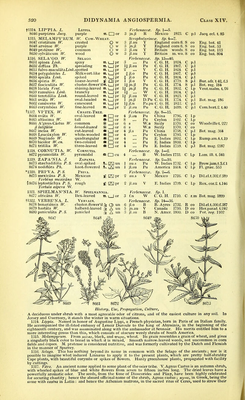 t1314. 8646 1315. 8647 8648 8649 8650 1316. 8651 8652 8653 8654 8655 8656 8657 8658 8659 8660 8661 8662 8663 fl317. 8664 8665 8666 8667 8668 8669 8670 8671 1318. 8672 1319. 8673 8674 *1320. 8675 §8676 1321. 8677 tl322. 8678 S679 8680 LIP'PIA. L. purpurea Jacq. MELAMPY'RUM cristatum IV. arvense W. pratense W.. sylvaticum IV. SELA'GO. TV. spinea Link. diffusa Th. ^ fulvo-maculata Link polyjjaloides L. spicata Link. spuria TV. fasciculata TV. lucida Vent. ramulosa Link. teretilolia Link. ovata TV. canescens IV. corymbosa IV. VI'TEX. TV. ovata W. altissima IV. A'gnus-Castus TV. latifolia incisa TV. Leucoxylon IV. Negundo TV. bicolor IV. en. trifolia TV. cornu;tia. iv. pyramidata TV. ZAPA'NIA. J. staBChadifolia P. S. nodiflora Ph. PRI'VA. P.S. mexicana P. S. Verbena mexicana leptostachya P. S. Tortula aspera W. SPIELMAN'NIA. africana IV. VERBE'NA. L. bonariensis TV. hastata TV. paniculata P. S. 8647 Lippia. purple tL □ or TV. Cow-Wheat. crested purple common wood Selago. spiny spreading .spotted O w O w O w O w «Ll_|pr a. |_J pr «-l_Jpr Milkwort-like tt. i | pr spiked tt. i | pr linear-leaved )£ OJ pr cluster-flower'da. i | pr sbining-leaved tt i | pr branchy a. i | pr round-leaved e. i | pr oval-headed a. i | pr canescent a. i | pr tine-leaved a. i | pr Chaste-Tree. VerbenacetE, jn.jl R Scroph ula rineie. Sp. 1—5. Mexico jl.au Y jn.jl Y jl.au Y jl.au Y Vcrbenacecs. ... Pu 1823. Sp. 4—7. C p.l Jacq. eel. t. 85 England corn fi. S England corn fi. S Britain woods. S Britain m. wo. S Sp. 13—40. oval-leaved tall common broad-leaved cut-leaved white-wooded quadrangular two-colored three-leaved Cornutia. pyramidal Zapania. oval-spiked ! CDor ! □ or ! a or ■ □ or ■ EJ or ! □ or jl.au jl.o jl.o jl.o jn.jl jn.jl jl.au jn.jl jl.n jl.au Verbenacea?. jl.au Pu Jl.s « O cu 4 J~ E3 un knot-tlowercd t~ lAI un Priva. Mexican £ fAl pr W. rough yf IA1 nr IV. Spielmannia. Ilex-leaved n. i | or Vervain. cluster-flower'd ^ Q) un halberd-leaved ^ ^ un panicled £i A un 8648 Pu W.B W.B Pu Pu Pu Pu Pu Verbenacete. ... B VerbenacecE. au.s Pu jLau Pu Verbenacece. au.s V C G. H. C G. H. C. G. H. C. G. H. C. G. H. C. G. H. C. G. H. C. G. H. C. G. H. C. G. H. D.Pu C. G. H. Pa.pu C. G. H. Pu C. G. H. Sp. 8—15. China Ceylon Sicily Sicily China Ceylon 1824. 1807. 1824. 1807. 1824. 1779. 1774. 1812. 1824. 1823. 1774. 1812. 1699. 1796. 1802. 1570. 1570. 1758. 1793. E. Indies 1812. E. Indies 1810. E. Indies 1759. Sp. 1—2. W. Indies 1733. Sp. 2—10. W. Indies 1732. America 1664. Sp. 2—6. Mexico 1726. Eng. bot. 41 Eng. bot. 53 Eng. bot. 113 Eng. bot. 804 Bur. afr. t.42. f.3 Bot. reg. 184 Ventmalm. t.26 C l.p Bot. mag. 186 Com.hort.2. t.40 Woodvillet. 222 Bot. mag. 364 Rump.am.4.t.l9 Bot. mag. 2187 Earn. ill. t. 541 Brow.jam.t.3.f.l FI. grsec. 553 C l.p Dil.eU302.f389 2 jl.au V E. Indies 1799. C l.p Rox. cor.2. t.146 Verbenacece. Sp. 1. 3 f.n W C. G. H. 1710. C r.m Bot. mag. 1899 VerbenacetE. Sp. 14—36. 6 jl.o B B. Ayres 1732. R co Dil.el.t.300.f.387 5 jn.au V Canada 1710. D co Her.parad. t.242 3 jl.au B N. Amer. 1800. Deo Pot. reg. 1102 History, Use, Propagation, Culture, A deciduous under shrub with a most agreeable odor of citrons, and of the easiest culture in any soil. In Jersey and Guernsey, it stands the winter in warm situations. 1314. Lippia. Named in honor of Augustine Lippi, a French physician, born in Paris of an Italian family. He accompanied the ill-fated embassy of Lenoir Duroule to the king of Abyssinia, in the beginning of the eighteenth century, and was assassinated along with the ambassador at Sennaar. His merits entitled him to a more interesting genus than this, which consists of obscure weedy shrubs of South America. 1315. Melampyrum. From ju,tX<is, black, and wufos, wheat. Its grain resembles a grain of wheat, and gives a singularly black color to bread in which it is mixed. Smooth narrow-leaved weeds, not uncommon in corn fields and copses. M. pratense is considered nutritive, and was formerly cultivated by the Dutch and Flemish in the manner of Spurrey. 1316. Selago. This has nothing beyond its name in common with the Selago of the ancients; nor is it possible to imagine what induced Linnaeus to apply it to the present plants, which are pretty half-shrubby Cape plants, with beautiful corymbs or spikes of flowers. Hardy greenhouse plants, propagated with facility by cuttings. 1317. Vitex. An ancient name applied to some plant of the osier tribe. V.Agnus Castus is an autumn shrub, with whorled spikes of blue and white flowers from seven to fifteen inches long. The dried leaves have a powerfully aromatic odor. The seeds, from the time of Dioscorides and Pliny, have been highly celebrated for securing chastity; hence the absurd officinal name of the shrub, Agnus castus ; ayvoi, in Greek, being the same with castas in Latin : and hence the Athenian matrons, in the sacred rites of Ceres, used to strew their