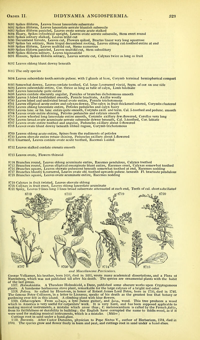 8681 Spikes filiform, Leaves linear lanceolate subserrate 8682 Spikes filiform, Leaves lanceolate 6errate bluntish subsessile 8683 Spikes filiform panicled, Leaves ovate serrate acute stalked 8684 Hoary, Spikes cylindrical upright, Leaves ovate serrate subsessile, Stem erect round 8685 Spikes solitary stalked, Leaves trifid cut 8686 Decumbent hirsute, Leaves cut, Flowers spiked, Bractes linear very long squarrose 8687 Spikes lax solitary, Stem hispid decumbent rooting, Leaves oblong cut-toothed entire at end 8688 Spikes filiform, Leaves multifid cut, Stems numerous 8689 Spikes filiform panicled, Leaves multifid cut, Stem subsolitary 8690 Spikes filiform solitary, Leaves bipinnatifid 8691 Hirsute, Spikes filiform solitary, Leaves serrate cut, Calyxes twice as long as fruit 8692 Leaves oblong blunt downy beneath 8fii>3 The only species 8694 Leaves subcordate tooth-serrate pubesc. with 2 glands at base, Corymb terminal hemispherical compact 8695 Somewhat downy, Leaves cordate toothed, Cal. large 5-cornered viscid, Segm. of cor. on one side 8696 Leaves subcordate entire, Cor. thrice as long as tube of calyx, Limb bilabiate 8697 Leaves lanceolate quite entire 8698 Leaves cordate obscurely angular, Panicles of branches dichotomous smooth 8699 Leaves 5-Iobed toothletted smooth, Panicle brachiate, Axilla? woolly 8700 Leaves lobed and undivided broad ovate entire, Panicle trichotomous 8701 Leaves elliptical acute entire and calyxes downy, The calyx in fruit thickened colored, Corymbs clustered 8702 Leaves oblong lanceolate entire, Petioles peduncles and calyx hairy 8703 Leaves lane, or lin. lane, entire quite smooth, Corymbs axill. and term. Cal. 5-toothed and pedunc. smooth 8704 Leaves ovate entire shining, Petioles peduncles and calyxes smooth 8705 Leaves whorled long lanceolate entire smooth, Corymbs axillary few-flowered, Corollas very long 8706 Leaves broad-ovate acuminate serrate subsessile downy beneath, Cal. 5-toothed, Cor. labiate 8707 Leaves ovate entire toothed and angular, Peduncles axillary about 2-flowered 8708 Leaves ovate blunt downy beneath ribbed rugose, Corymb trichotomous 8709 Leaves oblong acute entire, Spines from the rudiments of petioles 8710 Leaves obovate entire retuse shining, Peduncles axillary about 1-flowered 8711 Unarmed, Leaves cordate ovate acute toothed, Racemes 1-sided 8712 Leaves stalked cordate crenate smooth 8713 Leaves ovate, Flowers thirsoid 8714 Branches round, Leaves oblong acuminate entire, Racemes pendulous, Calyxes toothed 8715 Branches round, Leaves elliptical emarginate blunt entire, Racemes erect, Calyxes somewhat toothed 8716 Branches square, Leaves obovate pubescent beneath somewhat toothed at end, Racemes nodding 8717 Branches bluntly 4-cornered, Leaves ovate obi. toothed upwards pubesc. beneath Fl. bracteate pendulous 8718 Branches square, Leaves ovate acuminate entire, Racemes nodding 8719 Calyxes in fruit twisted, Leaves obovate oblong 8720 Calyxes in fruit erect, Leaves oblong lanceolate acuminate 8721 Spiny, Leaves 9 lines long 3 lines broad subserrate attenuated at each end, Teeth of cal. short subciliated ?8719 8712 8713 8720 8715 and Miscellaneous Particulars. George Volkamer, his brother, born 1616, died in 1693, wrote many academical dissertations, and a Flora ot Nuremberg, which was not published till after his death. The species are ornamental plants with the habit of the last genus. 1327. Holmskioldia. A Theodore Holmskiold, a Dane, published some obscure works upon Cryptogamous plants. A handsome herbaceous stove plant, remarkable for the large calyxes of a bright red color. 1328. Petrea. So called by Houstoun, in honor of Robert James Lord Petre, born in 1710, died in 1742. The famous Peter Collinson, in a letter to Linnaeus, speaks of his death as the greatest loss that botany or gardening ever felt in this island. A climbing plant with blue flowers. 1329. Citharexylum. From ziS-xga, a lyre (hence guitar), and fyXm, wood. This tree produces a wood which in America is very useful for carpenters' work. It is very hard, and has been supposed applicable to making musical instruments, a mistake which arose thus; C. melanocardium is called by the Frenchfidtle, from its faithfulness or durability in building; the English have corrupted the name to fiddle-wood, as if it were used for making musical instruments, which is a mistake. (Miller.) Cuttings root in sand under a hand-glass. 1330. Duranta. After Castor Durantes, physician to Pope Sixtus V., author of Herbarium, 1584, died in 1590. The species grow and flower freely in loam and peat, and cuttings root in sand under a hand-class.