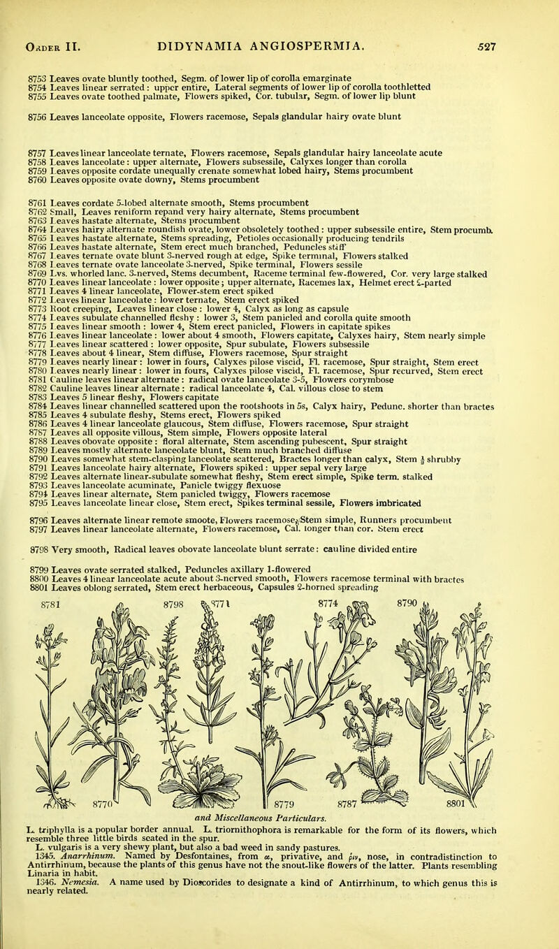 8753 Leaves ovate bluntly toothed, Segm. oflower lip of corolla emarginate 8754 Leaves linear serrated : upper entire, Lateral segments oflower lip of corolla toothletted 8755 Leaves ovate toothed palmate, Flowers spiked, Cor. tubular, Segm. oflower lip blunt 8756 Leaves lanceolate opposite, Flowers racemose, Sepals glandular hairy ovate blunt 8757 Leaves linear lanceolate ternate, Flowers racemose, Sepals glandular hairy lanceolate acute 8758 Leaves lanceolate: upper alternate, Flowers subsessile, Calyxes longer than corolla 8759 l eaves opposite cordate unequally crenate somewhat lobed hairy, Stems procumbent 8760 Leaves opposite ovate downy, Stems procumbent 8761 Leaves cordate 5-lobed alternate smooth, Stems procumbent 8762 Small, Leaves reniform repand very hairy alternate, Stems procumbent 8763 Leaves hastate alternate, Stems procumbent 8764 Leaves hairy alternate roundish ovate, lower obsoletely toothed: upper subsessile entire, Stem procumb. 87ii.5 I eaves hastate alternate, Stems spreading, Petioles occasionally producing tendrils 87iii> Leaves hastate alternate, Stem erect much branched, Peduncles stiff 8767 Leaves ternate ovate blunt 3-nerved rough at edge, Spike terminal, Flowers stalked 8768 Leaves ternate ovate lanceolate 3-nerved, Spike terminal, Flowers sessile 8769 Lvs. whorled lane. 3-nerved, Stems decumbent, Raceme terminal few-flowered, Cor. very large stalked 8770 Leaves linear lanceolate : lower opposite; upper alternate, Racemes lax, Helmet erect 2-parted 8771 Leaves 4 linear lanceolate, Flower-stem erect spiked 8772 Leaves linear lanceolate : lower ternate, Stem erect spiked 8773 Hoot creeping, Leaves linear close: lower 4, Calyx as long as capsule 8774 Leaves subulate channelled fleshy : lower 3, Stem panicled and corolla quite smooth 8775 Leaves linear smooth : lower 4, Stem erect panicled, Flowers in capitate spikes 8776 Leaves linear lanceolate : lower about 4 smooth. Flowers capitate, Calyxes hairy, Stem nearly simple 8777 Leaves linear scattered : lower opposite, Spur subulate, Flowers subsessile 8778 Leaves about 4 linear, Stem diffuse, Flowers racemose, Spur straight 8779 Leaves nearly linear : lower in fours, Calyxes pilose viscid, Fl. racemose, Spur straight, Stem erect 8780 Leaves nearly linear: lower in fours, Calyxes pilose viscid, Fl. racemose, Spur recurved, Stem erect 8781 Cauline leaves linear alternate: radical ovate lanceolate 3-5, Flowers corymbose 8782 Cauline leaves linear alternate: radical lanceolate 4, Cal. villous close to stem 8783 Leaves 5 linear fleshy, Flowers capitate 8784 Leaves linear channelled scattered upon the rootshoots in 5s, Calyx hairy, Pedunc. shorter than bractes 8785 Leaves 4 subulate fleshy, Stems erect, Flowers spiked 8786 Leaves 4 linear lanceolate glaucous, Stem diffuse, Flowers racemose, Spur straight 8787 Leaves all opposite villous, Stem simple, Flowers opposite lateral 8788 Leaves obovate opposite : floral alternate, Stem ascending pubescent. Spur straight 8789 Leaves mostly alternate lanceolate blunt, Stem much branched diffuse 8790 Leaves somewhat stem-clasping lanceolate scattered, Bractes longer than calyx, Stem i shrubby 8791 Leaves lanceolate hairy alternate, Flowers spiked: upper sepal very large 8792 Leaves alternate linear-subulate somewhat fleshy, Stem erect simple, Spike term, stalked 8793 Leaves lanceolate acuminate, Panicle twiggy flexuose 8794 Leaves linear alternate, Stem panicled twiggy, Flowers racemose 8795 Leaves lanceolate linear close, Stem erect, Spikes terminal sessile, Flowers imbricated 8796 Leaves alternate linear remote smoote, Flowers racemose,-. Stem simple, Runners procumbent 8797 Leaves linear lanceolate alternate, Flowers racemose, Cal. longer than cor. Stem erect 8798 Very smooth, Radical leaves obovate lanceolate blunt serrate: cauline divided entire 8799 Leaves ovate serrated stalked, Peduncles axillary 1-flowercd 8800 Leaves 4 linear lanceolate acute about 3-nerved smooth, Flowers racemose terminal with bractes 8801 Leaves oblong serrated, Stem erect herbaceous, Capsules 2-horned spreading L triphylla is a popular border annuaL L. triornithophora is remarkable for the form of its flowers, which resemble three little birds seated in the spur. L. vulgaris is a very shewy plant, but also a bad weed in sandy pastures. 1345. Antirrhinum. Named by Desfontaines, from «, privative, and pn, nose, in contradistinction to Antirrhinum, because the plants of this genus have not the snout-like flowers of the latter. Plants resembling Linaria in habit. 1346. Nemesia. A name used by Dioscorides to designate a kind of Antirrhinum, to which genus this is nearly related. flHreS II 8779 and Miscellaneous Particulars.