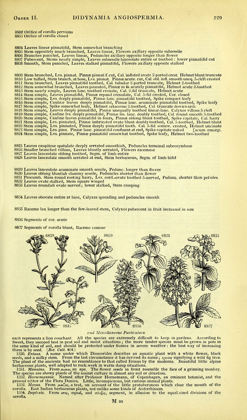 8802 Orifice of corolla pervious 8803 Orifice of corolla closed 8804 Leaves linear pinnatifid, Stem somewhat branching 8805 Stem oppositely much branched, Leaves linear, Flowers axillary opposite subsessile 8806 Branches panicled, Leaves linear, Peduncles axillary opposite longer than flower 8807 Pubescent, Stems nearly simple, Leaves subsessile lanceolate entire or toothed : lower pinnatifid cut 8808 Smooth, Stem panicled, Leaves stalked pinnatifid, Flowers axillary opposite stalked 8809 Stem branched, Lvs. pinnat. Pinna? pinnatif. cut, Cal. inflated ovate 2-parted crest. Helmet blunt truncate 881(1 Low tufted, Stem branch, at base, Lvs. pinnat. Pinna; acute, cut, Cal. obL infl. smooth uneq. 5-cle'ft crested 8811 Stem branched, Leaves pinnatifid toothed, Cal. tubular 2-parted truncate, Helmet 2-toothed 8812 Stem somewhat branched, Leaves pinnated, Pinna? in 4s acutely pinnatifid, Helmet acute 2-toothed 8813 Stem nearly simple, Leaves lane, toothed crenate, Cal. 2-fid truncate, Helmet acute 8814 Stem simple, Leaves pinnatifid, Pinna? repand crenulate, Cal. 5-fid crested, Cor. closed 8815 Stem simple, Lvs. deeply pinnatifid, Pinna-lane, pinnatifid toothed, Spike compact leafy 8816 Stem simple, Cauline leaves deeply pinnatifid, Pinna? lane, acuminate pinnatifid toothed, Spike leafy 8817 Stem simple, Spike somewhat leafy, Helmet setaceous 2-toothed, Cal. truncate downwards 8818 Stem simple, Leaves deeply pinnatifid, Pinna? unequally toothed linear-lanc. Calyxes villous 5-cleft 8819 Stem simple, Cauline lvs. deeply pinnatifid, Pinna? lin. lane, doubly toothed, Cal. round smooth 5-toothed 8S20 Stem simple, Cauline leaves pinnatifid in fours, Pinna? oblong blunt toothed, Spike capitate, Cal. hairy 8821 Stem simple, Lvs. pinnated, Pinna? imbricated ovate blunt doubly toothed, Cal. 5-toothed, Helmet blunt 8822 Stem simple, Lvs. pinnated, Pinna? deeply pinnatifid tooth. Cal. 5-fid somew. crested, Helmet uncinate 8823 Stem simple, Lvs. pinn. Pinna? lane, pinnatifid confluent at end, Spike capitate naked [acum. emargi. 8824 Stem simple, Lvs. pinnate, Pinna? pinnatifid somewhat toothed, Spike leafy, Helmet two-toothed 8825 Leaves ca?spitose spatulate deeply serrated smoothish, Peduncles terminal subcorymbose 8826 Smaller branched villous, Leaves bluntly serrated, Flowers racemose 8827 Leaves lanceolate oblong toothed, Segm. of limb entire 8828 Leaves lanceolate smooth serrated at end, Stem herbaceous, Segm. of limb bifid 8829 Leaves lanceolate acuminate smooth sessile, Pedunc. longer than flower 8830 Leaves oblong bluntish clammy sessile, Peduncles shorter than flower 8831 Procumb. Stem round rooting hairy, Lvs. corri.-ovate toothed 5-nerved, Pedunc. shorter than petioles 8832 Leaves ovate stalked, Stem square winged 8833 Leaves roundish ovate nerved; lower stalked, Stem creeping 8834 Leaves obovate entire at base, Calyxes spreading and peduncles smooth 8835 Raceme lax longer than the few-leaved stem, Calyxes pubescent in fruit increased in size 8836 Segments of cor. acute 8837 Segments of corolla blunt, Raceme comose and Miscellaneous Particulars. each represents a lion couchant. All the species are extremely difficult to keep in gardens. According to Sweet, they succeed best in peat soil and moist situations ; the more tender species must be grown in pots in the same kind of soil, and should be protected under frames in severe weather : the best way of increasing them is by seed. (Bot. Cult. 404.) 1350. Erinus. A name under which Dioscorides describes an aquatic plant with a white flower, black seeds, and a milky stem. From the last circumstance it has derived its name; tenets signifying a wild fig tree. The plant of the ancients had no resemblance to that called Erinus by the moderns. Beautiful little alpine herbaceous plants, well adapted to rock-work in warm damp situations. 1351. Mimulus. From fu/ta, an ape. The flower seeds in front resemble the face of a grinning monkey. The species are showy plants of the easiest culture in almost any soil or situation. 1352. Hornemannia. Named after Professor Hornemann, of Copenhagen, an eminent botanist, and the present editor of the Flora Danica. Little, inconspicuous, but curious annual plants. 1352. Mazus. From petZoi, a teat, on account of the little protuberances which close the mouth of the corolla. East Indian herbaceous plants, not unlike some kinds of Antirrhinum. 1354. Isoplexis. From im, equal, and !rX£|if, segment, in allusion to the equal-sized divisions of the corolla. M m