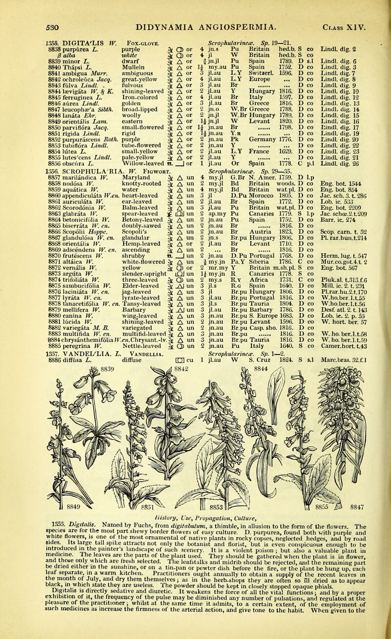 1355. DIGITA'LIS W. Fox-glove. 8838 purpurea L. purple ^ O or /3 alba white ^ Q) or 8839 minor L. dwarf ^ A or 8840 Thapsi L. Mullein 4 A or 8841 aroblgua Murr. ambiguous ^ A or 8842 ochrolefica Jacq. great-yellow ^ A or 8843 f61va Lindl. . fulvous ^ A or 8844 laevigata W. $f K. shining-leaved 4 A or 8845 ferruginea L. Iron-colored ^ A or 8846 aurea Lindl. golden A or 8847 leucophaKa Sibth. broad-lipped ^ A or 88481anata Ehr. woolly ^ A or 8849 orientals Lam. eastern J A of 8850 parviflora Jacq. small-flowered ^ A or 8851 rigida Lindl. rigid ^ A or 8852 purpurascens Roth, purple ^ A or 8853 tubiflora Lindl. tube-flowered ^ A or 8854 lutea L. small-yellow ^ A or 8855 lutes'cens Lindl. pale-yellow ^ A or 8856 obscnra L. Willow-leaved a. | or 1356. SCROPHULARIA. W. Fiqwobt. 8857 marilandica W. Maryland Jfc 8858 nodosa W. knotty-rooted ^ 8859 aquatica W. water ^ 8860 appendicular^ W.en. heart-leaved jfc 8861 auriculata W. 8862 Scorodonia W. 8863glabrata W. 8864 betonicifolia W. 8865 biserrata W. en. 8866 Scopolii Hoppe. 8867 glandulosa W. en. 8868 orientalis W. 8869 adscendens W. en. 8870 frutescens W. 8871 altaica W. 8872 vemalis W. 8873arguta W. 8874 trifoliata W. 8875 sambucifolia W. 8876 laciniata W. en. 8877 lyrata W. en. ear-leaved Balm-leaved ^£ spear-leaved Betony-leaved ^ doubly-sawed ^ Scopoli's 5 glandular ^ Hemp-leaved ^ ascending ^ shrubby a. white-flowered yellow ^ slender-upright three-leaved ^ Elder-leaved jag-leaved lyrate-leaved 878 t'anacetifolia W. en. Tansy-leaved 8879 mellifera W. Barbary 8880 ranuia W. wing-leaved 8881 lucida W. shini'ng-leaved ^ 8882 variegata M. B. variegated ^ 8883 multifida IV. en. multifid-leaved ^ 8884chrysanthemif61ialf'.fn.Chrysant.-lv.^ 8885 peregrSna W. Nettle-leaved ^ 1357. VANDEI/LIA. L. Vandellia. i diffusa L. diffuse A un A un A un A «n A un A un OJ un A un A un A un A un A or A un I un A un O or iQI un Q) un Al un A un A un A un Al un A un A un A un A un A un Q) un rm cu ScrophularinecB. Sp. 19—21. 4 jn.s Pu Britain hed.b. 4 jl W Britain hed.b. fjn.jl Pu Spain 1789. 1| my.au Pu Spain 1752. 3 jl.au L.Y Switaerl. 1596. 4 jl.au L.Y Europe 3 jl.au Br 2 jl.au Y Hungary 1816. 4 jl.au Br Italy 1597. 3 jl.au Br Greece 1816. 2 jn.o W.Br Greece 1788. 2 jn.jl W.Br Hungary 1789. lijn.jl W Levant 1820. 11 jn.au Br 1798. lljn.au Y.B 2 jn.au Pk Germany 1776. 2 jn.au Y 2 jl.au L.Y France 1629. 2 jl.au Y 1 jl.au Or Spain 1778. ScrophularinetE. Sp. 29—35. 4 my.jl G.Br N. Amer. 1759. 2 my.jl Bd Britain woods. 4 my.jl Bd Britain wat.pl. 3 jl D.Pu Morocco 1805. 2 jl.au Br Spain 1772. 3 jLau Pu Britain wat.pl. 2 ap.my Pu Canaries 1779. 2 jn.au Pu Spain 1752. 2 jn.au Br 1816. 2 jn.au Br Austria 1823. 2 jn.s Br.pu Hungary 1806. 2 jl.au Br Levant 1710. 2 ... Br 1816. 2 jn.au D.Pu Portugal 1768. imy.jn Pa.Y Siberia 1786. 2 mr.my Y Britain rn.sh.pl. 11 my.jn R Canaries 1778. 2 my.s R.Y Africa 1731. 3 jl.s Ro Spain 1640. 3 jl Br.pu Hungary 1806. 3 jl.au Br.pu Portugal 1816. 3 jl.s Br.pu Tauria 1804. 3 jl.au Br.pu Barbary 1786. 3 jn.au Br.pu S. Europe 1683. 2 jn.au Br.pu Levant 1596. 2 jn.au Br.pu Casp. sho. 1816. 3 jn.au Br.pu 1816. 3 jn.au Br.pu Tauria 1816. 2 jn.au Pu Italy 1640. Scrophu/arinece. Sp. 1—2. 1 jl.au W S. Cruz 1824. 8844 St S co S co D s.l D co D co D co D co D co D co D co D co D co D co D co D co D co D co D co D co C p.l D Lp D co D co D co D co D co S l.p D co D co D co D co D co D co D co C co S co S co C co D co D co D co D co D co D co D co D co D co D co S co Lindl. dig. 2 Lindl. Lindl. Lindl. Lindl. I,null. Lindl. Lindl. Lindl. Lindl. Lindl. Lindl. Lindl. Lindl. Lindl Lindl. Lindl. LindL Lindl. dig. 6 dig. 3 dig. 7 dig. 8 dig. 9 dig. 10 dig. 12 dig. 13 dig. 14 dig. 15 dig. 16 dig. 17 dig. 19 dig. 20 dig. 22 dig. 23 dig. 21 dig. 26 Eng. bot. 1544 Eng. bot. 854 Jac. sch. 3. t. 286 Lob. ic. 533 Eng. bot. 2209 Jac. schce.2.t.209 Barr. ic. 271 Scop. cam. t. 32 PI. rar.hun.t.214 Herm. lug. t. 547 Mur.co.got.4.t. 2 Eng. bot. 567 Pluk.al. t.313.f,6 MilL ic. 2. t. 23-1 Pl.rar.hu.2.t.l70 W.ho.ber.l.t.55 W.ho.ber.l.t.56 Desf. atl. 2.1.143 Lob. ie. 2. p. 55 W. hort. ber. 57 W. ho. ber.l.t.58 W. ho. ber.l.t.59 Camer.hort.t.43 S s.l Marc.bras. 32.f.l History, Use, Propagation, Culture, 1355. Digitalis. Named by Fuchs, from digitabulum, a thimble, in allusion to the form of the flowers. The epecies are tor the most part shewy border flowers of easy culture. D. purpurea, found both with purple and white flowers, is one of the most ornamental of native plants in rocky copses, neglected hedges, and by road and those only which are iresh selected. The leafstalks and midrib should be rejected, and the remaining part be dr:ed either in the sunshine, or on a tin-pan or pewter dish before the fire, or the plant be hung up. each leat separate in a warm kitchen. Practitioners ought annually to obtain a supply of the recent leaves in the month of July, and dry them themselves ; as in the herb-shops they are often so ill dried as to appear black, in which state they are useless. The powder should be kept in closely stopped opaque phials. Digitalis is directly sedative and diuretic. It weakens the force of all the vital functions; and by a proper exhibition of it, the frequency of the pulse may be diminished any number of pulsations, and regulated at the pleasure of the practitioner; whilst at the same time it admits, to a certain extent, of the employment of such medicines as increase the firmness of the arterial action, and give tone to the habit. When given to the