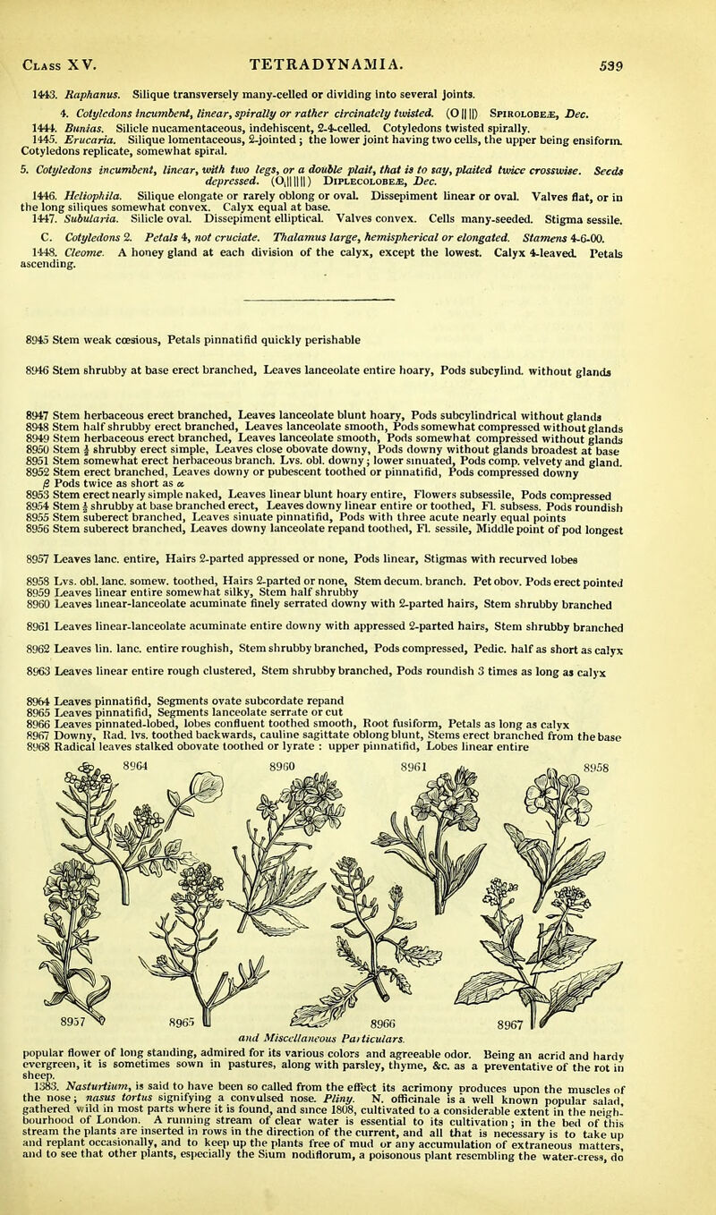 1443. Raphanus. Silique transversely many-celled or dividing into several Joints. 4. Cotyledons incumbent, linear, spirally or rather circinately twisted. (0||||) Spirolobejs, Dec. 1444. Bunias. Silicle nucamentaceous, indehiscent, 2-4-celled. Cotyledons twisted spirally. 1445. Erucaria. Silique lomentaceous, 2-jointed j the lower joint having two cells, the upper being ensiform. Cotyledons replicate, somewhat spiral. 5. Cotyledons incumbent, linear, with two legs, or a double plait, that is to say, plaited twice crosswise. Seeds depressed. (OJIHH) Diplecolobe>£, Dec. 1446. Hcliopkila. Silique elongate or rarely oblong or ovaL Dissepiment linear or oval. Valves flat, or in the long siliques somewhat convex. Calyx equal at base. 1447. Subutaria. Silicle oval. Dissepiment elliptical. Valves convex. Cells many-seeded. Stigma sessile. C. Cotyledons 2. Petals i, not cruciate. Thalamus large, hemispherical or elongated. Stamens 4-6-00. 1448. Cleome. A honey gland at each division of the calyx, except the lowest. Calyx 4-Ieaved. Petals ascending. 81)45 Stem weak ccesious, Petals pinnatifid quickly perishable 8946 Stem shrubby at base erect branched, Leaves lanceolate entire hoary, Pods subcylind. without glands 8947 Stem herbaceous erect branched, Leaves lanceolate blunt hoary, Pods subcylindrical without glands 8948 Stem half shrubby erect branched, Leaves lanceolate smooth, Pods somewhat compressed without glands 8949 Stem herbaceous erect branched, Leaves lanceolate smooth, Pods somewhat compressed without glands 8950 Stem \ shrubby erect simple, Leaves close obovate downy, Pods downy without glands broadest at base 8951 Stem somewhat erect herbaceous branch. Lvs. obi. downy; lower sinuated, Pods comp. velvety and gland. 8952 Stem erect branched, Leaves downy or pubescent toothed or pinnatifid, Pods compressed downy /2 Pods twice as short as a 8953 Stem erect nearly simple naked, Leaves linear blunt hoary entire, Flowers subsessile, Pods compressed 8954 Stem a shrubby at base branched erect, Leaves downy linear entire or toothed, Fl. subsess. Pods roundish 8955 Stem suberect branched, Leaves sinuate pinnatifid, Pods with three acute nearly equal points 8956 Stem suberect branched, Leaves downy lanceolate repand toothed, Fl. sessile, Middle point of pod longest 8957 Leaves lane, entire, Hairs 2-parted appressed or none, Pods linear, Stigmas with recurved lobes 8958 Lvs. obi. lane, somew. toothed, Hairs 2-parted or none, Stem decum. branch. Pet obov. Pods erect pointed 8959 Leaves linear entire somewhat silky, Stem half shrubby 8960 Leaves linear-lanceolate acuminate finely serrated downy with 2-parted hairs, Stem shrubby branched 8961 Leaves linear-lanceolate acuminate entire downy with appressed 2-parted hairs, Stem shrubby branched 8962 Leaves lin. lane, entire roughish, Stem shrubby branched, Pods compressed, Pedic. half as short as calyx 8963 Leaves linear entire rough clustered, Stem shrubby branched, Pods roundish 3 times as long as calyx 8964 Leaves pinnatifid, Segments ovate subcordate repand 8965 Leaves pinnatifid, Segments lanceolate serrate or cut 8966 Leaves pinnated-lobed, lobes confluent toothed smooth, Root fusiform, Petals as long as calyx 8967 Downy, Had. lvs. toothed backwards, cauline sagittate oblong blunt, Stems erect branched from the base 8968 Radical leaves stalked obovate toothed or lyrate : upper pinnatifid, Lobes linear entire and Miscellaneous Particulars. popular flower of long standing, admired for its various colors and agreeable odor. Being an acrid and hardy evergreen, it is sometimes sown in pastures, along with parsley, thyme, &c. as a preventative of the rot in sheep. 1383. Nasturtium, is said to have been so called from the effect its acrimony produces upon the muscles of the nose; nasus tortus signifying a convulsed nose. Pliny. N. officinale is a well known popular salad gathered wild in most parts where it is found, and since 1808, cultivated to a considerable extent in the neigh- bourhood of London. A running stream of clear water is essential to its cultivation; in the bed of this stream the plants are inserted in rows in the direction of the current, and all that is necessary is to take up and replant occasionally, and to keep up the plants free of mud or any accumulation of extraneous matters and to see that other plants, especially the Sium nodiflorum, a poisonous plant resembling the water-cress do