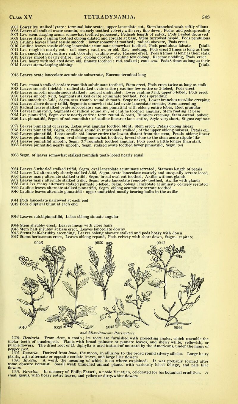 9005 Lower lvs. stalked lyrate: terminal lobe ovate; upper lanceolate cut, Stem branched weak softly villous 9006 Leaves all stalked ovate acumin. coarsely toothed velvety with very fine down, Pedic. and pods spreading 9007 Lvs. stem-clasping acum. somewhat toothed pubescent, Pedicels length of calyx, Pods 1-sided decurved 9008 Leaves stem-clasping toothed oblong dilated and cordate at base, Stem furrowed hispid, Pods pendulous 9009 Cauline leaves linear sessile smooth : lower somewhat toothed; radical obovate, Pods erect 9010 Cauline leaves sessile oblong lanceolate acuminate somewhat toothed, Pods pendulous falcate [stalk 9011 Lvs. roughish nearly ent.: rad. obov.; caul. ov. or obi. Rac. nodding, Pods erect 3 times as long as their 9012 Lvs. smooth nearly entire: rad. obovate; cauline ovate, Raceme erect, Pods 4 times as long as their stalk 9013 Leaves smooth nearly entire: rad. oblong obovate; cauline few oblong, Raceme nodding, Pods, erect 9014 Lvs. hoary with stellated down obi. sinuate toothed : rad. stalked ; caul. sess. Pods8 times as long as their 9015 Leaves stem-clasping shining [stalk 9016 Leaves ovate lanceolate acuminate subserrate, Raceme terminal long 9017 Lvs. smooth stalked cordate roundish subsinuate toothed, Stem erect, Pods erect twice as long as stalk 9018 Leaves smooth thickish : radical stalked ovate entire; cauline few entire or 3-lobed, Pods erect 9019 Leaves smooth membranous stalked : radical undivided ; lower cauline 3-fid, upper 5-lobed, Pods erect 9020 Leaves smooth 3-fid, Segments stalked ovate acuminate toothed, Pods spreading 9021 Lvs. smoothish 3-fid, Segm. sess. rhomb, roundish tooth. Scape naked, Lower branches root-like creeping 9022 Leaves above downy trifid, Segments somewhat stalked ovate lanceolate crenate, Stem ascending 9023 Radical leaves stalked ovate subcordate : cauline pinnatifid with oblong entire lobes, Root granular 9024 Leaves pinnatifid, Segments of radical roundish ; of cauline toothed angular, Stem rooting at base 9025 Lvs. pinnntifid, Segm. ovate nearly entire: term, round. 3-lobed, Runners creeping, Stem ascend, pubesc. 9026 Lvs. pinnatifid, Segm. of rad. roundish : of cauline linear or lane, entire, Style very short, Stigma capitate 9027 Leaves pinnatifid or lyrate, Lobes oval angular toothed blunt, Stem erect, Petals oblong linear 9028 Leaves pinnatifid, Segm. of radical roundish mucronate stalked, of the upper oblong subsess. Petals obi. 9029 Leaves pinnatifid, Lobes sessile obi. linear entire the lowest distant from the stem, Petals oblong linear 9030 Leaves pinnatifid, Segm. oval oblong somewhat toothed, lowest close to the stem acute stipule-like 9031 Leaves pinnatifid smooth, Segm. 3-7 roundish toothed angular, Pods erect a little longer than stalk 9033 Leaves pinnatifid nearly smooth, Segm. stalked ovate toothed lower pinnatifid, Segm. 3-4 9033 Segm. of leaves somewhat stalked roundish tooth-lobed nearly equal 9034 Leaves 3 whorled stalked trifid, Segm. oval lanceolate acuminate serrated, Stamens length of petals 9035 Leaves 1-2 alternately shortly stalked 3-fid, Segm. ovate lanceolate coarsely and unequally serrate lohed 9036 Leaves many alternate stalked trifid, Segm. broad oval cut toothed, Axilla; without glands 9937 Leaves many alternate stalked trifid, Segm. ovate-lanceolate remotely toothed, Axilla; with glands 9038 Caul. lvs. many alternate stalked palmate 5-lobed, Segm. oblong lanceolate acuminate coarsely serrated 9039 Cauline leaves alternate stalked pinnatifid, Segm. oblong acuminate serrate toothed 9040 Cauline leaves alternate pinnatifid: upper undivided mostly bearing bulbs in the axillae 9041 Pods lanceolate narrowed at each end 9042 Pods elliptical blunt at each end 9043 Leaves sub-bipinnatifid, Lobes oblong sinuate angular 9044 Stem shrubby erect, Leaves linear with close hairs 9045 Stem half-shrubby at base erect, Leaves lanceolate downy 9046 Stems half-shrubby ascending, Leaves oblong obovate stalked and pods hoary with down 9047 Stems herbaceous erect. Leaves oblong repand, Pods velvety with short down. Stigma capitate and Miscellaneous Particulars. 1394. Dentaria. From dens, a tooth ; its roots are furnished with projecting angles, which resemble the molar teeth of quadrupeds. Plants with broad palmate or pinnate leaves, and shewy white, yellowish, or purple flowers. The dried root of D. diphylla is used instead of mustard by the Americans, under the name of pepper root. 1395. Lunaria. Derived from luna, the moon, in allusion to the broad round silvery silicles. Large hairv plants, with alternate or opposite cordate leaves, and large lilac flowers. 1396. Ricotia. A word, the meaning of which is no where explained. It was probably formed after some obscure botanist. Small weak branched annual plants, with variously lobed foliage, and pale lilac flowers. 1397. Farsetia. In memory of Philip Farseti, a noble Venetian, celebrated for his botanical erudition. A small genus, with hoary entire leaves, and yellow or dirty-white flowers.