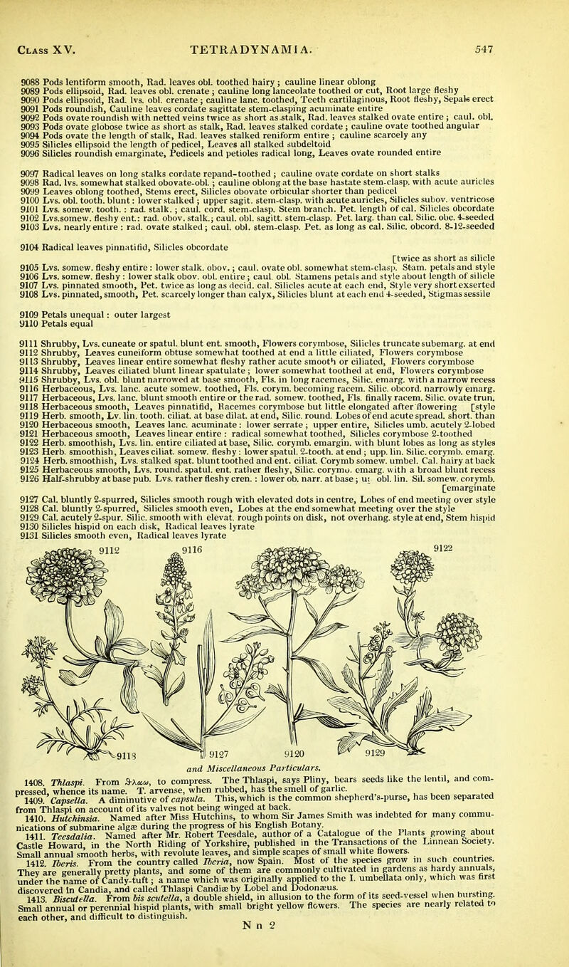 9088 Pods lentiform smooth, Rad. leaves obi. toothed hairy ; cauline linear oblong 9089 Pods ellipsoid, Rad. leaves obi. crenate; cauline long lanceolate toothed or cut, Root large fleshy 9090 Pods ellipsoid, Rad. lvs. obi. crenate; cauline lane, toothed, Teeth cartilaginous, Root fleshy, Sepals erect 9091 Pods roundish, Cauline leaves cordate sagittate stem-clasping acuminate entire 9092 Pods ovate roundish with netted veins twice as short as .stalk, Rad. leaves stalked ovate entire ; caul. obi. 9093 Pods ovate globose twice as short as stalk, Rad. leaves stalked cordate ; cauline ovate toothed angular 9094 Pods ovate the length of stalk, Rad. leaves stalked reniform entire ; cauline scarcely any 9095 Silicles ellipsoid the length of pedicel, Leaves all stalked subdeltoid 9096 Silicles roundish emarginate, Pedicels and petioles radical long, Leaves ovate rounded entire 9097 Radical leaves on long stalks cordate repand-toothed ; cauline ovate cordate on short stalks 9098 Rad. lvs. somewhat stalked obovate-obl.; cauline oblong at the base hastate stem-clasp, with acute auricles 90i)9 Leaves oblong toothed, Stems erect, Silicles obovate orbicular shorter than pedicel 9100 Lvs. obi. tooth, blunt: lower stalked ; upper sagit. stem-clasp, with acute auricles, Silicles subov. ventricose 9101 Lvs. somew. tooth.: rad. stalk.; caul. cord, stem-clasp. Stem branch. Pet. length of cal. Silicles obcordate 9102 Lvs.somew. fleshy ent.: rad. obov. stalk.; caul. obi. sagitt. stem-clasp. Pet. larg. than cal. Silic. obc. 4-seeded 9103 Lvs. nearly entire : rad. ovate stalked; caul. obi. stem-clasp. Pet. as long as cal. Silic. obcord. 8-12-seeded 9104 Radical leaves pinnatifid, Silicles obcordate [twice as short as silicle 9105 Lvs. somew. fleshy entire : lower stalk, obov.; caul, ovate obi. somewhat stem-clasp. St-am. petals and style 9106 Lvs. somew. fleshy : lower stalk obov. obi. entire; caul obi. Stamens petals and style about length of silicle 9107 Lvs. pinnated smooth, Pet. twice as long as decid. cal. Silicles acute at each end, Style very short exscrted 9108 Lvs. pinnated, smooth, Pet. scarcely longer than calyx, Silicles blunt at each end 4-seeded, Stigmas sessile 9109 Petals unequal : outer largest U110 Petals equal 9111 Shrubby, Lvs. cuneate orspatul. blunt ent. smooth, Flowers corymbose, Silicles truncate subemarg. at end 9112 Shrubby, Leaves cuneiform obtuse somewhat toothed at end a little ciliated, Flowers corymbose 9113 Shrubby, Leaves linear entire somewhat fleshy rather acute smooth or ciliated, Flowers corymbose 9114 Shrubby, Leaves ciliated blunt linear spatulate; lower somewhat toothed at end, Flowers corymbose 9115 Shrubby, Lvs. obi. blunt narrowed at base smooth, Fls. in long racemes, Silic. emarg. with a narrow recess 9116 Herbaceous, Lvs. lane, acute somew. toothed, Fls. corym. becoming racem. Silic. obcord. narrowly emarg. 9117 Herbaceous, Lvs. lane, blunt smooth entire or the rad. somew. toothed, Fls. finally racem. Silic. ovate trun. 9118 Herbaceous smooth, Leaves pinnatifid, Racemes corymbose but little elongated after flowering [style 9119 Herb, smooth, Lv. lin. tooth, ciliat. at base dilat. at end, Silic. round. Lobes of end acute spread, short, than 9120 Herbaceous smooth, Leaves lane, acuminate: lower serrate ; upper entire, Silicles umb. acutely 2-lobed 9121 Herbaceous smooth, Leaves linear entire : radical somewhat toothed, Silicles corymbose 2-tootlied 9122 Herb, smoothish, Lvs. lin. entire ciliated at base, Silic. corymb, emargin. with blunt lobes as long as styles 9123 Herb, smoothish, Leaves ciliat. somew. fleshy : lower spatul. 2-tooth. at end ; upp. lin. Silic. corymb, emarg. 9124 Herb, smoothish, Lvs. stalked spat, blunt toothed and ent. ciliat. Corymb somew. umbel. Cal. hairy at back 9125 Herbaceous smooth, Lvs. round, spatul. ent. rather fleshy, Silic. corymu. emarg. with a broad blunt recess 9126 Half-shrubby at base pub. Lvs. rather fleshy cren.: lower ob. narr. at base; u: obi. lin. Sil. somew. corymb. [emarginate 9127 Cal. bluntly 2-spurred, Silicles smooth rough with elevated dots in centre, Lobes of end meeting over style 9128 Cal. bluntly 2-spurred, Silicles smooth even, Lobes at the end somewhat meeting over the style 9129 Cal. acutely 2-spur. Silic. smooth with elevat. rough points on disk, not overhang, style at end, Stem hispid 9130 Silicles hispid on each disk, Radical leaves lyrate 9131 Silicles smooth even, Radical leaves lyrate 9122 and Miscellaneous Particulars. 1408 Thlaspi From 3-X«w, to compress. The Thlaspi, says Pliny, bears seeds like the lentil, and com- pressed, whence its name. T. arvense, when rubbed, has the smell of garlic. 1409. Capsella. A diminutive of capsula. This, which is the common shepherd's-purse, has been separated from Thlaspi on account of its valves not being winged at back. . 1410. Hutchinsia. Named after Miss Hutchins, to whom Sir James Smith was indebted for many commu- nications of submarine alga? during the progress of his English Botany 1411 Teesdalia Named after Mr. Robert Teesdale, author of a Catalogue of the Plants growing about Castle' Howard in the North Riding of Yorkshire, published in the Transactions of the Linnean Society. Small annual smooth herbs, with revolute leaves, and simple scapes of small white flowers. 1412 Iberis From the country called Iberia, now Spain. Most of the species grow m such countries. Thev are generally pretty plants, and some of them are commonly cultivated in gardens as hardy annuals under the name of Candy-tuft; a name which was originally applied to the I. umbellata only, which was first discovered In Candia, and called Thlaspi Candia? by Lobel and Dodonaeus. ■ 1413 Biscutella. From bis scutella, a double shield, in allusion to the form of its seed-vessel when bursting. ii ' „i „„,o^r,i!,i h{=r.\A nlantc with small hrisht vellow flowers. The species are nearly relateU to Small annual or perennial hispid plants, with small bright yellow flowers, each other, and difficult to distinguish. N n 2