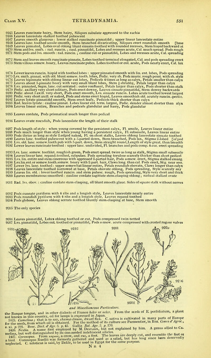 9165 Leaves runcinate hairy, Stem hairy, Siliques subulate appressed to the rachis 9166 Leaves lanceolate stalked toothed pubescent 9167 Leaves smooth glaucous: lower stalked runcinate pinnatifid ; upper linear lanceolate entire 9168 Leaves lane, toothed sessile smooth, Stem branched divaricating, Siliques erect roundish smooth [base 9169 Leaves pinnated, Lobes oval oblong blunt sinuate-toothed with rounded recesses, Stem hispid backward at 9170 Stem andlvs. smth.: rad. runcin.; caul, pinnatifid, Lobes and recesses acute, Cal. much spread. Pods rough 9171 Stem pods and lvs. smooth : rad. runcin.; cauline cut or pinnatifid, Lobes and recesses acute, Cal. spreading 9172 Stem and leaves smooth runcinate pinnate, Lobes toothed terminal elongated, CaL and pods spreading erect 9173 Stem villous somew. hoary, Leaves runcinate pubes. Lobes toothed or ent. acute, Pods nearly erect, Cal. lax 9174 Lower leaves runcin. hispid with toothed lobes: upper pinnated smooth with lin. ent. lobes, Pods spreading 9175 Lvs. smth. pinnat. with obi. blunt somew. tooth, lobes, Pedic. very sh. Pods muric. rough point, with sh. style 9176 Leaves bipinnate with oblong linear cut lobes, Pedicels 4 times as long as calyx, Petals smaller than calyx 9177 Leaves about 3-pinnate hoary with very small blunt lobes, Stem | shrubby, Petals larger than calyx 9178 Lvs. pinnated, Segm. lane, cut serrated : outer confluent, Petals larger than calyx, Pods shorter than stalk 9179 Pedic. axillary very short solitary, Pods erect downy, Leaves sinuate pinnatifid, Stem downy backwards 9180 Pedic. about 3 axill. very short, Pods erect smooth, Lvs. sinuate runcin. Lobes acute toothed lowest largest 9181 Pedic. very short axill. or naked, Pods and stems erect hispid, Leaves smoothish obi. acutely runcin.-pectin. 9182 Leaves lyrate pinnatifid smooth, Stem erect leafy, Pedicels thick shorter than calyx 9183 Rad. leaves lyrate: cauline pinnat. Lobes linear ent. term, largest, Pedic. slender almost shorter than alyx 9184 Leaves linear entire, Branches and pedicels glandular and hairy, Pods glandular 9185 Leaves cordate, Pods prismatical much longer than pedicel 9186 Leaves ovate roundish, Pods lanceolate the length of their stalk 9187 Pods length of style: when young covered by the persistent calyx, Fl. sessile, Leaves linear entire 9188 Pods much longer than style when young having a persistent calyx, Fl. subsessile, Leaves linear entire 9189 Pods thrice as long as style 2-edged naked, Ft on short stalks, Leaves oblong lanceolate sinuate toothed 9190 Leaves lane, toothed pubescent with a 3-parted down, Stem branched, Pods lax, Stigma 2-lobed [of pod 9191 Lvs. obi. lane, somew.tooth.pub with 3-part. down, Stem straight round,Length of style great, than breadth 9192 Lower leaves runcinate toothed : upper lane, undivided, Fl. branches and pods comp. 4-cor. erect spreading 9193 Lvs. lane, somew. toothlet. roughish green, Pods erect spread, twice as long as stalk, Stigma small subsessile 9194 Leaves linear lane, repand-toothed, subpubes. Pods spreading torulose scarcely thicker than short pedicel 9195 Lvs. lin. entire and stem cinereous with appressed 2-parted hair, Pods somew. erect, Stigma stalked emarg. 9196 Lvs.lin.ent.or somew.tooth.somew. hoary with 2-part. hair, Claws long, than cal. Pods erect, Stig. near sess. 9197 Lower lvs. lane, toothed: upper somewhat linear entire, Petals roundish obovate, Claws longer than calyx 9198 Leaves lanceolate toothed narrowed at base, Petals obovate oblong, Pods spreading, Style scarcely any 9199 Leaves lin. obi. : lower toothed runcin. and stem pubesc. rough, Pods spreading, Style very short and thick 9200 Leaves membranous smoothed: cauline cordate sagittate stem-clasping oblong; radical stalked ovate 9201 Rad. lvs. obov. : cauline cordate stem-clasping, all blunt smooth glauc. Sides of square stalk without nerves 9202 Pods cuneate pyriform with 4 ribs and a longish style, Leaves lanceolate nearly entire 9203 Pods roundish pyriform with 4 ribs and a longish style, Leaves repand toothed 9204 Pods globose, Leaves oblong serrate toothed bluntly stem-clasping at base, Stem smooth 9205 The only species 9206 Leaves pinnatifid, Lobes oblong toothed or cut, Pods compressed twin netted 9207 Lvs. pinnatifid, Lobes ent. toothed or pinnatifid, Pods somew. acute compressed with crested rugose valves 9185 920j •u l^ss^ «yi9b 9202 and Miscellaneous Particulars. the Basque tongue, and in other dialects of France bcler or veler. From the seeds of E. perforatum, a plant not known in this country, oil for lamps is expressed in Japan. ...... cr UK CaZlina, that is to say, chamce-linum, dwarf flax. C. saliva is cultivated in many parts of Europe for the seeds from which oil is obtained. For the method of its culture see Parmentier, in Roz. Cows d Agnc, a xi r) 291 ' Bosc. Diet. d'Asr. 3. p. 45. Galliz Bot. Agr. 3. p. 170. . „■ , .„ n, 1426i Neslia A name first employed by M. Desvaux, but not explained by him. A genus allied to Ca- melina hut well distinguished by its one-seeded indehiscent sihcles. ■ . 1427 CvZcws From „», , a crow, and ™?, a foot. The leaves are deeply cut, and resemble the feet oi a bird' CoroiSs Ruellii wis formerly gathered and used as a salad, but has long since been deservedly nesrleeted C niloticus is said, by Delile, to be used in Egypt for the same purpose. N n 4