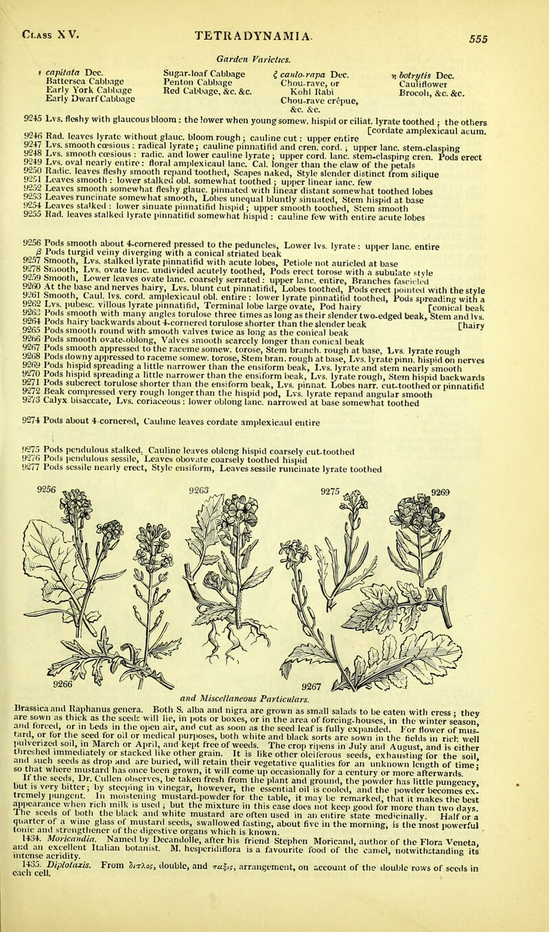 555 n botrytis Dec. Cauliflower Brocoli, &c. &c. 9245 9246 92+7 9248 9249 9250 9251 9252 9253 9254 9255 Garden Varieties. capitata Dec. Sugar-loaf Cabbage £ canlo-rapa Dec. Battcrsea Cabbage Penton Cabbage Chou-rave, or Early York Cabbage Red Cabbage, &c. &c. Kohl Kabi Early Dwarf Cabbage Chou-rave crepue, &c. &c. Lvs. fleshy with glaucous bloom: the lower when young somew. hispid or ciliat. lyrate toothed ; the others o j i , . , ,, . [cordate amplexicaul acum. Had. leaves lyrate without glauc. bloom rough ; cauline cut: upper entire Lvs. smooth co?sious: radical lyrate; cauline pinnatifid and cren. cord.; upper lane, stem-clasping Lvs. smooth coesious : radic. and lower cauline lyrate; upper cord. lane, stem-clasping cren Pods erect Lvs. oval nearly entire: floral amplexicaul lane. Cal. longer than the claw of the petals Radic. leaves fleshy smooth repand toothed, Scapes naked, Style slender distinct from silique Leaves smooth : lower stalked obi. somewhat toothed ; upper linear ianc. few Leaves smooth somewhat fleshy glauc. pinnated with linear distant somewhat toothed lobes Leaves runcinate somewhat smooth, Lobes unequal bluntly sinuated, Stem hispid at base Leaves stalked : lower sinuate pinnatifid hispid; upper smooth toothed, Stem smooth Mad. leaves stalked lyrate pinnatifid somewhat hispid : cauline few with entire acute lobes 9256 9257 9278 9259 92fi0 9261 9262 926;! 9264 9265 9266 9267 9268 9269 9270 9271 9272 9273 Pods smooth about 4-cornered pressed to the peduncles, Lower lvs. lyrate • upper lane entire Pods turgid veiny diverging with a conical striated beak Smooth, Lvs. stalked lyrate pinnatifid with acute lobes, Petiole not auricled at base Smooth, Lvs. ovate lane, undivided acutely toothed, Pods erect torose with a subulate <tvle Smooth, Lower leaves ovate lane, coarsely serrated: upper lane, entire, Branches fascicled At the base and nerves hairy, Lvs. blunt cut pinnatifid, Lobes toothed, Pods erect pointed with the style Smooth, Caul. lvs. cord, amplexicaul obi. entire : lower lyrate pinnatifid toothed, Pods spreading with a Lvs. pubesc. villous lyrate pinnatifid, Terminal lobe large ovate, Pod hairy [conical beak Pods smooth with many angles torulose three times as long as their slender two-edged beak, Stem and lvs Pods hairy backwards about 4-cornered torulose shorter than the slender beak rhairv Pods smooth round with smooth valves twice as long as the conical beak ■al. base, Lvs. lyrate rough s. lyrate pinn. hispid on nerves - and stem nearly smooth rods hispid spreading a little narrower than the ensiform beak, Lvs. lyrate rough, Stem hispid backwards Pods suberect torulose shorter than the ensiform beak, Lvs. pinnat. Lobes narr. cut-toothed or pinnatifid Beak compressed very rough longer than the hispid pod, Lvs. lyrate repand angular smooth Calyx bisaccate, Lvs. coriaceous: lower oblong lane, narrowed at base somewhat toothed 9274 Pods about 4corncred, Cauline leaves cordate amplexicaul entire 9275 Pods pendulous stalked; Cauline leaves oblong hispid coarsely cut-toothed 9276 Poils pendulous sessile, Leaves obovate coarsely toothed hispid 9277 Pods sessile nearly erect, Style ensiform, Leaves sessile runcina filiate lyrate toothed 9256 and Miscellaneous Particulars. Brassica and Kaphanus genera. Both S. alba and nigra are grown as small salads to be eaten with cress • thev are sown as thick as the seeds will lie, in pots or boxes, or in the area of forcing-houses, in the winter season,  mus- well ... . . - - - - , ' « — » — .-- ».. lui^iiig-nuu.ito. ill till. IV iiik I iiei and forced, or m beds m the open air, and cut as soon as the seed leaf is fully expanded. For flower of tard, or lor the seed for oil or medical purposes, both white and black sorts arc sown in the fields in rich pulverised soil, in March or April, and kept free of weeds. The crop ripens in July and August, and is either threshed immediately or stacked like other grain. It is like other oleiferous seeds, exhausting for the soil and such seeds as drop and are buried, will retain their vegetative qualities for an unknown length of time - so that where mustard has once been grown, it will come up occasionally for a century or more afterwards ' It the seeds, Dr. Cullcn observes, be taken fresh from the plant and ground, the powder has little pungency but is very bitter; by steeping in vinegar, however, the essential oil is cooled, and the powder becomes ex trcmely pungent. In moistening mustard-powder for the table, it may be remarked, that it makes the best appearance when rich milk is used ; but the mixture in this case docs not keep good for more than two davs the seeds of both the black and white mustard are often used in an entire state medicinally Half or a quarter o! a wine glass ot mustard seeds, swallowed fasting, about five in the morning, is the most powerful tonic and strengthener ot the digestive organs which is known. 1434. Moficandia. Named by Decandolle, after his friend Stephen Moricand, author of the Flora Vencta and an excellent Italian botanist. M. hespcridiflora is a favourite food of the camel, notwithstanding its intense acridity. 6 CMhcc\\>'pl0la':'S' Fr°m S'tAoj' '1ouWc> and ra&< arrangement, on account of the double rows of seeds in