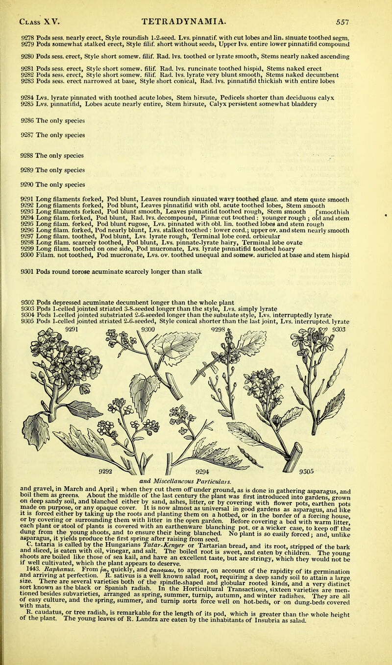 9278 Pods sess. nearly erect, Style roundish 1-2-seed. Lvs. pinnatif. with cut lobes and lin. sinuate toothed segm. 9279 Pods somewhat stalked erect, Style fllif. short without seeds, Upper lvs. entire lower pinnatifid compound 9280 Pods sess. erect, Style short somew. filif. Rad. lvs. toothed or lyrate smooth, Stems nearly naked ascending 9281 Pods sess. erect, Style short somew. filif. Rad. lvs. runcinate toothed hispid. Stems naked erect 9282 Pods sess. erect, Style short somew. filif. Rad. lvs. lyrate very blunt smooth, Stems naked decumbent 9283 Pods sess. erect narrowed at base, Style short conical, Rad. lvs. pinnatifid thickish with entire lobes 9284 Lvs. lyrate pinnated with toothed acute lobes, Stem hirsute, Pedicels shorter than deciduous calyx 9285 Lvs. pinnatifid, Lobes acute nearly entire, Stem hirsute, Calyx persistent somewhat bladdery 9286 The only species 9287 The only species 9288 The only species 9289 The only species 9290 The only species 9291 Long filaments forked, Pod blunt, Leaves roundish sinuated wavy toothed glauc. and stem quite smooth 9292 Long filaments forked, Pod blunt, Leaves pinnatifid with obi. acute toothed lobes, Stem smooth 9293 Long filaments forked, Pod blunt smooth, Leaves pinnatifid toothed rough, Stem smooth [smoothish 9294 Long filam. forked, Pod blunt, Rad. lvs. decompound, Pinna; cut toothed: younger rough ; old and stem 9295 Long filam. forked, Pod blunt rugose, Lvs. pinnated with obi. lin. toothed lobes and stem rough 9296 Long filam. forked, Pod nearly blunt, Lvs. stalked toothed: lower cord.; upper ov. and stem nearly smooth 9297 Long filam. toothed, Pod blunt, Lvs. lyrate rough, Terminal lobe cord, orbicular 9298 Long filam. scarcely toothed, Pod blunt, Lvs. pinnate-lyrate hairy, Terminal lobe ovate 9299 Long filam. toothed on one side, Pod mucronate, Lvs. lyrate pinnatifid toothed hoary 9300 Filam. not toothed, Pod mucronate, Lvs. ov. toothed unequal and somew. auriclcd at base and stem hispid 9301 Pods round torose acuminate scarcely longer than stalk 9302 Pods depressed acuminate decumbent longer than the whole plant 9303 Ppds 1-celled jointed striated 3-8-seeded longer than the style, Lvs. simply lyrate 9304 Pods 1-celled jointed substriated 2-6-seeded longer than the subulate style, Lvs. interruptedly lyrate 9305 Pods 1-celled jointed striated 2-6-seeded, Style conical shorter than the last joint, Lvs. interrupted, lyrate -f» - > 9.SC0 , 929S.S. —^7 and Miscellaneous Particulars. and gravel, in March and April; when they cut them off under ground, as is done in gathering asparagus and boil them as greens. About the middle of the last century the plant was first introduced into gardens' grown on deep sandy soil, and blanched either by sand, ashes, litter, or by covering with flower pots earthen pots made on purpose, or any opaque cover. It is now almost as universal in good gardens as asparagus and like it is forced either by taking up the roots and planting them on a hotbed, or in the border of a forcing house or by covering or surrounding them with litter in the open garden. Before covering a bed with warm litter* each plant or stool of plants is covered with an earthenware blanching pot, or a wicker case to keep off the dung from the young shoots, and to ensure their being blanched. No plant is so easily forced • and unlike asparagus, it yields produce the first spring after raising from seed. C. tataria is called by the Hungarians Tatar-Kenyer or Tartarian bread, and its root, stripped of the bark and sliced, is eaten with oil, vinegar, and salt. The boiled root is sweet, and eaten bv children The voune shoots are boiled like those of sea kail, and have an excellent taste, but are stringy, which they would not be it well cultivated, whicn the plant appears to deserve. 1443. Raphanus. From fa, quickly, and fcuyeucu, to appear, on account of the rapidity of its germination and arriving at perfection. R. sativus is a well known salad root, requiring a deep sandy soil to attain a laree size There are several varieties both of the spindle-shaped and globular rooted kinds, and a very distinct sort known as the black or Spanish radish. In the Horticultural Transactions, sixteen varieties are men- tioned besides subvaneties, arranged as spring, summer, turnip, autumn, and winter radishes. They are all of easy culture, and the spring, summer, and turnip sorts force well on hot-beds, or on dung-beds covered with mats. R caudatus, or tree radish, is remarkable for the length of its pod, which is greater than the whole height ot the plant. The young leaves of R. Landra are eaten by the inhabitants of Insubria as salad.