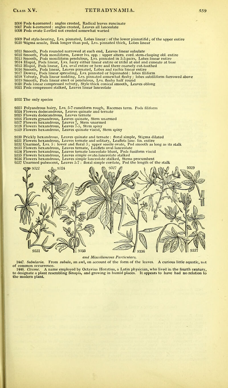 9306 Pods 4-cornered: angles crested, Radical leaves runcinate 9307 Pods 4-cornered: angles crested, Leaves all lanceolate 9308 Pods ovate 2-celled not crested somewhat warted 9309 Pod style-bearing, Lvs. pinnated, Lobes linear: of the lower pinnatifid; of the upper entire 9310 Stigma sessile, Beak longer than pod, Lvs. pinnated thick, Lobes linear 9311 Smooth, Pods rounded narrowed at each end, Leaves linear subulate 9312 Smooth, Pods moniliform, Lower lvs. opp.: upper altern. cord, stem-clasping obi. entire 9313 Smooth, Pods moniliform pendulous, Lvs. pinnated in 3-S-pairs, Lobes linear entire 9314 Hispid, Pods linear, Lvs. hairy either linear entire or rrifid at end and cuneate at base 9315 Hispid, Pods linear, Lvs. oval entire or here and there coarsely cut-toothed 9316 Smooth, Pods linear, Leaves pinnated, Lobes and rachis linear entire 9317 Downy, Pods linear spreading, Lvs. pinnated or bipinnated: lobes filiform 9318 Velvety, Pods linear nodding, Lvs. pinnated somewhat fleshy : lobes subfiliform furrowed above 9319 Smooth, Pods linear erect or pendulous, Lvs. fleshy half round 9320 Pods linear compressed velvety, Style thick conical smooth, Leaves oblong 9321 Pods compressed stalked, Leaves linear lanceolate 9322 The only species 9323 Polyandrous hairy, Lvs. 5-7 cuneiform rough, Racemes term. Pods filiform 9324 Flowers dodecandrous, Leaves quinate and ternate 9325 Flowers dodecandrous, Leaves ternate 9326 Flowers gynandrous, Leaves quinate, Stem unarmed 9327 Flowers hexandrous, Leaves 7, Stem unarmed 9328 Flowers hexandrous, Leaves 7-5, Stem spiny 9329 Flowers hexandrous, Leaves quinate viscid, Stem spiny 9330 Prickly hexandrous, Leaves quinate and ternate: floral simple, Stigma dilated 9331 Flowers hexandrous, Leaves ternate and solitary, Leaflets lane, lin. entire 9332 Unarmed, Lvs. 5 : lower and floral 3; upper sessile ovate, Pod smooth as long as its stalk 9333 Flowers hexandrous, Leaves ternate, Leaflets oval-lanceolate 9334 Flowers hexandrous, Leaves ternate lanceolate blunt, Pods fusiform viscid 9335 Flowers hexandrous, Leaves simple ovate-lanceolate stalked 9336 Flowers hexandrous, Leaves simple lanceolate stalked, Stems procumbent 9337 Unarmed pubescent, Leaves 5-7 : floral simple cordate, Pod the length of the stalk and Miscellaneous Particulars. 1447. Subularia. From subula, an awl, on account of the form of the leaves. A curious little aquatic, nut of common occurrence. 1448. Cleome. A name employed by Octavius Horatius, a Latin physician, who lived in the fourth century, to designate a plant resembling Sinapis, and growing in humid places. It appears to have had no relation to the modern plant