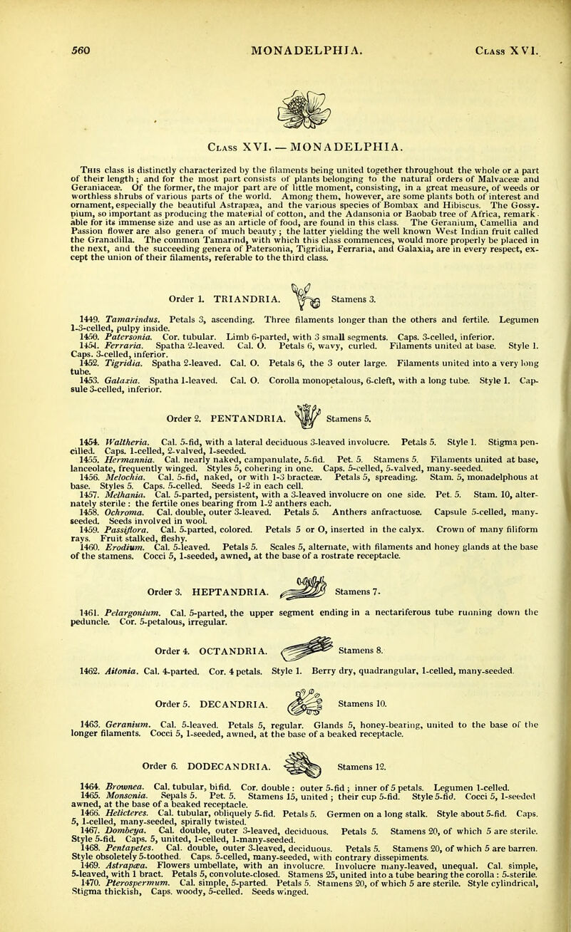 Class XVI. — MONADELPHIA. This class is distinctly characterized by the filaments being united together throughout the whole or a part of their length; and for the most part consists of plants belonging to the natural orders of Malvacese and Geraniacea?. Of the former, the major part are of little moment, consisting, in a great measure, of weeds or worthless shrubs of various parts of the world. Among them, however, are some plants both of interest and ornament, especially the beautiful Astrapaja, and the various species of Bombax and Hibiscus. The Gossy. pium, so important as producing the material of cotton, and the Adansonia or Baobab tree of Africa, remark • able for its immense size and use as an article of food, are found in this class. The Geranium, Camellia and Passion flower are also genera of much beauty ; the latter yielding the well known West Indian fruit called the Granadilla. The common Tamarind, with which this class commences, would more properly be placed in the next, and the succeeding genera of Patersonia, Tigridia, Ferraria, and Galaxia, are in every respect, ex- cept the union of their filaments, referable to the third class. Order L TRIANDRIA. Stamens 3. 144-9. Tamarindus. Petals 3, ascending. Three filaments longer than the others and fertile. Legumen 1-3-celled, pulpy inside. 1460. Patersonia. Cor. tubular. Limb 6-parted, with 3 small segments. Caps. 3-celled, inferior. 1-45-1. Ferraria. Spatha 2-leaved. Cal. O. Petals 6, wavy, curled. Filaments united at base. Style 1. Caps. 3-celled, inferior. 1452. Tigridia. Spatha 2-leaved. Cal. O. Petals 6, the 3 outer large. Filaments united into a very long tube. 1453. Galaiia. Spatha 1-leaved. Cal. O. Corolla monopetalous, 6-cleft, with a long tube. Style 1. Cap- sule 3-celled, inferior. Order 2. FENTANDRIA. Stamens 5. 1454. IValtheria. Cal. 5-fid, with a lateral deciduous 3-leaved involucre. Petals 5. Style 1. Stigma pen- cilled. Caps. 1-celled, 2-valved, 1-seeded. 1455. Hermannia. Cal. nearly naked, campanulate, 5-fid. Pet. 5. Stamens 5. Filaments united at base, lanceolate, frequently winged. Styles 5, cohering in one. Caps. 5-celled, 5-valved, many-seeded. 1456. Melochia. Cal. 5-fid, naked, or with 1-3 bractea?. Petals 5, spreading. Stam. 5, monadelphous at base. Styles 5. Caps. 5-celled. Seeds 1-2 in each cell. 1457. MeVtania. CaL 5-parted, persistent, with a 3-leaved involucre on one side. Pet. 5. Stam. 10, alter- nately sterile : the fertile ones bearing from 1-2 anthers each. 1458. Ochroma. Cal. double, outer 3-leaved. Petals 5. Anthers anfractuose. Capsule 5-celled, many- seeded. Seeds involved in wool. 1459. Passiflora. Cal. 5-parted, colored. Petals 5 or O, inserted in the calyx. Crown of many filiform rays. Fruit stalked, fleshy. 1460. Erodium. Cal. 5-leaved. Petals 5. Scales 5, alternate, with filaments and honey glands at the base of the stamens. Cocci 5,1-seeded, awned, at the base of a rostrate receptacle. Order 3. HEPTANDRIA. Stamens 7. 1461. Pelargonium. Cal. 5-parted, the upper segment ending in a nectariferous tube running down the peduncle. Cor. 5-petalous, irregular. Order 4. OCTANDRI A. Stamens 8. 1462. Aitonia. Cal. 4-parted. Cor. 4 petals. Style 1. Berry dry, quadrangular, 1-celled, many-seeded. Order 5. DEC ANDRI A. Stamens 10. 1463. Geranium. Cal. 5-leaved. Petals 5, regular. Glands 5, honey-bearing, united to the base of the longer filaments. Cocci 5, 1-seeded, awned, at the base of a beaked receptacle. Order 6. DODECANDRIA. Stamens 12. 1464. Brownea. Cal. tubular, bifid. Cor. double : outer 5-fid ; inner of 5 petals. Legumen 1-celled. 1465. Monsonia. Sepals 5. Pet. 5. Stamens 15, united ; their cup 5-fid. Style 5-fid. Cocci 5,1-seeded awned, at the base of a beaked receptacle. 1466. Helicteres. Cal. tubular, obliquely 5-fid. Petals 5. Germen on a long stalk. Style about 5-fid. Caps. 5, 1-celled, many-seeded, spirally twisted. 1467. Dombeya. CaL double, outer 3-leaved, deciduous. Petals 5. Stamens 20, of which 5 are sterile. Style 5-fid. Caps. 5, united, 1-celled, 1-many-seeded. 1468. Pentapetes. Cal. double, outer 3-leaved, deciduous. Petals 5. Stamens 20, of which 5 are barren. Style obsoletely 5-toothed. Caps. 5-celled, many-seeded, with contrary dissepiments. 1469. Astrapa;a. Flowers umbellate, with an involucre. Involucre many-leaved, unequal. Cal. simple, 5-leaved, with 1 bract. Petals 5, convolute-closed. Stamens 25, united into a tube bearing the corolla: 5-sterile. 1470. Pterospermum. Cal. simple, 5-parted. Petals 5. Stamens 20, of which 5 are sterile. Style cylindrical, Stigma thickish, Caps, woody, 5-celled. Seeds winged.