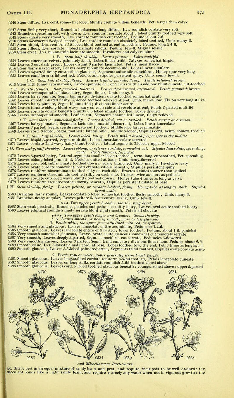 9546 Stem diffuse, Lvs. cord, somewhat lobed bluntly crenate villous beneath, Pet. larger than calyx 9547 Stem fleshy very short, Branches herbaceous long diffuse, Lvs. roundish cordate very soft 9548 Branches spreading soft with down, Lvs. roundish cordate about 3-lobed bluntly toothed very soft 9549 Stems square very smooth, Lvs. cordate roundish cut toothed, Pcdunc. about 2-fl. 9550 Stems 3-cornered 2-edged smooth, Lvs. cordate roundish obsoletely lobed toothed, Umb. many-fl. 9551 Stem hispid, Lvs. reniform 3-5-lobed blunt toothed at end smoothish, Pedunc. long 2-4-fl. 9552 Stem villous, Lvs. cordate 5-lobed palmate villous, Pedunc. few-fl. Stigma sessile 9553 Stem erect, Lvs. bipinnatifid laciniate smooth, Involucres and calyxes blunt § B. Stem half shrubby. Leaves pinnate. Lobes multifid. 9554 Leaves cinereous velvety palmately 3-cut, Lobes linear trifid, Calyxes somewhat hispid 9555 Leaves 3-cut dark-green, Lobes distant 3-parted laciniated, Petals linear flaccid 9556 Stem fleshy naked erect, Leaves hairy bipinnate decompound, Lobes linear subulate 9557 Leaves 3-parted fleshy cut-toothed glaucous, Segments subsessile cuneiform, Honey spur very long 9558 Leaves cuneiform trifid toothed, Petioles and stipules persistent spiny, Umb. comp. few-fl. \ C. Stem half-shrubby, fleshy. Leaves trifid or pinnate, fleshy, Petals yellowish brmun. 9559 Stem with tumid articulations, Leaves pinnate of 1 or 2 pairs with an odd one blunt cuneate cut-toothed § D. Nearly stemless. Hoot fascicled, tuberous. Leaves decompound, laciniated. Petals yellowish brown. 9560 Leaves decompound laciniate hairy, Segm. linear, Umb. many-fl. 9561 Leaves hairy pinnate, Segm. bipinnate; divisions ovate toothed somewhat acute 9562 Leaves smooth ciliated fleshy 5-7-lobed toothed reflexed at end, Umb. many-flow. Fls. on very long stalks 9563 Leaves hairy pinnate, Segm. bipinnatifid ; divisions linear acute 9564 Leaves ternate oblong blunt wavy hairy on each side and revolute at end, Petals 2-parted multifid 9565 Leaves cordate downy beneath bluntly 3-5-lobed sinuate-toothed, Scape divided 9566 Leaves decompound smooth, Leaflets cut, Segments channelled linear, Calyx reflexed § E. Stem short, or somewhat fleshy. Leaves divided, cut or toothed. Petals scarlet or crimson. 9567 Leaves hairy pinnated, Segments laciniate pinnatifid decurrcnt, Lobes linear lanceolate 9568 Leaves 3-parted, Segm. sessile cuneate cut toothed, Middle lobe larger pinnatifid 9569 Leaves cord. 3-lobed, Segm. toothed : lateral bifid; middle 3-lobed, Stipules cord. acum. somew. toothed § F. Stem half shrubby. Leaves lobed, baity. Petals with a broad purple spot in the middle. 9570 Leaves hispid 3-parted, Segm. multifid, Lobes linear-lanceolate serrated 9571 Leaves cordate 3-fid wavy hairy blunt toothed : lateral segments 3-lobed; upper 5-lobed ^ G. Stem fleshy, half shrubby. Leaves oblong, or oftener cordate, somewhat cut. Stij.ules lanceolate, spreading, acute. Roots tuberous, fascicled. 9572 Leaves 3-parted hairy, Lateral segments smaller lobed toothed ; term, long cut-toothed, Pet. spreading 9573 Leaves oblong lobed pinnatifid, Petioles united at base, Uinb. many-flowered 9574 Leaves cord. obi. subruncinate toothed downy, Scape branched, Umb. many-fl. Involucre leafy 9575 Leaves ovate cordate somewhat lobed crenate villous beneath, Stipules persistent spiny 9576 Leaves reniform obacuminate toothed silky on each side, Bractes 4 times shorter than pedicel 9577 Leaves reniform obacuminate toothed silky on each side, Bractes twice as short as pedicels d578 Leaves cordate cut-lobed wavy bluntly toothed downy, Honey-tube 4 times as long as calyx 9579 Leaves reniform crenate-toothed downy beneath, Stipules persistent dilated at base $ H. Stem shrubby, fleshy. Leaves peltate, or cordate 5-lobed, fleshy. Honey-tube as long as stalk. Stipules broad ovate. 9580 Branches fleshy round, Leaves cordate 5-lobed somewhat toothed fleshy smooth, Umb. many-fl. 9581 Branches fleshy angular, Leaves peltate 5-lobed entire fleshy, Umb. few-fl. *** Two upper petals broader, shorter, very blunt. 9582 Stem weak prostrate, Branches petioles and peduncles softly hairy, Leaves oval acute toothed hoary 9583 Leaves elliptical roundish finely serrate blunt rigid smooth., Petals all obovate **** Two upper petals longer and broader. Stems shrubby. § A. Leaves smooth, or nearly smooth, more or less glaucous. 1. Petals white, the upper generally lined with red, or spotted. 9584 Very smooth and glaucous, Leaves lanceolate entire acuminate, Peduncles 1-2-fl. 'J585 Smooth glaucous, Leaves lanceolate entire or 3-parted ; lower toothed, Pedunc. about 1-fl. panicled 9586 Very smooth somewhat glaucous, Leaves ovate acute glaucous somewhat cut remotely serrate 9587 Very smooth, Leaves deeply 3-parted, Segm. acinaciform cut serrate, Peduncles 3-flowered 9588 Very smooth glaucous, Leaves 3-parted, Segm. trifid cuneate; divisions linear lane. Pedunc. about 2-fl. 9689 Smooth glauc. Lvs. 5-lobed palmati. cord, at base, Lobes toothed tow. the end, Pet. 3 times as long as cal. 9590 Smooth glaucous, Leaves 3-5-lobed palmate-parted, Segments trifid toothed, Stipules ovate cordate acute 2. Petals rosy or violet, upper generally striped with purple. 9591 Smooth glaucous, Leaves long-stalked cordate reniform 3-5-fid toothed, Petals lanceolate-cuneate 9592 Smooth glaucous, Leaves on long stalks cordate roundish 5-fid toothed zoned above 9593 Smooth glaucous, Leaves cord. 5-lobed toothed glaucous beneath : younger zoned above; upper 5-parted and Miscellaneous Particulars. Sic. thrive best in an equal mixture of sandy loam and peat, and require their pots to be well drained: the succulent kinds like a light sandy loam, and require scarcely any water when not in vigorous growth: the