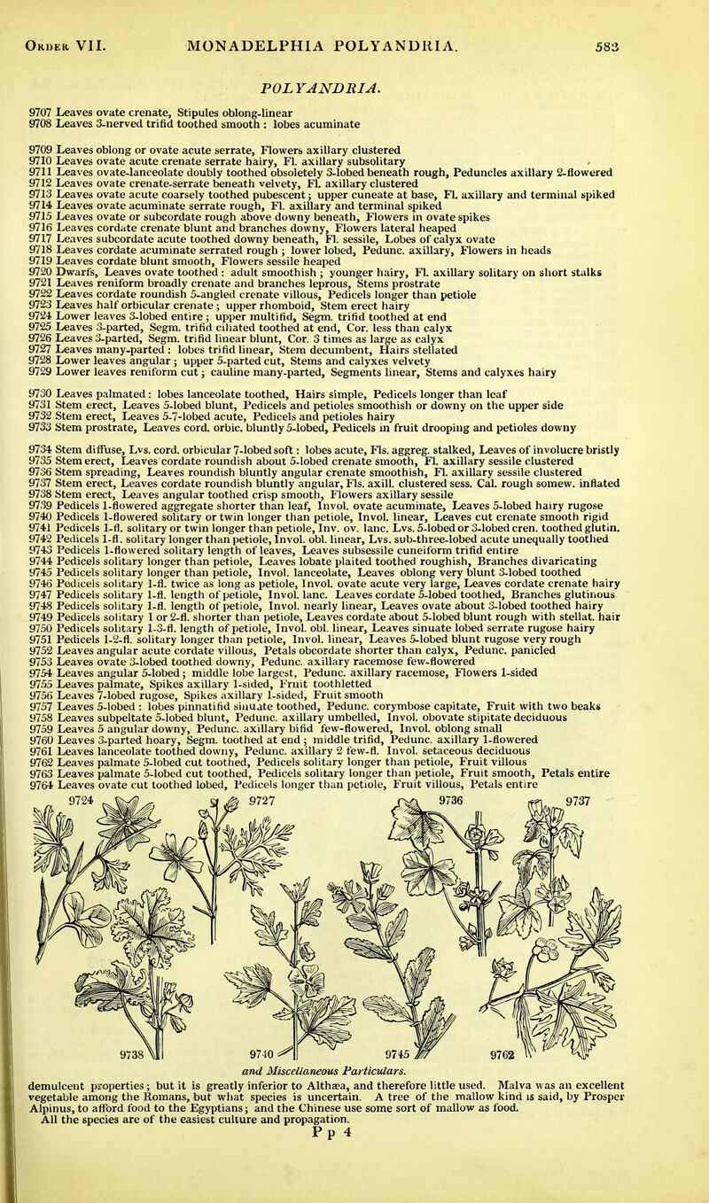 POLYANDRIA. 9707 Leaves ovate crenate, Stipules oblong-linear 9708 Leaves 3-nerved trifid toothed smooth : lobes acuminate 9709 Leaves oblong or ovate acute serrate, Flowers axillary clustered 9710 Leaves ovate acute crenate serrate hairy, Fl. axillary subsolitary 9711 Leaves ovate-lanceolate doubly toothed obsoletely 3-lobed beneath rough, Peduncles axillary 2-flowered 9712 Leaves ovate crenate-serrate beneath velvety, Fl. axillary clustered 9713 Leaves ovate acute coarsely toothed pubescent; upper cuneate at base, Fl. axillary and terminal spiked 9714 Leaves ovate acuminate serrate rough, Fl. axillary and terminal spiked 9715 Leaves ovate or subcordate rough above downy beneath, Flowers in ovate spikes 9716 Leaves cordate crenate blunt and branches downy, Flowers lateral heaped 9717 Leaves subcordate acute toothed downy beneath, Fl. sessile, Lobes of calyx ovate 9718 Leaves cordate acuminate serrated rough ; lower lobed, Pedunc. axillary, Flowers in heads 9719 Leaves cordate blunt smooth, Flowers sessile heaped 9720 Dwarfs, Leaves ovate toothed : adult smoothish ; younger hairy, Fl. axillary solitary on short stalks 9721 Leaves reniform broadly crenate and branches leprous, Stems prostrate 9722 Leaves cordate roundish 5-angled crenate villous, Pedicels longer than petiole 9723 Leaves half orbicular crenate; upper rhomboid, Stem erect hairy 9721 Lower leaves 3-lobed entire; upper multifld, Segm. trifid toothed at end 9725 Leaves 3-parted, Segm. trifid ciliated toothed at end, Cor. less than calyx 9726 Leaves 3-parted, Segm. trifid linear blunt, Cor. 3 times as large as calyx 9727 Leaves many-parted : lobes trifid linear, Stem decumbent, Hairs stellated 9728 Lower leaves angular; upper 5-parted cut, Stems and calyxes velvety 9729 Lower leaves reniform cut; cauline many-parted, Segments linear, Stems and calyxes hairy 9730 Leaves palmated: lobes lanceolate toothed, Hairs simple, Pedicels longer than loaf 9731 Stem erect, Leaves 5-lobed blunt, Pedicels and petioles smoothish or downy on the upper side 9732 Stem erect, Leaves 5-7-lobed acute, Pedicels and petioles hairy 9733 Stem prostrate, Leaves cord, orbic. bluntly 5-lobed, Pedicels in fruit drooping and petioles downy 9734 Stem diffuse, Lvs. cord, orbicular 7-lobed soft: lobes acute, Fls. aggreg. stalked, Leaves of involucre bristly 9735 Stem erect, Leaves cordate roundish about 5-lobed crenate smooth, Fl. axillary sessile clustered 9736 Stem spreading, Leaves roundish bluntly angular crenate smoothish, Fl. axillary sessile clustered 9737 Stem erect, Leaves cordate roundish bluntly angular, Fls. axill. clustered sess. Cal. rough somew. inflated 9738 Stem erect, Leaves angular toothed crisp smooth, Flowers axillary sessile 9739 Pedicels 1-flowered aggregate shorter than leaf, Invol. ovate acuminate, Leaves 5-lobed hairy rugose 9740 Pedicels 1-flowered solitary or twin longer than petiole, Invol. linear, Leaves cut crenate smooth rigid 9741 Pedicels 1-fl. solitary or twin longer than petiole, Inv. ov. lane. Lvs. 5-lobed or 3-lobed cren. toothed glutin. 9742 Pedicels 1-fl. solitary longer than petiole, Invol. obi. linear, Lvs. sub-three-lobed acute unequally toothed 9743 Pedicels 1-flowcred solitary length of leaves, Leaves subsessile cuneiform trifid entire 9744 Pedicels solitary longer than petiole, Leaves lobate plaited toothed roughish, Branches divaricating 9745 Pedicels solitary longer than petiole, Invol. lanceolate, Leaves oblong very blunt 3-lobed toothed 9746 Pedicels solitary 1-fl. twice as long as petiole, Invol. ovate acute very large, Leaves cordate crenate hairy 9747 Pedicels solitary 1-fl. length of petiole, Invol. lane. Leaves cordate 5-lobed toothed, Branches glutinous 9748 Pedicels solitary 1-fl. length of petiole, Invol. nearly linear, Leaves ovate about 3-lobed toothed hairy 9749 Pedicels solitary 1 or 2-fl. shorter than petiole, Leaves cordate about 5-lobed blunt rough with stellat. hair 9750 Pedicels solitary 1-3-fl. length of petiole, Invol. obi. linear, Leaves sinuate lobed serrate rugose hairy 9751 Pedicels 1-2-fl. solitary longer than petiole, Invol. linear, Leaves 5-lobed blunt rugose very rough 9752 Leaves angular acute cordate villous, Petals obcordate shorter than calyx, Pedunc. panicled 9753 Leaves ovate 3-lobed toothed downy, Pedunc. axillary racemose few-flowered 9754 Leaves angular 5-lobed; middle lobe largest, Pedunc. axillary racemose, Flowers 1-sided 9755 Leaves palmate, Spikes axillary 1-sided, Fruit toothletted 9756 Leaves 7-lobed rugose, Spikes axillary 1-sided, Fruit smooth 9757 Leaves 5-lobed : lobes pinnatifid sinuate toothed, Pedunc. corymbose capitate, Fruit with two beaks 9758 Leaves subpeltate 5-lobed blunt, Pedunc. axillary umbelled, Invol. obovate stipitate deciduous 9759 Leaves 5 angular downy, Pedunc. axillary bifid few-flowered, Invol. oblong small 9760 Leaves 3-parted hoary, Segm. toothed at end; middle trifid, Pedunc. axillary 1-flowered 9761 Leaves lanceolate toothed downy, Pedunc. axillary 2 few-fl. Invol. setaceous deciduous 9762 Leaves palmate 5-lobed cut toothed, Pedicels solitary longer than petiole, Fruit villous 9763 Leaves palmate 5-lobed cut toothed, Pedicels solitary longer than petiole, Fruit smooth, Petals entire 9764 Leaves ovate cut toothed lobed, Pedicels longer than petiole, Fruit villous, Petals entire and Miscellaneous Particulars. demulcent properties; but it is greatly inferior to Althasa, and therefore little used. Malva was an excellent vegetable among the Romans, but what species is uncertain. A tree of the mallow kind is said, by Prosper Alpinus, to afford food to the Egyptians; and the Chinese use some sort of mallow as food. All the species are of the easiest culture and propagation. P p 4