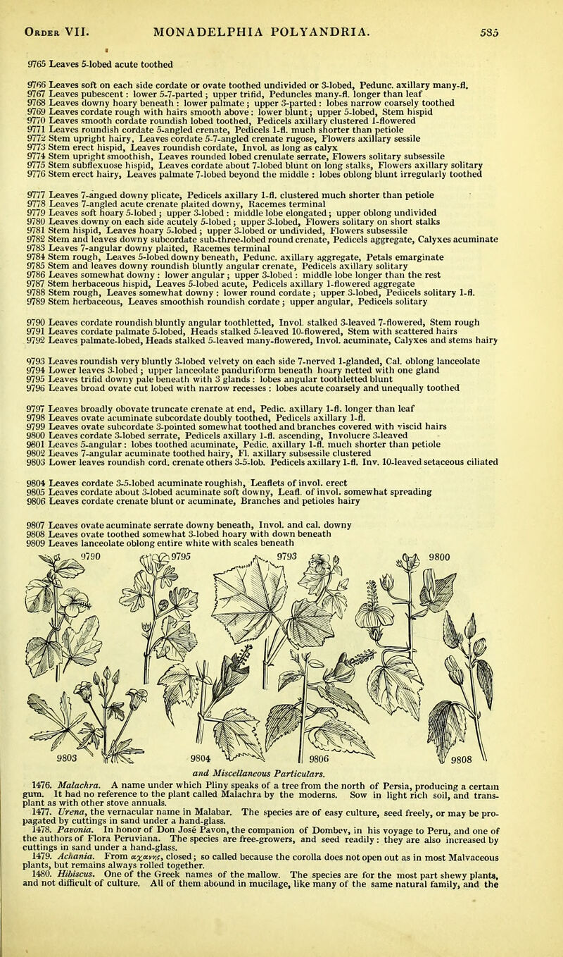 9765 Leaves 5-lobed acute toothed 9766 Leaves soft on each side cordate or ovate toothed undivided or 3-lobed, Pedunc. axillary many-fl. 9767 Leaves pubescent: lower 5-7-parted; upper trifid, Peduncles many-fl. longer than leaf 9768 Leaves downy hoary beneath : lower palmate; upper 3-parted: lobes narrow coarsely toothed 9769 Leaves cordate rough with hairs smooth above: lower blunt; upper 5-lobed, Stem hispid 9770 Leaves smooth cordate roundish lobed toothed, Pedicels axillary clustered 1-flowered 9771 Leaves roundish cordate 5-angled crenate, Pedicels 1-fl. much shorter than petiole 9772 Stem upright hairy, Leaves cordate 5-7-angled crenate rugose, Flowers axillary sessile 9773 Stem erect hispid, Leaves roundish cordate, Invol. as long as calyx 9774 Stem upright smoothish, Leaves rounded lobed crenulate serrate, Flowers solitary subsessile 9775 Stem subflexuose hispid, Leaves cordate about 7-lobed blunt on long stalks, Flowers axillary solitary 9776 Stem erect hairy, Leaves palmate 7-lobed beyond the middle : lobes oblong blunt irregularly toothed 9777 Leaves 7-angied downy plicate, Pedicels axillary 1-fl. clustered much shorter than petiole 9778 Leaves 7-angled acute crenate plaited downy, Racemes terminal 9779 Leaves soft hoary 5-lobed ; upper 3-lobed : middle lobe elongated; upper oblong undivided 9780 Leaves downy on each side acutely 5-lobed; upper 3-lobed, Flowers solitary on short stalks 9781 Stem hispid, Leaves hoary 5-lobed; upper 3-lobed or undivided, Flowers subsessile 9782 Stem and leaves downy subcordate sub-three-lobed round crenate, Pedicels aggregate, Calyxes acuminate 9783 Leaves 7-angular downy plaited, Racemes terminal 9784 Stem rough, Leaves 5-lobed downy beneath, Pedunc. axillary aggregate, Petals emarginate 9785 Stem and leaves downy roundish bluntly angular crenate, Pedicels axillary solitary 9786 Leaves somewhat downy : lower angular; upper 3-lobed : middle lobe longer than the rest 9787 Stem herbaceous hispid, Leaves 5-lobed acute, Pedicels axillary 1-flowered aggregate 9788 Stem rough, Leaves somewhat downy : lower round cordate; upper 3-lobed, Pedicels solitary 1-fl. 9789 Stem herbaceous, Leaves smoothish roundish cordate; upper angular, Pedicels solitary 9790 Leaves cordate roundish bluntly angular toothletted, Invol. stalked 3-leaved 7-flowered, Stem rough 9791 Leaves cordate palmate 5-lobed, Heads stalked 5-leaved 10-flowered, Stem with scattered hairs 9792 Leaves palmate-lobed, Heads stalked 5-leaved many-flowered, Invol. acuminate, Calyxes and stems hairy 9793 Leaves roundish very bluntly 3-lobed velvety on each side 7-nerved 1-glanded, Cal. oblong lanceolate 9794 Lower leaves 3-lobed ; upper lanceolate panduriform beneath hoary netted with one gland 9795 Leaves trifid downy pale beneath with 3 glands : lobes angular toothletted blunt 9796 Leaves broad ovate cut lobed with narrow recesses : lobes acute coarsely and unequally toothed 9797 Leaves broadly obovate truncate crenate at end, Pedic. axillary 1-fl. longer than leaf 9798 Leaves ovate acuminate subcordate doubly toothed, Pedicels axillary 1-fl. 9799 Leaves ovate subcordate 3-pointed somewhat toothed and branches covered with viscid hairs 9800 Leaves cordate 3-lobed serrate, Pedicels axillary 1-fl. ascending, Involucre 3-leaved 9801 Leaves 5-angular: lobes toothed acuminate, Pedic. axillary 1-fl. much shorter than petiole 9802 Leaves 7-angular acuminate toothed hairy, Fl. axillary subsessile clustered 9803 Lower leaves roundish cord, crenate others 3-5-lob. Pedicels axillary 1-fl. Inv. 10-leaved setaceous ciliated 9804 Leaves cordate 3-5-lobed acuminate roughish, Leaflets of invol. erect 9805 Leaves cordate about 3-lobed acuminate soft downy, Leafl. of invol. somewhat spreading 9806 Leaves cordate crenate blunt or acuminate, Branches and petioles hairy 9807 Leaves ovate acuminate serrate downy beneath, Invol. and cal. downy 9808 Leaves ovate toothed somewhat 3-lobed hoary with down beneath 9809 Leaves lanceolate oblong entire white with scales beneath and Miscellaneous Particulars. 1476. Malachra. A name under which Pliny speaks of a tree from the north of Persia, producing a certain gum. It had no reference to the plant called Malachra by the moderns. Sow in light rich soil, and trans- plant as with other stove annuals. 1477. Urena, the vernacular name in Malabar. The species are of easy culture, seed freely, or may be pro- pagated by cuttings in sand under a hand-glass. 1478. Pavonia. In honor of Don Jose Pavon, the companion of Dombev, in his voyage to Peru, and one of the authors of Flora Peruviana. The species are free-growers, and seed readily : they are also increased by cuttings in sand under a hand-glass. 1479. Achania. From a^anjj, closed; so called because the corolla does not open out as in most Malvaceous plants, but remains always rolled together. 1480. Hibiscus. One of the Greek names of the mallow. The species are for the most part shewy plants, and not difficult of culture. All of them abound in mucilage, like many of the same natural family, and the