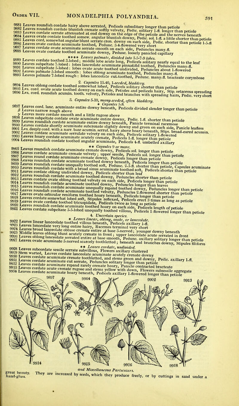 591 9881 Leaves 9882 Leaves 9883 Leaves 9884 Leaves 9885 Leaves 9886 Leaves 9887 Leaves 9888 Leaves 9889 Leaves 9890 Leaves 9891 Leaves 9892 Leaves 9893 Leaves roundish cordate hairy above serrated, Pedicels subsolitary longer than petiole roundish cordate Muntish crenate softly velvety, Pedic. solitary 1-fl. longer than petiole nv± ™ Hrr,at? a™uated at end do™y o the edge of the petiole and the nerVeFteneath ovate cordate toothed somew. angular bluntish downy, Pedic. sol. 1-fl a little shorter than netioln cord, somewhat angular blunt serrate cren. downy on each Me°P^iho^rthm^l^ta ovate cordate acuminate toothed, Pedunc. 3-4-flowered very short inorter u,an Pet,ole cordate ovate acuminate serrate smooth on each side, Peduncles many-fl ovate cordate toothed acuminate downy, Pedunc. loosely panicled capillary . , . . Jn**** Leat>es palmate, divided into 3-5-7-9 lobes. sutae h£%mi«h^e,d; ,middl1 l°be acute lonS' Pedicels solitary nearly equal to the leaf SSSj&SttS^1 obis,anc.e°late, acuminate pinnatifid toothed. Peduncles many-fl. 2*1e± '^if 0V?te a^te tootned divided, Peduncles about 1-flowered ™ ™£* °°^h :, ',obe? oblong acuminate toothed, Peduncles many-fl. palmate 7-lobed rough : lobes lanceolate cut-toothed, Pedunc. many-fl. bracteate corymbose ohoito,,™ ki , . . Capsules 15-40, 1-seeded, bladdery. oSol Tt 65 oblong cordate toothed somewhat lobed, Pedicels solitary shorter than petiole S ft 3. Capsules 5-10, many-seeded, often bladdery. norm r j , * Capsules 5-8. 98% Let™ Zw?ou™™vT d0Wy PediCels divided sIender lon^ tha Petiole non? Paves more cordate smooth and a little rugose above oso6 t eaV6S subPe'.'»te cordate ovate acuminate entire downy, Pedic. 1-fl. shorter than petiole 9899 Leaves roundish cordate acuminate entire downy beneath, Panicle terminal racemose oSr? Jta Hln0rdate/n0^'y acumLnate subcrenate slightly dow'ny and greenTeaS side Panicle leafless c^o ^1,■ deeP1y)cord- Wlth.a arr. base acumin. serrul. hairy above hoary beneath Stips broad eare f JcuLu S ff™* ™rdate acuminate serrulate velvety on each side, Pedice^solitary i-flowered ' 9903 Leaves hoary cordate acuminate acutely crenate, Pedicels 1-fl. longer than petiole 9904 Leaves roundish cordate toothed angular acuminate, Pedicels 4-fl ?mbelledPaxinIry n-mj: t j. t ■ ** Capsules 9 or more. qqofi r^arf rolmdlsh cordate acuminate crenate downy, Pedicels sol. longer than petiole 9906 Leaves cordate acuminate crenate velvety; upper sessile, Pedicels solI longer than petiole 9907 Leaves round cordate acuminate crenate downy, Pedicels longer than petiole P omo f 68 roundlsh. cordate acuminate toothed downy beneath, Pedicels longer than netiolo S VttlTt I°u,?dt,sh co.rdatS acuminate toothed downy, Peduncles shorter than petiole mil r1a,T cordate ovate oblong toothed velvety on each side, Pedicels longer than petiole vnt itZf roundlsh, cordate acuminate toothed downy, Peduncles longer nan leaves 9921 Leaves cordate subpeltate 3-5-lobed unequally toothed villous, t^^S^fflS^Vn petiole 4. Uncertain species. 9924 Leaves T? ^ eDtire hairy' R,CemeS terrninal very ^hort ™ ij^f* or°ad lanceolate obtuse crenate entire at base 3-nerved; younger downy beneath 9925 Middle leaves oblong blunt acutely crenate in front; upper lanceolate acute sedated In front qoor r j. ., ** Leaves cordate, undivided. S stpm wfwii xate sessi'c serrate subvillous, Flowers axillary clustered 9929 Stem warted, Leaves cordate lanceolate acuminate acutely crenate downv S9S1 Leaves rnl«T acumina(te crenate toothletted, and stems green and downy, Pedic axillary 1 fl 9897 9916 . . . and Miscellaneous Particulate. hand-glass y' ^ ™ 'nCreaSed breeds, which they produce freely, or by cuttings in sand under a