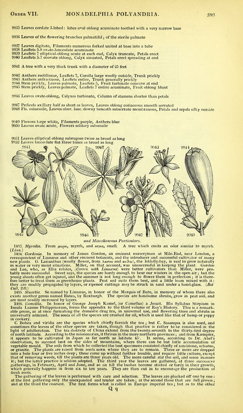 9935 Leaves cordate 3-lobed: lobes oval oblong acuminate toothed with a very narrow base 9936 Leaves of the flowering branches palmatifid; of the sterile palmate 9937 Leaves digitate, Filaments numerous forked united at base into a tube 9938 Leaflets 5-8 ovate-lanceolate acuminate 9939 Leaflets 7 elliptical-oblong acute at each end, Calyx truncate, Petals erect 9940 Leaflets 5-7 obovate oblong, Calyx sinuated, Petals erect spreading at end 9911 A tree with a very thick trunk with a diameter of 25 feet 9942 Anthers rectilinear, Leaflets 7, Corolla large woolly outside, Trunk prickly 9943 Anthers anfractuose, Leaflets entire, Trunk generally prickly 9944 Stem prickly, Leaves palmate, Leaflets 5, Fruit turbinate concave at end 9945 Stem prickly, Leaves palmate, Leaflets 7 entire acuminate, Fruit oblong blunt 9946 Leaves ovate-oblong, Calyxes turbinate, Column of stamens shorter than petals 9947 Pedicels axillary half as short as leaves, Leaves oblong coriaceous smooth serrated 9948 Fls. subsessile, Leaves obov. lane, downy beneath subserrate membranous, Petals and sepals silky outside 9049 Flowers large white, Filaments purple, Anthers blue 9959 Leaves ovate acute, Flowers solitary subsessile 9951 Leaves elliptical oblong subrugose twice as broad as long 9952 Leaves lanceolate flat three times as broad as long and Miscellaneous Particulars. 1493. Myrodia. From fiv^m, myrrh, and otrfMi, smell. A tree which emits an odor similar to myrrh. (Linn.) 1494. Gordonia. In memory of James Gordon, an eminent nurseryman at Mile-End, near London, a correspondent of Linnaeus and other eminent botanists, and the introducer and successful cultivator of many new plants G. Lasianthus (woolly flower, from \«.mo; and the loblolly-bay, is said to grow naturally in water or very moist situations. Miller, on that account, was unsuccessful in keeping the plant. Gordon and Lee, who, as Ellis relates, {Carres, with Linmvus) were better cultivators than Miller, were pro- bably more successful. Sweet says, the species are hardy enough to bear our winters in the open air; but the young shoots often get injured, and the summer is not long enough to flower them in perfection ; it is there- fore better to treat them as greenhouse plants. Peat soil suits them best, and a little loam mixed with it: they are readily propagated by layers, or ripened cuttings may be struck in sand under a band-glass. (Bot Cult. 199.) 1495. Stuartia. So named by Linnaeus, in honor of the Marquis of Bute, in memory of whom there also exists another genus named Butea, by Roxburgh. The species are handsome shrubs, grow in peat soil, and are most readily increased by layers. 1496. Camellia. In honor of George Joseph Kamel, (or Camellus) a Jesuit. His Syllabus Stirpium in Insula Luzone Philippinarum, forms the appendix to the third volume of Ray's History. This is a remark- able genus, as at once furnishing the domestic drug tea, in universal use, and flowering trees and shrubs as universally admired. The seeds of all the species are crushed for oil, which is used like that of hemp or poppy in cookery. C. Bohea and viridis are the species which chiefly furnish the tea ; but C. Sasanqua is also used, and sometimes the leaves of the other species are taken, though that practice is rather to be considered in the light of adulteration. The tea districts of China extend from the twenty-seventh to the thirty-first degree of north latitude. According to the missionaries, it thrives in the more northern provinces; and from Ktempfer, it appears to be cultivated in Japan as far north as Iatitute 45'. It seems, according to Dr. Abel's observation, to succeed best on the sides of mountains, where there can be but little accumulation of vegetable mould. The soils from which he collected the best specimens consisted chiefly of sandstone, schistus, or granite. The plants are raised from seeds sown where they are to remain. Three or more are dropped into a hole four or five inches deep; these come up without further trouble, and require little culture, except that of removing weeds, till the plants are three years old. The more careful stir the soil, and some manure it; but the latter practice is seldom adopted. The third year the leaves are gathered, at three successive gatherings, in February, April and June, and 60 on till the bushes become stinted or tardy in their growth, which generally happens in from six to ten years. They are then cut in to encourage the production of fresh roots. The gathering of the leaves is performed with care and selection. The leaves are plucked off one by one : at the first gathering only the unexpanded and tender are taken; at the second those that are full grown ; and at the third the coarsest. The first forms what is called in Europe imperial tea ; but as to the other Q q