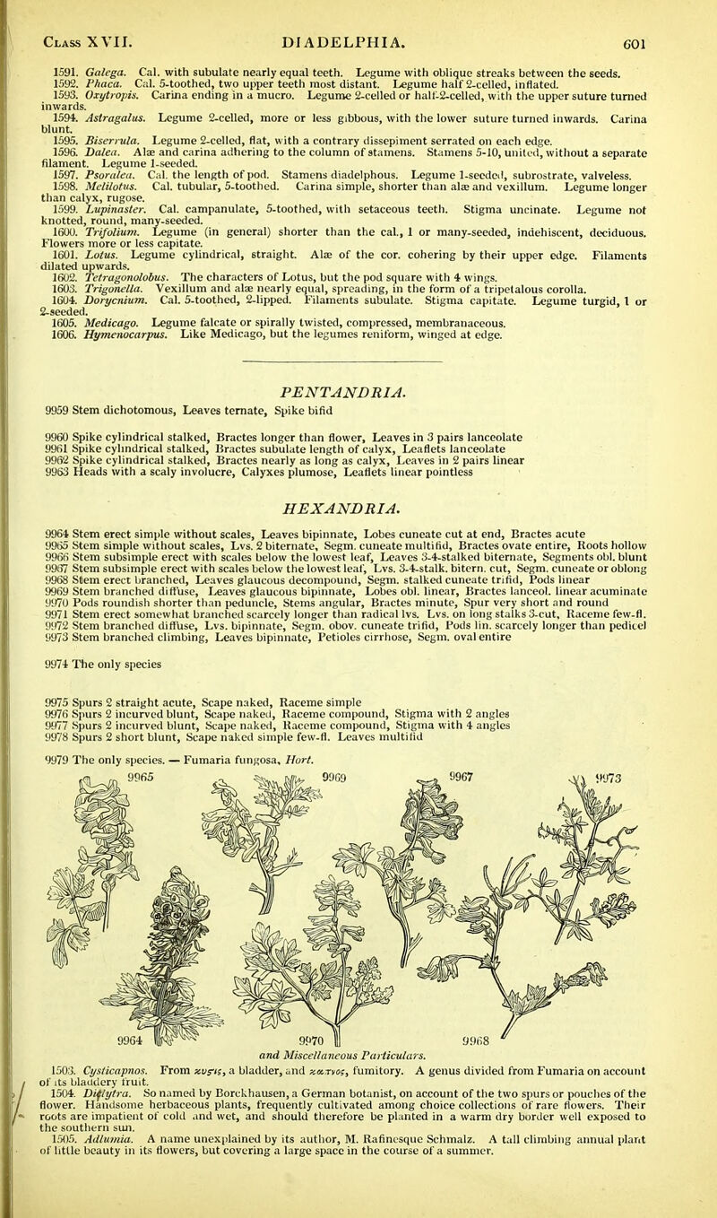 1591. Galega. Cal. with subulate nearly equal teeth. Legume with oblique streaks between the seeds. 1592. Phaca. Cal. 5-toothed, two upper teeth most distant. Legume half 2-celled, inflated. 1593. Oxytropis. Carina ending in a mucro. Legume 2-celled or half-2-celled, with the upper suture turned inwards. 1594. Astragalus. Legume 2-celled, more or less gibbous, with the lower suture turned inwards. Carina blunt. 1595. Biserrula. Legume 2-celled, flat, with a contrary dissepiment serrated on each edge. 1596. Dalea. Ala? and carina adhering to the column of stamens. Stamens 5-10, united, without a separate filament. Legume 1-seeded. 1597. Psoralen. Cal. the length of pod. Stamens diadelphous. Legume 1-seeded, subrostrate, valveless. 1598. Melilotus. Cal. tubular, 5-toothed. Carina simple, shorter than ala? and vexillum. Legume longer than calyx, rugose. 1599. Lupinaster. Cal. campanulate, 5-toothed, with setaceous teeth. Stigma uncinate. Legume not knotted, round, many-seeded. 1600. Trifolium. Legume (in general) shorter than the cal., 1 or many-seeded, indehiscent, deciduous. Flowers more or less capitate. 1601. Lotus. Legume cylindrical, straight. Ala? of the cor. cohering by their upper edge. Filaments dilated upwards. 1602. Tetragonolobus. The characters of Lotus, but the pod square with 4 wings. 1603. Trigonella. Vexillum and ate nearly equal, spreading, in the form of a tripetalous corolla. 1604. Dorycnium. Cal. 5-toothed, 2-lipped. Filaments subulate. Stigma capitate. Legume turgid, 1 or 2-seeded. 1605. Medicago. Legume falcate or spirally twisted, compressed, membranaceous. 1606. Hymenocarpus. Like Medicago, but the legumes reniform, winged at edge. PENTANDRIA. 9959 Stem dichotomous, Leaves ternate, Spike bifid 9960 Spike cylindrical stalked, Bractes longer than flower, Leaves in 3 pairs lanceolate 9961 Spike cylindrical stalked, Bractes subulate length of calyx, Leaflets lanceolate 9962 Spike cylindrical stalked, Bractes nearly as long as calyx, Leaves in 2 pairs linear 9963 Heads with a scaly involucre, Calyxes plumose, Leaflets linear pointless HEXANDRIA. 9964 Stem erect simple without scales, Leaves bipinnate, Lobes cuneate cut at end, Bractes acute 9965 Stem simple without scales, Lvs. 2 biternate, Segm. cuneate multilid, Bractes ovate entire, Roots hollow 9966 Stem subsimple erect with scales below the lowest leaf, Leaves 3-4-stalked biternate, Segments obi. blunt 99:S7 Stem subsimple erect with scales below the lowest leaf, Lvs. 3-4-stalk. bitern. cut, Segm. cuneate or oblong 9968 Stem erect branched, Leaves glaucous decompound, Segm. stalked cuneate trifid, Pods linear 9969 Stem branched diffuse, Leaves glaucous bipinnate, Lobes obi. linear, Bractes lanceol. linear acuminate 9970 Pods roundish shorter than peduncle, Stems angular, Bractes minute, Spur very short and round 9971 Stem erect somewhat branched scarcely longer than radical lvs. Lvs. on long stalks 3-cut, Raceme few-fl. 9972 Stem branched diffuse, Lvs. bipinnate, Segm. obov. cuneate trifid, Pods lin. scarcely longer than pedicel 9973 Stem branched climbing, Leaves bipinnate, Petioles cirrhose, Segm. oval entire 9974 The only species 9975 Spurs 2 straight acute, Scape naked, Raceme simple 9976 Spurs 2 incurved blunt, Scape naked, Raceme compound, Stigma with 2 angles 9977 Spurs 2 incurved blunt, Scape naked, Raceme compound, Stigma with 4 angles 9978 Spurs 2 short blunt, Scape naked simple few-fl. Leaves multilid 9979 The only species. — Fumaria fungosa, flort. and Miscellaneous Particulars. 1503. Cysticapnos. From xvris, a bladder, and smw, fumitory. A genus divided from Fumaria on account of its bladdery fruit. 1504. Dif/ytra. So named by Borckhausen, a German botanist, on account of the two spurs or pouches of the flower. Handsome herbaceous plants, frequently cultivated among choice collections of rare flowers. Their roots are impatient of cold and wet, and should therefore be planted in a warm dry border well exposed to the southern sun. 1505. Adlumia. A name unexplained by its author, M. Rafincsque Schmalz. A tall climbing annual plant of little beauty in its flowers, but covering a large space in the course of a summer.