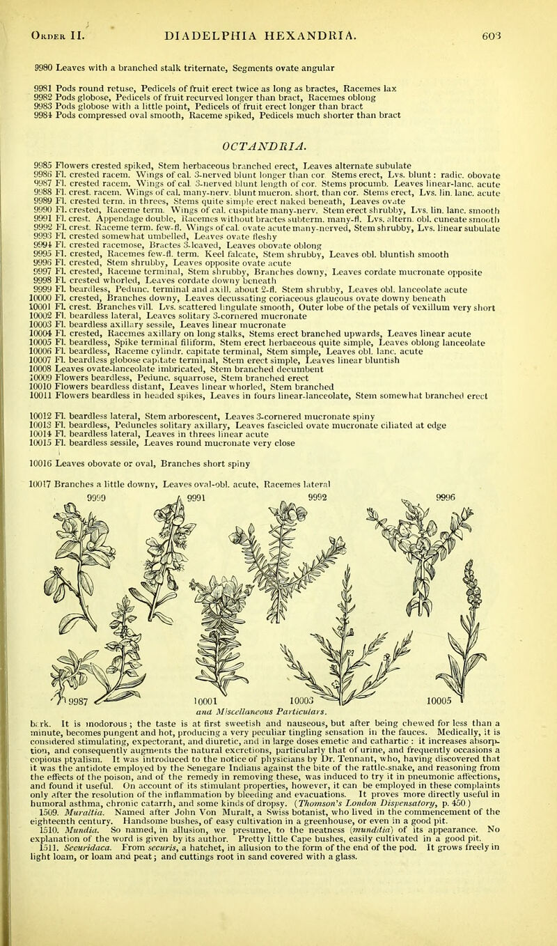 9980 Leaves with a branched stalk triternate, Segments ovate angular 9981 Pods round retuse, Pedicels of fruit erect twice as long as bractes, Racemes lax 9982 Pods globose, Pedicels of fruit recurved longer than bract, Racemes oblong 9983 Pods globose with a little point, Pedicels of fruit erect longer than bract 9981 Pods compressed oval smooth, Raceme spiked, Pedicels much shorter than bract OCTANDRIA. Flowers crested spiked, Stem herbaceous branched erect, Leaves alternate subulate 9986 Fl. crested racem. Wings of cal. 3-nerved blunt longer than cor Stems erect, Lvs. blunt: radic. obovate 9987 Fl. crested racem. Wings of cal 3-nerved blunt length of cor. Stems procuinb. Leaves linear-lane, acute 9988 Fl. crest, racem. Wings of cal. many-nerv. blunt mucron. short, than cor. Stems erect, Lvs. lin. lane, acute 9989 Fl. crested term, in threes, Stems quite simple erect naked beneath, Leaves ovate 9990 Fl. crested. Raceme term. Wings of cal. cuspidate many-nerv. Stem erect shrubby, Lvs. lin. lane, smooth 9991 Fl. crest. Appendage double, Racemes without bractes subterm. many-rl. Lvs. altern. obi. cuneate smooth 9992 Fl. crest. Raceme term, few-fl. Wings of cal ovate acute many-nerved, Stem shrubby, Lvs. linear subulate 9993 Fl. crested somewhat umbelled, Leaves ovate fleshy 9991 Fl. crested racemose, Bractes 3-leaved, Leaves obovate oblong 9995 Fl. crested, Racemes few-fl. term. Keel falcate, Stem shrubby, Leaves obi. bluntish smooth 9996 Fl. crested, Stem shrubby, Leaves opposite ovate acute 9997 FL crested, Raceme terminal, Stem shrubby, Branches downy, Leaves cordate mucronate opposite 9998 FL crested whorled, Leaves cordate downy beneath 9999 FL beardless, Pedunc. terminal and axill. about 2-fl. Stem shrubby, Leaves obi. lanceolate acute 10000 Fl. crested, Branches downy, Leaves decussating coriaceous glaucous ovate downy beneath 10001 FL crest. Branches vill. Lvs. scattered lingulate smooth, Outer lobe of the petals of vexillum very short 10002 Fl. beardless lateral, Leaves solitary 3-cornered mucronate 10003 Fl. beardless axillary sessile, Leaves linear mucronate 10004 Fl. crested, Racemes axillary on long stalks. Stems erect branched upwards, Leaves linear acute 10005 FL beardless, Spike terminal filiform, Stem erect herbaceous quite simple, Leaves oblong lanceolate 10006 FL beardless, Raceme cylindr. capitate terminal, Stem simple, Leaves obi. lane, acute 10007 Fl. beardless globose capitate terminal, Stem erect simple, Leaves linear bluntish 10008 Leaves ovate-lanceolate imbricated, Stem branched decumbent 10009 Flowers beardless, Pedunc. squarrose, Stem branched erect 10010 Flowers beardless distant, Leaves linear whorled, Stem branched 10011 Flowers beardless in headed spikes, Leaves in fours linear-lanceolate, Stem somewhat branched erect 10012 Fl. beardless lateral, Stem arborescent, Leaves 3-cornered mucronate spiny 10013 FL beardless, Peduncles solitary axillary, Leaves fascicled ovate mucronate ciliated at edge 10014 Fl. beardless lateral, Leaves in threes linear acute 10015 Fl. beardless sessile, Leaves round mucronate very close 10016 Leaves obovate or oval, Branches short spiny 10017 Branches a little downy, Leaves oval-obl. acute. Racemes lateral and Miscellaneous Particulars. b; rk. It is inodorous ; the taste is at first sweetish and nauseous, but after being chewed for less than a minute, becomes pungent and hot, producing a very peculiar tingling sensation in the fauces. Medically, it is considered stimulating, expectorant, and diuretic, and in large doses emetic and cathartic : it increases absolu- tion, and consequently augments the natural excretions, particularly that of urine, and frequently occasions a copious ptyalism. It was introduced to the notice of physicians by Dr. Tennant, who, having discovered that it was the antidote employed by the Senegare Indians against the bite of the rattle-snake, and reasoning from the effects of the poison, and of the remedy in removing these, was induced to try it in pneumonic affections, and found it useful. On account of its stimulant properties, however, it can be employed in these complaints only after the resolution of the inflammation by bleeding and evacuations. It proves more directly useful in humoral asthma, chronic catarrh, and some kinds of dropsy. (Thomson's London Dispensatory, p. 450) 1509. Muraltia. Named after John Von Muralt, a Swiss botanist, who lived in the commencement of the eighteenth century. Handsome bushes, of easy cultivation in a greenhouse, or even in a good pit. 1510. Mundia. So named, in allusion, we presume, to the neatness (mund/tia) of its appearance. No explanation of the word is given by its author. Pretty little Cape bushes, easily cultivated in a good pit. 1511. Securidaca. From securis, a hatchet, in allusion to the form of the end of the pod. It grows freely in light loam, or loam and peat; and cuttings root in sand covered with a glass.