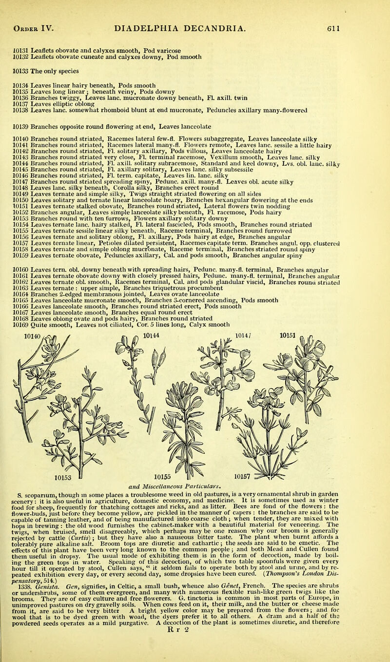 10131 Leaflets obovate and calyxes smooth, Pod varicose 10132 Leaflets obovate cuneate and calyxes downy, Pod smooth 10133 The only species 10134 Leaves linear hairy beneath, Pods smooth 10135 Leaves long linear; beneath veiny, Pods downy 10136 Branches twiggy, Leaves lane, mucronate downy beneath, FL axill. twin 10137 Leaves elliptic oblong 10138 Leaves lane, somewhat rhomboid blunt at end mucronate, Peduncles axillary many-flowered 10139 Branches opposite round flowering at end, Leaves lanceolate 10140 Branches round striated, Racemes lateral few-fl. Flowers subaggregate, Leaves lanceolate silky 10141 Branches round striated, Racemes lateral many-fl. Flowers remote, Leaves lane, sessile a little hairy 10142 Branches round striated, Fl. solitary axillary, Pods villous, Leaves lanceolate hairy 10143 Branches round striated very close, Fl. terminal racemose, Vexillum smooth, Leaves lane, silky 10144 Branches round striated, Fl. axill. solitary subracemose, Standard and keel downy, Lvs. obi. lane, silky 10145 Branches round striated, Fl. axillary solitary, Leaves lane, silky subsessile 10146 Branches round striated, Fl. term, capitate, Leaves lin. lane, silky 10147 Branches round striated spreading spiny, Pedunc. axill. many-fl. Leaves obi. acute silky 10148 Leaves lane, silky beneath, Corolla silky, Branches erect round 10149 Leaves ternate and simple silky, Twigs straight striated flowering on all sides 10150 Leaves solitary and ternate linear lanceolate hoary, Branches hexangular flowering at the ends 10151 Leaves ternate stalked obovate, Branches round striated, Lateral flowers twin nodding 10152 Branches angular, Leaves simple lanceolate silky beneath, Fl. racemose, Pods hairy 10153 Branches round with ten furrows, Flowers axillary solitary downy 10154 Leaves ternate lane, hairy stalked, Fl. lateral fascicled, Pods smooth, Branches round striated 10155 Leaves ternate sessile linear silky beneath, Raceme terminal, Branches round furrowed 10156 Leaves ternate and solitary oblong, Fl. axillary, Pods hairy at edge, Branches angular 10157 Leaves ternate linear, Petioles dilated persistent, Racemes capitate term. Branches angul. opp. clustered 10158 Leaves ternate and simple oblong mucronate, Raceme terminal. Branches striated round spiny 10159 Leaves ternate obovate, Peduncles axillary, Cal. and pods smooth, Branches angular spiny 10160 Leaves tern. obi. downy beneath with spreading hairs, Pedunc. many-fl. terminal, Branches angular 10161 Leaves ternate obovate downy with closely pressed hairs, Pedunc. many-fl. terminal, Branches angular 10162 Leaves ternate obL smooth, Racemes terminal, Cal. and pods glandular viscid. Branches rounu striated 10163 Leaves ternate: upper simple, Branches triquetrous procumbent 10164 Branches 2-edged membranous jointed, Leaves ovate lanceolate 10165 Leaves lanceolate mucronate smooth, Branches 3-cornered ascending, Pods smooth 10166 Leaves lanceolate smooth, Branches round striated erect, Pods smooth 10167 Leaves lanceolate smooth, Branches equal round erect 10168 Leaves oblong ovate and pods hairy, Branches round striated 10169 Quite smooth, Leaves not ciliated, Cor. 5 lines long, Calyx smooth and Miscellaneous Particulars. S. scoparium, though in some places a troublesome weed in old pastures, is a very ornamental shrub in garden scenery: it is also useful in agriculture, domestic economy, and medicine. It is sometimes used as winter food for sheep, frequently for thatching cottages and ricks, and as litter. Bees are fond of the flowers : the flower-buds, just before they become yellow, are pickled in the manner of capers : the branches are said to be capable of tanning leather, and of being manufactured into coarse cloth ; when tender, they are mixed with hops in brewing : the old wood furnishes the cabinet-maker with a beautiful material for veneering. The twigs, when bruised, smell disagreeably, which perhaps may be one reason why our broom is generally rejected by cattle (Curtis); but they have also a nauseous bitter taste. The plant when burnt affords a tolerably pure alkaline salt. Broom tops are diuretic and cathartic; the seeds are said to be emetic. The effects of this plant have been very long known to the common people; and both Mead and Cullen found them useful in dropsy. The usual mode of exhibiting them is in the form of decoction, made by boil- ing the green tops in water. Speaking of this decoction, of which two table spoonfuls were given every hour till it operated by stool, Cullen says,  it seldom fails to operate both by stool and urine, and by re- peated exhibition every day, or every second day, some dropsies have been cured. (Thompson's London Dis- pensatory, 514.) 1338. Genista. Gen, signifies, in Celtic, a small bush, whence also Genet, French. The species are shrubs or undershrubs, some of them evergreen, and many with numerous flexible rush-like green twigs like the brooms. Thev are of easy culture and free flowerers. G. tinctoria is common in most parts of Europe, in unimproved pastures on dry gravelly soils. When cows feed on it, their milk, and the butter or cheese made from it, are said to be very bitter A bright yellow color may be prepared from the flowers; and for wool that is to be dved green with woad, the dyers prefer it to all others. A dram and a half of the powdered seeds operates as a mild purgative. A decoction of the plant is sometimes diuretic, and therefore Rr 2