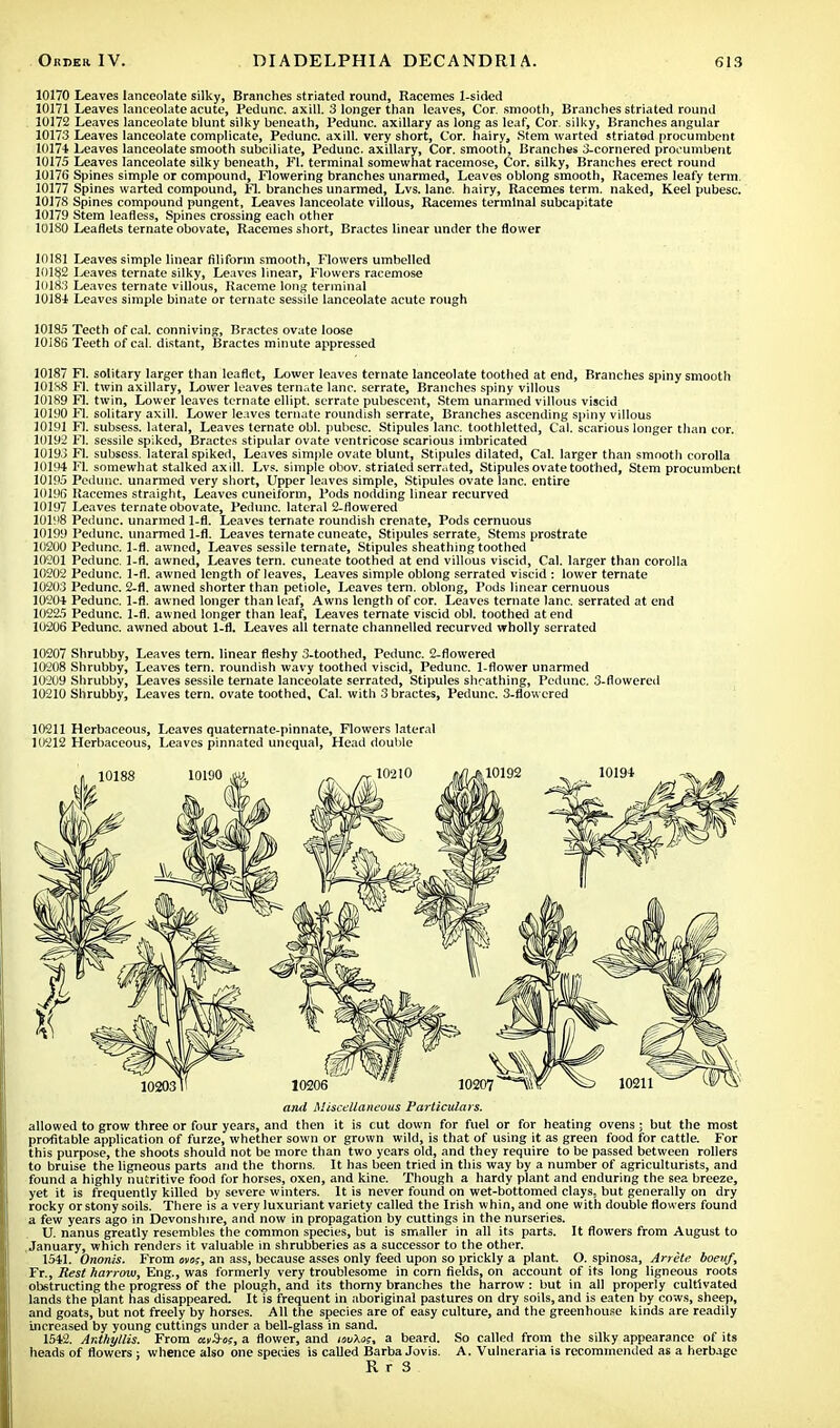 10170 Leaves lanceolate silky, Branches striated round, Racemes 1-sided 10171 Leaves lanceolate acute, Pedunc. axill. 3 longer than leaves, Cor. smooth, Branches striated round 10172 Leaves lanceolate blunt silky beneath, Pedunc. axillary as long as leaf, Cor. silky, Branches angular 10173 Leaves lanceolate complicate, Pedunc. axill. very short, Cor. hairy, Stem warted striated procumbent 10174 Leaves lanceolate smooth subciliate, Pedunc. axillary, Cor. smooth, Branches 3-comered procumbent 10175 Leaves lanceolate silky beneath, Fl. terminal somewhat racemose, Cor. silky, Branches erect round 10176 Spines simple or compound, Flowering branches unarmed, Leaves oblong smooth, Racemes leafy term. 10177 Spines warted compound, Fl. branches unarmed, Lvs. lane, hairy, Racemes term, naked, Keel pubesc. 10178 Spines compound pungent, Leaves lanceolate villous, Racemes terminal subcapitate 10179 Stem leafless, Spines crossing each other 10180 Leaflets ternate obovate, Racemes short, Bractes linear under the flower 10181 Leaves simple linear filiform smooth, Flowers umbelled 10182 Leaves ternate silky, Leaves linear, Flowers racemose 10183 Leaves ternate villous, Raceme long terminal 10181 Leaves simple binate or ternate sessile lanceolate acute rough 10185 Teeth of cal. conniving, Bractes ovate loose 10186 Teeth of cal. distant, Bractes minute appressed 10187 Fl. solitary larger than leaflet, Lower leaves ternate lanceolate toothed at end, Branches spiny smooth 10188 Fl. twin axillary, Lower loaves ternate lane, serrate, Branches spiny villous 10189 Fl. twin, Lower leaves ternate ellipt. serrate pubescent, Stem unarmed villous viscid 10190 Fl. solitary axill. Lower leaves ternate roundish serrate, Branches ascending spiny villous 10191 Fl. subsess. lateral, Leaves ternate obi. pubesc. Stipules lane, toothletted, Cal. scarious longer than cor. 10192 Fl. sessile spiked, Bractes stipular ovate ventricose scarious imbricated 10193 Fl. subsess. lateral spiked, Leaves simple ovate blunt, Stipules dilated, Cal. larger than smooth corolla 10194 Fl somewhat stalked axill. Lvs. simple obov. striated serrated, Stipules ovate toothed, Stem procumbent 10195 Pedunc. unarmed very short, Upper leaves simple, Stipules ovate lane, entire 10196 Racemes straight, Leaves cuneiform, Pods nodding linear recurved 10197 Leaves ternate obovate, Pedunc. lateral 2-flowered 10198 Pedunc. unarmed 1-fl. Leaves ternate roundish crenate, Pods cernuous 10199 Pedunc. unarmed 1-fl. Leaves ternate cuneate, Stipules serrate, Stems prostrate 11:200 Pedunc. 1-fl. awned, Leaves sessile ternate, Stipules sheathing toothed 10202 Pedunc. 1-fl. awned, Leaves tern, cuneate toothed at end villous viscid, Cal. larger than corolla 10203 Pedunc. 1-fl. awned length of leaves, Leaves simple oblong serrated viscid : lower ternate 10203 Pedunc. 2-fl. awned shorter than petiole, Leaves tern, oblong, Pods linear cernuous 10204 Pedunc. 1-fl. awned longer than leaf, Awns length of cor. Leaves ternate lane, serrated at end 10225 Pedunc. 1-fl. awned longer than leaf, Leaves ternate viscid obi. toothed at end 10206 Pedunc. awned about 1-fl. Leaves all ternate channelled recurved wholly serrated 10207 Shrubby, Leaves tern, linear fleshy 3-toothed, Pedunc. 2-flowered 10208 Shrubby, Leaves tern, roundish wavy toothed viscid, Pedunc. 1-flower unarmed 10209 Shrubby, Leaves sessile ternate lanceolate serrated, Stipules sheathing, Pedunc. 3-flowered 10210 Shrubby, Leaves tern, ovate toothed, Cal. with 3 bractes, Pedunc. 3-flowered 10211 Herbaceous, Leaves quaternate-pinnate, Flowers lateral 10212 Herbaceous, Leaves pinnated unequal, Head double and Miscellaneous Particulars. allowed to grow three or four years, and then it is cut down for fuel or for heating ovens; but the most profitable application of furze, whether sown or grown wild, is that of using it as green food for cattle. For this purpose, the shoots should not be more than two years old, and they require to be passed between rollers to bruise the ligneous parts and the thorns. It has been tried in this way by a number of agriculturists, and found a highly nutritive food for horses, oxen, and kine. Though a hardy plant and enduring the sea breeze, yet it is frequently killed by severe winters. It is never found on wet-bottomed clays, but generally on dry rocky or stony soils. There is a very luxuriant variety called the Irish whin, and one with double flowers found a few years ago in Devonshire, and now in propagation by cuttings in the nurseries. U. nanus greatly resembles the common species, but is smaller in all its parts. It flowers from August to January, which renders it valuable in shrubberies as a successor to the other. 1541. Ononis. From ova;, an ass, because asses only feed upon so prickly a plant. O. spinosa, Arrete. boeuf, Fr., Rest harrow, Eng., was formerly very troublesome in corn fields, on account of its long ligneous roots obstructing the progress of the plough, and its thorny branches the harrow: but in all properly cultivated lands the plant has disappeared. It is frequent in aboriginal pastures on dry soils, and is eaten by cows, sheep, and goats, but not freely by horses. All the species are of easy culture, and the greenhouse kinds are readily increased by young cuttings under a bell-glass in sand. 1542. Anthyllis. From avS-os, a flower, and tavXn;, a beard. So called from the silky appearance of its heads of flowers; whence also one species is called Barba Jovis. A. Vulneraria is recommended as a herbage R r 3