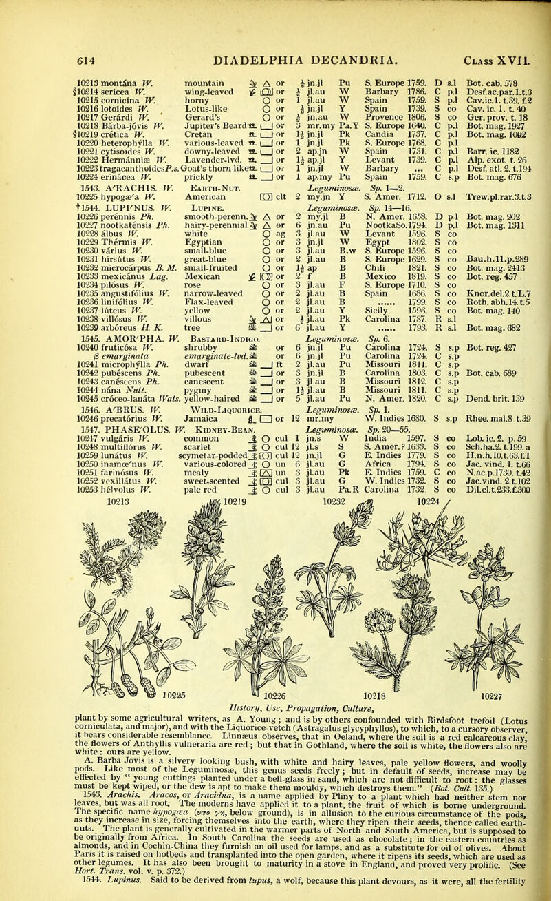 10213 §ioei4 10215 10216 10217 10218 §10219 10220 10221 10222 10223 10224 1543. 10225 tl544. 10226 10227 10228 10229 10230 10231 10232 10233 10234 10235 10236 10237 10238 10239 1545. 10240 montina W. serlcea W. comicina W. lotoides W. Gerardi W. Barba-jovis IV. cretica W. heterophylla W. cytisoides W. Hermannia; IV. mountain ^ A or wing-leaved j£ O) or horny O or Lotus-like O or Gerard's O or Jupiter's Beard tL \ | or Cretan tt- i 1 or various-leaved a. i | or downy-leaved tt. i | or Lavender-lvd. a. tragacantho'ides/'.i.Goat's thorn-likea. i n: erinacea W. A'RACHIS. hypogae'a W. LUPI'NUS. W. perennis Ph. nootkatensis Ph. Slbus IV. Thermis W. varius W. hirsutus W. prickly ft | or Earth-Nut. American KB clt Lupine. smooth-perenn.^i A or hairy-perennial 3t A or white Egyptian small-blue great-blue microcarpus B. M. small-fruited mexicanus Lag. Mexican pilosus JV. angustifolius W. linifolius W. luteus W. vill6sus W. arboreus H K. AMOR'PHA. fruticosa W. emarginata microphylla Ph pubescens Ph. canestens Ph. nana Nutt, IV. 10241 10242 10243 10244 10245 croceo-lanata Wats, yellow-haired St | or rose narrow-leaved Flax-leaved yellow villous tree Bastard-Indigo. shrubby -Ut emarginate-lvd. 3& dwarf pubescent Sis canescent Sis pygmy 3fe O ag O or O or O or O or £ EE or O or O or O or O or 32 ^AJ or 34 lor 1546. 10246 1547. 10247 10248 10259 10250 10251 10252 10253 A'BRUS. W. precatorius W. PHASE'OLUS. vulgaris W. multiflurus W. lunatus W. inamce'nus W. farin6sus W. voxillatus W. lielvolus W. 10213 Wild-Liquorice. Jamaica fl_ □ or W. Kidney-Bean. common _^ O cul scarlet O cul scymetar-poddedjg U3 cul various-colored Jg O un mealy Jg f/Sl un sweet-scented _J ED cul pale red _J O cul 10219 i jn.jl Pu i jl.au W 1 jl.au W i jn.jl Y J jn.au W 3 mr.my Pa.Y Xi jn.jl Pk 1 jn.jl Pk 2 ap.jn W 1| ap.jl Y 1 jn.jl W 1 ap.my Pu Leguminosee. 2 my.jn Y Leguminosee. 2 my.jl B 6 jn.au Pu 3 jl.au W 3 jn.jl W 3 jl.au B.w 2 jl.au B 1| ap B 2 f B 3 jl.au F 2 jl.au B 2 jl.au B 2 jl.au Y i jl.au Pk 6 jl.au Y Leguminosee. 6 jn.jl Pu 6 jn.jl Pu 2 jl.au Pu 3 jn.jl B 3 jl.au B lijl.au B 5 jl.au Pu Leguminosee. 12 mr.my Leguminosee. 1 jn.s W 12 jl.s S 12 jn.jl G 6 jl.au G 3 jl.au Pk 3 jl.au G 3 jl.au Pa.R 10232 S. Europe 1759. Barbary 1786. Spain 1759. Spain 1739. Provence 1806. S. Europe 1640. Candia 1737. S. Europe 1768. Spain 1731. Levant 1739. Barbary Spain 1759. Sp. 1—2. S. Amer. 1712. Sp. 14—16. N. Amer. 1658. NootkaSo.1794. Levant 1596. Egypt 1802. S. Europe 1596. S. Europe 1629. Chili 1821. Mexico 1819. S. Europe 1710. Spain 1686. 1799. Sicily 1596. Carolina 1787. 1793. Sp. 6. Carolina Carolina Missouri Carolina Missouri Missouri N. Amer. D s.l C p.l 1724. 1724. 1811. 1803. 1812. 1811. 1820. \vC Indies 1680. Sp. 20—55. India 1597. S. Amer. ? 1633. E. Indies 1779. Africa 1794. E. Indies 1759. W. Indies 1732. Carolina 1732 Bot. cab. 578 Desf.ac.par.l.t.3 Cav.ic.l.t.39. f.2 Cav. ic. 1. t. 40 Ger. prov. 1.18 Bot. mag. 1927 Bot. mag. 1002 Barr. ic. 1182 Alp. exot. t. 26 Desf. atl.2. t.194 Bot. mag. 676 O s.l Trew.pl.rar.3.t.3 D pi D p.l S co S co S co S co S co S co S co S co S co S co R s.l R s.l S s.p C s.p C s.p C s.p C s.p C s.p C s.p S s.p S co S co S co S co C co S co S co Bot. mag. 202 Bot. mag. 1311 Bau.h.ll.p.289 Bot. mag. 2413 Bot. reg. 457 Knor.del.2.t.L.7 Roth.abh.14. t.5 Bot. mag. 140 Bot. mag. 682 Bot. reg. 427 Bot. cab. 689 Dend. brit. 139 Rhee. mal.8 t.39 Lob. ic. 2. p. 59 Sch.ha.2. t.l99.a H.n.h.l0.t.63.f.l Jac. vind. 1.1.66 N.ac.p.1730. t.42 Jac.vind. 2.U02 Dil.el.t.233.f.3O0 10221 10218 10227 10225 «1 10226 History, Use, Propagation, Culture, plant by some agricultural writers, as A. Young; and is by others confounded with Birdsfoot trefoil (Lotus corniculata, and major), and with the Liquorice-vetch (Astragalus glycyphyllos), to which, to a cursory observer, it bears considerable resemblance. Linnams observes, that in Oeland, where the soil is a red calcareous clay the flowers ot Anthylhs vulneraria are red; but that in Gothland, where the soil is white, the flowers also are white: ours are yellow. A. Barba Jovis is a silvery looking bush, with white and hairy leaves, pale yellow flowers, and woolly pods. Like most of the Leguminoste, this genus seeds freely; but in default of seeds, increase may be effected by  young cuttings planted under a bell-glass in sand, which are not difficult to root: the glasses must be kept wiped, or the dew is apt to make them mouldy, which destroys them. (Bot. Cult. 135.) 1543. Arachis. Aracos, or Aracielna, is a name applied by Pliny to a plant which had neither stem nor leaves, but was all root. The moderns have applied it to a plant, the fruit of which is borne underground. 1 he specific name hypogeca (uvo yi, below ground), is in allusion to the curious circumstance of the pods, as they increase in size, forcing themselves into the earth, where they ripen their seeds, thence called earth- outs. The plant is generally cultivated in the warmer parts of North and South America, but is supposed to be originally from Africa. In South Carolina the seeds are used as chocolate; in the eastern countries as almonds, and in Cochin-China they furnish an oil used for lamps, and as a substitute for oil of olives. 4bout Paris it is raised on hotbeds and transplanted into the open garden, where it ripens its seeds, which are used as other legumes. It has also been brought to maturity in a stove in England, and proved very prolific. (See llort. Trans, vol. v. p. 372.) 1544. Lupinus. Said to be derived from lupus, a wolf, because this plant devours, as it were, all the fertility