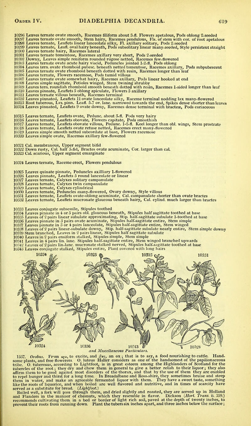 10296 Leaves ternate ovate smooth, Racemes filiform about 3-fl. Flowers apetalous, Pods oblong 2-seeded 10297 Leaves ternate ovate smooth, Stem hairy, Racemes pendulous, Fls. of stem with cor. of root apetalous 10298 Leaves ternate, Leaflets linear lanceolate silky, Fl. axillary solitary, Pods 2-seeded 10299 Leaves ternate, Leafl. oval hairy beneath, Pods subsolitary linear many-seeded, Style persistent straight 10300 Leaves ternate hairy, Racemes lateral 10301 Leaves ternate tomentose, Racemes axillary very short, Pods 2-seeded 10302 Downy, Leaves simple reniform rounded rugose netted, Racemes few-flowered 10303 Leaves ternate ovate acute hairy viscid, Peduncles jointed 1-2-fl. Pods oblong 10304 Leaves tern, ovate rhomboid pubesc. beneath netted tomentose, Racemes axillary, Pods subpubescent 10305 Leaves ternate ovate rhomboid beneath dotted with resin, Racemes longer than leaf 10306 Leaves ternate, Flowers racemose, Pods tumid villous 10307 Leaves ternate ovate somewhat hairy, Racemes axillary, Pods linear hooked at end 10308 Leaves simple sagittate, Petioles winged, Stem twining shrubby 10309 Leaves tern, roundish rhomboid smooth beneath dotted with resin, Racemes 1-sided longer than leaf 10310 Leaves pinnate, Leaflets 5 oblong apiculate, Flowers 3 axillary 10311 Leaves ternate villous beneath, Racemes terminal 10312 Leaves pinnated, Leaflets 11 ovate lanceolate silky, Raceme terminal nodding lax many-flowered 10313 Root tuberous, Lvs. pinn. Leafl. 5-7 ov. lane, narrowed towards the end, Spikes dense shorter than leaves 10314 Leaves pinnated, Leaflets 9 ovate downy, Racemes dense terminal with bractea;, Pods coriaceous 10315 Leaves ternate, Leaflets ovate, Pedunc. about 3-fl. Pods very hairy 10316 Leaves ternate, Leaflets obovate, Flowers capitate, Pods smoothish 10317 Leaves ternate, Leaflets obovate villous, Pedunc. 1-2-fl. Keel longer than obi. wings, Stem prostrate 10318 Leaves ternate, Leaflets ovate retuse netted, Racemes erect many-flowered 10319 Leaves simple smooth netted subcordate at base, Flowers racemose 10320 Leaves simple ovate. Racemes axillary few-flowered 10321 Cal. membranous, Upper segment bifid 10322 Down rusty, Cal. half 5-fid, Bractes ovate acuminate, Cor. larger than caL 10323 CaL scarious, Upper segment emarginate 10324 Leaves ternate, Raceme erect, Flowers pendulous 10325 Leaves quinate pinnate, Peduncles axilliary 1-Howered 10326 Leaves pinnate, Leaflets 5 round lanceolate or linear 10327 Leaves ternate, Calyxes solitary campanulate 10328 Leaves ternate, Calyxes twin campanulate 10329 Leaves ternate, Calyxes cylindrical 10330 Leaves ternate, Peduncles many-flowered, Ovary downy, Style villous 10331 Leaves ternate, Leaflets ovate-oblong acuminate, Cal. campanulate shorter than ovate bractes 10332 Leaves ternate, Leaflets mucronate glaucous beneath hairy, Cal. cylind. much larger than bractes 10333 Leaves conjugate subsessile, Stipules toothed 10334 Leaves pinnate in 4 or 5 pairs obi. glaucous beneath, Stipules half sagittate toothed at base 10335 Leaves of 2 pairs linear subulate approximating, Stip. half-sagittate subulate 1-toothed at base 10336 Leaves pinnate in 3 pairs ovate acuminate, Stipules half-sagittate entire, Stem simple 10337 Leaves pinnate in 3 or 4 pairs lanceolate, Stipules half-sagittate entire, Stem winged 10338 Leaves of 2 pairs linear-subulate downy, Stip. half-sagittate subulate nearly entire, Stem simple downy 10339 Stem branched, Leaves in 2 pairs linear, Stipules half sagittate subulate 10340 Leaves in 2 pairs ensiform stalked, Stipules simple, Stem simple 10341 Leaves in 4 pairs lin. lane. Stipules half-sagittate entire, Stem winged branched upwards 10342 Leaves of 2 pairs lin-lanc. mucronate stalked nerved, Stipules half-sagittate toothed at base 10343 Leaves conjugate stalked, Stipules entire, Plant covered with long hairs 1557. Orobus. From o%ui, to excite, and fSas, an ox; that is to say, a food nourishing to cattle. Hand- some plants, and free flowerers O. luteus Haller considers as one of the handsomest of the papilionaceous tribe. O. tuberosus, according to Lightfoot, is in great esteem among the Highlanders of Scotland for the tubercles of the root; they dry and chew them in general to give a better relish to their liquor; they also affirm them to be good against most disorders of the thorax, and that by the use of them they are enabled to repel hunger and thirst for a long time. In Breadalbane and Ross-shire, they sometimes bruise and steep them in water, and make an agreeable fermented liquor with them. They have a sweet taste, something like the roots of liquorice, and when boiled are well flavored and nutritive, and in times of scarcity have served as a substitute for bread. {Lightfoot.) Boiled well, a fork will pass through them, and dried slightly and roasted, they are served up in Holland and Flanders in the manner of chesnuts, which they resemble in flavor. Dickson {Hort. Trans, ii. 359.) recommends cultivating them in a bed or border of light rich soil, paved at the depth of twenty inches, to prevent their roots from running down. Plant the tubers six inches apart, and three inches below the surface; and Miscellaneous Particulars.