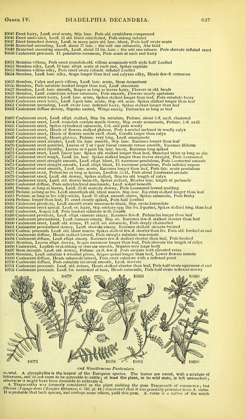 10645 Erect hairy, Leaf], oval acute, Stip. lane. Pods obi. cymbiform compressed 10646 Erect undivided, Lead. 11 obi. blunt subciliated, Pods oblong inflated 10647 Erect branched downy, Leafl. in many pairs obi. lane, blunt, Pods half ovate acute 10648 Branched ascending, Leafl. about 17 lane. : the odd one subsessile, Ala; bifid 10649 Branched ascending smooth, Leafl. about 11 lin.-lanc.: the odd onesubsess. Pods obovate inflated erect 10650 Caulescent procumb. Fl. pendulous racemose, Pods acute at each end hairy 10651 Stemless villous, Pods erect roundish-obl. villous acuminate with style half 2-celled 10652 Stemless silky, Leafl. 19 lane, ellipt. acute at each end, Spikes capitate 10653 Stemless villous silky, Pods erect ovate cylindr. inflated 2-celled 10654 Stemless, Leafl. lane, silky, Scape longer than leaf and calyxes silky, Heads few-fl. cernuous 10655 Stemless, Calyx and pods villous, Leafl. lane, acute, Stem decumbent 10656 Stemless, Pods subulate hooked longer than leaf, Leafl. obcordate 10657 Stemless, Leafl. lane, smooth, Scapes as long as leaves hairy, Flowers in obi. heads 10658 Stemless, Leafl. cuneiform retuse subsessile, Pods smooth, Flowers nearly apetalous 10659 Caulescent erect hairy, Leafl. lane, acute, Spikes stalked longer than leaf, Pods subulate hairy 10660 Caulescent erect hairy, Leafl. 3-pair lane, acute, Stip. obi. acun. Spikes stalked longer than leaf 10661 Caulescent ascending, Leafl. ovate lane, deflexed hairy, Spikes stalked longer than leaf 10662 Caulescent diffuse downy, Stipules united, Wings emarg. Peduncles as long as leaf 10663 Caulescent erect, Leafl. ellipt. stalked, Stip. lin. subulate, Pedunc. about 3-fl. axill. clustered 10664 Caulescent erect, Leaf], roundish cordate sessile downy, Stip. ovate acuminate, Pedunc. 1-fl. axill. 10665 Caulescent erect, Spikes cylindrical subsessile, Cal. and pods woolly 10666 Caulescent erect, Heads of flowers stalked globose, Pods 4-seeded inclosed in woolly calyx 10667 Caulescent erect, Heads of flowers sessile axill. short, Corolla larger than calyx 10668 Caulescent erect, Heads globose, Pedunc. very long, Leafl. emarginate 10669 Caulescent erect striated, Leafl. lin. lane, smooth, Stip. lane. Racemes longer than leaf 10670 Caulescent erect panicled, Leaves of 2 or 3 pair linear cuneate retuse smooth, Racemes filiform 10671 Caulescent erect shrubby, Leaves in 6 pairs lin. lane, hoary, Racemes long spiked 10672 Caulescent erect, Lead, linear lane. Spikes obi. stalked longer than leaf, Standard twice as long as alfe 10673 Caulescent erect rough, Leafl. lin. lane Spikes stalked longer than leaves straight, Pods 3-cornered 10674 Caulescent erect straight smooth, Leafl. ellipt. blunt, Fl. racemose pendulous, Pods 3-cornered smooth 10675 Caulescent erect straight smooth, Leafl. ellipt. blunt, Fl. racemose pendulous, Pods inflated rugose 10676 Caulescent erect smooth, Leafl. lane, acute, Racemes longer than leaf, Pods falc. acute pendulous 10677 Caulescent erect, Peduncles as long as leaves, Leaflets 33-41, Pods about 3-cornered arcuate 10678 Caulescent erect, Leafl. obi. downy, Spikes stalked, Bractes obi. length of calyx 10679 Caulescent erect, Leafl. obi. downy beneath, Spikes stalked, Bractes lane, length of peduncle 10680 Caulescent diffuse, Pods subcylindrical mucronate, Leafl. naked beneath 10681 Pedunc. as long as leaves, Leafl. 33-41 scarcely downy, Pods 3-cornered bowed nodding 10682 Pedunc. as long as lvs. Leafl. smoothish obi. blunt mucro. Stip. lane. Racemes stalked longer than leaf 10683 Pedunc. as long as lvs. silky-white, Leafl. 21 ellipt. smooth above, Spikes subsessile, Pods fleshy 10684 Pedunc. longer than leaf, Fl. erect closely spiked, Pods half 2-celled 10685 Caulescent prostrate, Leafl. smooth ovate mucronate blunt, Stip. ovate-lanceolate 10686 Caulescent erect spread. Leafl. ov. hairy, Stip. solitary opp. the lvs. 2-parted, Spikes stalked long, than leaf 10687 Caulescent, Scapes 2-fl. Pods hooked subulate with 2-keels 10688 Caulescent prostrate, Leafl. ellipt. cuneate emarg. Racemes few-fl. Peduncles longer than leaf 10689 Caulescent procumbent, Leafl. cuneate emarg. Stip. ov. Racemes few-fl. stalked shorter than leaf 10690 Caulescent erect, Leafl. obi. retuse, Fl. axill. sol. subsessile, Pods deeply channelled 10691 Caulescent procumbent downy, Leafl. obovate emarg. Racemes stalked arcuate twisted 10692 Caulesc. procumb. Leafl. obi. blunt mucro. Spikes stalked few-fl. shorter than lvs. Pods obi. hooked at end 10693 Caulescent diffuse, Heads stalked lateral, Pods straight subulate mucronate 10694 Caulescent difluse, Leafl. ellipt. emarg. Racemes few-fl. stalked shorter than leaf, Pods hooked 10695 Stemless, Leaves ellipt. downy, Scapes racemose longer than leaf, Pods obovate the length of calyx 10696 Caulescent, Leaflets oval-oblong or obovate smooth, Stipules very large leafy 10697 Stem decumb. Leafl. obi. downy, Pedunc. axill. few-fl. Pods arcuate with elevated veins 10698 Stemless, Leafl. subulate 4 whorled pilose, Scapes spiked longer than leaf, Lower flowers remote 10699 Caulescent diffuse, Heads subsessile lateral, Pods erect subulate with a reflexed point 10700 Caulescent diffuse, Pods subulate incurved smooth, Leafl. obovate 10701 Caulescent procumb. Leafl. obi. retuse, Heads stalked shorter than leaf, Pods half ovate squamose at end 10702 Caulescent procumb. Leafl. lin. narrowed at base, Heads subsessile, Pods half ovate reflexed downy and Miscellaneous Particulars. mental. A. glycyphyllos is the largest of the European species. The leaves are sweet, with a mixture of bitterness, and do not seem to be agreeable to cattle; at least the plant, in its wild state, is left untouched ; otherwise it might have been desirable to cultivate it. A. Tragacantha was formerly considered as the plant yielding the gum Tragacanfh of commerce: but Olivier i Voyage dans I'Empire Ottoman, v. 342. pi. 44.) discovered that it was generally procured from A. verus. It is probable that both species, and perhaps some others, yield this gum. A. verus is a native of the north