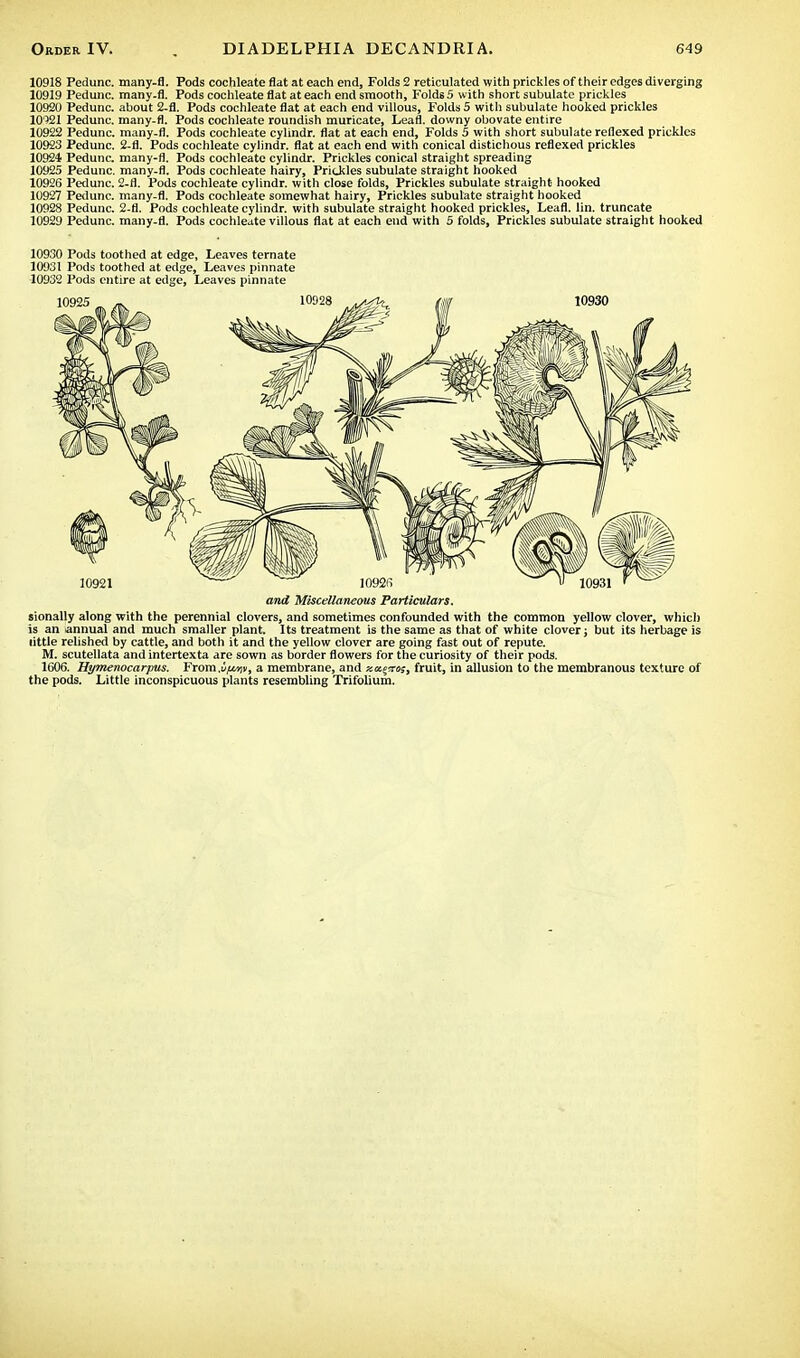 10918 Pedunc. many-fl. Pods cochleate flat at each end, Folds 2 reticulated with prickles of their edges diverging 10919 Pedunc. many-fl. Pods cochleate flat at each end smooth, Folds 5 with short subulate prickles 10920 Pedunc. about 2-fl. Pods cochleate flat at each end villous, Folds 5 with subulate hooked prickles 10'521 Pedunc. many-fl. Pods cochleate roundish muricate, Leafl. downy obovate entire 10922 Pedunc. many-fl. Pods cochleate cylindr. flat at each end, Folds 5 with short subulate reflexed prickles 10923 Pedunc. 2-fl. Pods cochleate cylindr. flat at each end with conical distichous reflexed prickles 10924 Pedunc. many-fl. Pods cochleate cylindr. Prickles conical straight spreading 10925 Pedunc. many-fl. Pods cochleate hairy, Prickles subulate straight hooked 10926 Pedunc. 2-fl. Pods cochleate cylindr. with close folds, Prickles subulate straight hooked 10927 Pedunc. many-fl. Pods cochleate somewhat hairy, Prickles subulate straight hooked 10928 Pedunc. 2-fl. Pods cochleate cylindr. with subulate straight hooked prickles, Leafl. lin. truncate 10929 Pedunc. many-fl. Pods cochleate villous flat at each end with 5 folds, Prickles subulate straight hooked 10930 Pods toothed at edge, Leaves ternate 10931 Pods toothed at edge, Leaves pinnate 10932 Pods entire at edge, Leaves pinnate and Miscellaneous Particulars. sionally along with the perennial clovers, and sometimes confounded with the common yellow clover, which is an annual and much smaller plant. Its treatment is the same as that of white clover; but its herbage is little relished by cattle, and both it and the yellow clover are going fast out of repute. M. scutellata and intertexta are sown as border flowers for the curiosity of their pods. 1606. Hymenocarjms. From .v/miv, a membrane, and zucjjro;, fruit, in allusion to the membranous texture of the pods. Little inconspicuous plants resembling Trifolium.