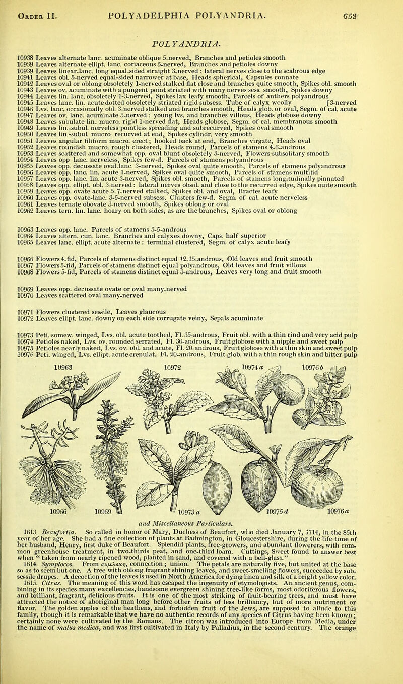 POLYANDRI A. 10938 Leaves alternate lane, acuminate oblique 5-nerved, Branches and petioles smooth 10939 Leaves alternate ellipt. lane, coriaceous 5-nerved, Branches and petioles downy 10939 Leaves linear-lane, long equal-sided straight 3-nerved i lateral nerves close to the scabrous edge 10941 Leaves obi. 5-nerved equal-sided narrower at base, Heads spherical, Capsules connate 10942 Leaves oval or oblong obsoletely 1-nerved stalked flat close and branches quite smooth, Spikes obi. smooth 10943 Leaves ov. acuminate with a pungent point striated with many nerves sess. smooth, Spikes downy 10944 Leaves lin. lane, obsoletely 1-3-nerved, Spikes lax leafy smooth. Parcels of anthers polyandrous 10945 Leaves lane. lin. acute dotted obsoletely striated rigid subsess. Tube of calyx woolly [3-nerved 10946 Lvs. lane, occasionally obi. 3-nerved stalked and branches smooth, Heads glob, or oval, Segm. of cal. acute 10947 Leaves ov. lane, acuminate 3-nerved : young lvs. and branches villous, Heads globose downy 10948 Leaves subulate lin. mucro. rigid 1-nerved flat, Heads globose, Segm. of cal. membranous smooth 10949 Leaves lin.-subul. nerveless pointless spreading and subrecurved, Spikes oval smooth 10950 Leaves lin.-subul. mucro recurved at end, Spikes cylindr. very smooth 10951 Leaves angular filiform mucro. erect; hooked back at end, Branches virgate, Heads oval 10952 Leaves roundish mucro. rough clustered, Heads round, Parcels of stamens 4-fi-androus 10953 Leaves scattered and somewhat opp. oval blunt obsoletely 3-nerved, Flowers subsolitary smooth 10954 Leaves opp lane, nerveless, Spikes few-fl. Parcels of stamens polyandrous 10955 Leaves opp. decussate oval-lanc. 3-nerved, Spikes oval quite smooth, Parcels of stamens polyandrous 10956 Leaves opp. lane. lin. acute 1-nerved, Spikes oval quite smooth, Parcels of stamens multifid 10957 Leaves opp. lane. lin. acute 3-nerved, Spikes obi. smooth, Parcels of stamens longitudinally pinnated 10958 Leaves opp. ellipt. obi. 3-nerved : lateral nerves obsol. and close to the recurved edge, Spikes Quite smooth 10959 Leaves opp. ovate acute 5-7-nerved stalked, Spikes obi. and oval, Bractes leafy 10960 Leaves opp. ovate-Ianc. 3-5-nerved subsess. Clusters few-fl. Segm. of cal. acute nerveless 10961 Leaves temate obovate 3-nerved smooth, Spikes oblong or oval 10962 Leaves tern. lin. lane, hoary on both sides, as are the branches, Spikes oval or oblong 10963 Leaves opp. lane. Parcels of stamens 3-5-androus 10964 Leaves altern. cun. lane. Branches and calyxes downy, Caps, half superior 10965 Leaves lane, ellipt. acute alternate : terminal clustered, Segm. of calyx acute leafy 10966 Flowers 4-fid, Parcels of stamens distinct equal I2-15-androus, Old leaves and fruit smooth 10967 Flowers 5-fid, Parcels of stamens distinct equal polyandrous, Old leaves and fruit villous 10968 Flowers 5-fid, Parcels of stamens distinct equal 3-androus, Leaves very long and fruit smooth 10969 Leaves opp. decussate ovate or oval many-nerved 10970 Leaves scattered oval many-nerved 10971 Flowers clustered sessile, Leaves glaucous 10972 Leaves ellipt. lane, downy on each side corrugate veiny, Sepals acuminate 10973 Peti. somevv. winged, Lvs. obi. acute toothed, Fl. 35-androus, Fruit obi. with a thin rind and very acid pulp 10974 Petioles naked, Lvs. ov. rounded serrated, Fl. 30-androus, Fruit globose with a nipple and sweet pulp 10975 Petioles nearly naked, Lvs. ov. obi. and acute, Fl. 20-androus, Fruitglobose with a thin skin and sweet pulp 10976 Peti. winged, Lvs. ellipt. acute crenulat. Fl. 20-androus, Fruit glob, with a thin rough skin and bitter pulp and Miscellaneous Particulars. 1613. Beaufmtia. So called in honor of Mary, Duchess of Beaufort, wl;o died January 7, 1714, in the 85th year of her age. She had a fine collection of plants at Badmington, in Gloucestershire, during the life-time of her husband, Henry, first duke of Beaufort. Splendid plants, free-growers, and abundant flowerers, with com- mon greenhouse treatment, in two-thirds peat, and one-third loam. Cuttings, Sweet found to answer best when  taken from nearly ripened wood, planted in sand, and covered with a bell-glass. 1614. Symplocos. From cupiXoy.^, connection ; union. The petals are naturally five, but united at the base so as to seem but one. A tree with oblong fragrant shining leaves, and sweet-smelling flowers, succeeded by sub- sessile drupes. A decoction of the leaves is used in North America for dying linen and silk of a bright yellow color. 1615. Citrus. The meaning of this word has escaped the ingenuity of etymologists. An ancient genus, com- bining in its species many excellencies, handsome evergreen shining tree-like forms, most odoriferous flowers, and brilliant, fragrant, delicious fruits. It is one of the most striking of fruit-bearing trees, and must have attracted the notice of aboriginal man long before other fruits of less brilliancy, but of more nutriment or flavor. The golden apples of the heathens, and forbidden fruit of the Jews, are supposed to allude to this family, though it is remarkable that we have no authentic records of any species of Citrus having been known; certainly none were cultivated by the Romans. The citron was introduced into Europe from Media, under the name of malus medica, and was first cultivated in Italy by Palladius, in the second century. The orange