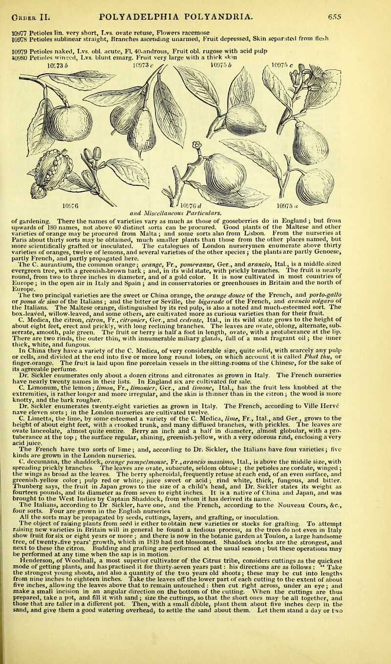 10977 Petioles lin. very short, Lvs. ovate retuse, Flowers racemose 10978 Petioles sublinear straight, Branches ascending unarmed, Fruit depressed, Skin separated from flesh 10979 Petioles naked, Lvs. obi. acute, Fl. 40-androus, Fruit obi. rugose with acid pidp 10980 Petioles winged, Lvs. blunt emarg. Fruit very large with a thick skin and Miscellaneous Particulars. of gardening. There the names of varieties vary as much as those of gooseberries do in England ; but from upwards of 180 names, not above 40 distinct sorts can be procured. Good plants of the Maltese and other varieties of orange may be procured from Malta; and some sorts also from Lisbon. From the nurseries at Paris about thirty sorts may be obtained, much smaller plants than those from the other places named, but more scientifically grafted or inoculated. The catalogues of London nurserymen enumerate above thirty varieties of oranges, twelve of lemons, and several varieties of the other species ; the plants are partly Genoese, partly French, and partly propagated here. The C. aurantium, the common orange; orange, Fr., pomrranze, Ger., and arancio, Ital., is a rniddle-sized evergreen tree, with a greenish-brown bark ; and, in its wild state, with prickly branches. The fruit is nearly round, from two to three inches in diameter, and of a gold color. It is now cultivated in most countries of Europe ; in the open air in Italy and Spain ; and in conservatories or greenhouses in Britain and the north of Europe. The two principal varieties are the sweet or China orange, the orange douce of the French, and porto-gallo or poma de sino of the Italians ; and the bitter or Seville, the bigarade of the French, and arancio volgaro of the Italians. The Maltese orange, distinguished by its red pulp, is also a noted and much-esteemed sort. The box-leaved, willow-leaved, and some others, are cultivated more as curious varieties than for their fruit. C. Medica, the citron, citron, Fr., citronier, Ger., and cedrate, Ital., in its wild state grows to the height of about eight feet, erect and prickly, with long reclining branches. The leaves are ovate, oblong, alternate, sub- serrate, smooth, pale green. The fruit or berry is half a foot in length, ovate, with a protuberance at the lip. There are two rinds, the outer thin, with innumerable miliary glands, full of a most fragrant oil; the inner thick, white, and fungous. In China they have a variety of the C. Medica, of very considerable size, quite solid, with scarcely any pulp or cells, and divided at the end into five or more long round lobes, on which account it is called Phut thu, or finger-orange. The fruit is laid upon fine porcelain vessels in the sitting-rooms of the Chinese, for the sake of its agreeable perfume. Dr. Sickler enumerates only about a dozen citrons and citronates as grown in Italy. The French nurseries have nearly twenty names in their lists. In England six are cultivated for sale. C. Limonum, the lemon; limon, Fr., limonier, Ger., and limone, Ital., has the fruit less knobbed at the extremities, is rather longer and more irregular, and the skin is thinner than in the citron ; the wood is more knotty, and the bark rougher. Dr. Sickler enumerates twenty-eight varieties as grown in Italy. The French, according to Ville Herve' nave eleven sorts; in the London nurseries are cultivated twelve. C. Limetta, the lime, by some esteemed a variety of the C. Medica, lime, Fr., Ital., and Ger., grows to the height of about eight feet, with a crooked trunk, and many diffused branches, with prickles. The leaves are ovate lanceolate, almost quite entire. Berry an inch and a half in diameter, almost globular, with a pro- tuberance at the top ; the surface regular, shining, greenish-yellow, with a very odorous rind, enclosing a very acid juice. The French have two sorts of lime; and, according to Dr. Sickler, the Italians have four varieties; five kinds are grown in the London nurseries. C. decumana, the shaddock, orange pampelrnouse, Fr., arancio massimo, Ital., is above the middle size, with spreading prickly branches. The leaves are ovate, subacute, seldom obtuse ; the petioles are cordate, winged ; the wings as broad as the leaves. The berry spheroidal, frequently retuse at each end, of an even surface, and greenish-yellow color; pulp red or white; juice sweet or acid ; rind white, thick, fungous, and bitter. Thunberg says, the fruit in Japan grows to the size of a child's head, and Dr. Sickler states its weight as fourteen pounds, and its diameter as from seven to eight inches. It is a native of China and Japan, anil was brought to the West Indies by Captain Shaddock, from whom it has derived its name. The Italians, according to Dr. Sickler, have one, and the French, according to the Nouveau Cours, &c, four sorts. Four are grown in the English nurseries. All the sorts may be propagated by seeds, cuttings, layers, and grafting, or inoculation. The object of raising plants from seed is either to obtain new varieties or stocks for grafting. To attempt raising new varieties in Britain will in general be found a tedious process, as the trees do not even in Italy show fruit for six or eight years or more ; and there is now in the botanic garden at Toulon, a large handsome tree, of twenty-five years' growth, which in 1819 had not blossomed. Shaddock stocks are the strongest, and next to these the citron. Budding and grafting are performed at the usual season; but these operations may be performed at any time when the sap is in motion. Henderson, of Woodhall, a most superior cultivator of the Citrus tribe, considers cuttings as the quickest mode of getting plants, and has practised it for thirty-seven years past: his directions are as follows:  Take the strongest young shoots, and also a quantity of the two years old shoots; these may he cut into lengths from nine inches to eighteen inches. Take the leaves off the lower part of each cutting to the extent of about five inches, allowing the leaves above that to remain untouched : then cut right across, under an eye; and make a small incision in an angular direction on the bottom of the cutting. When the cuttings are thus prepared, take a pot, and fill it with sand ; size the cuttings, so that the short ones may be all together, and those that are taller in a different pot. Then, with a small dibble, plant them about five inches deep in the sand, and give them a good watering overhead, to settle the sand about them. Let them stand a day or two