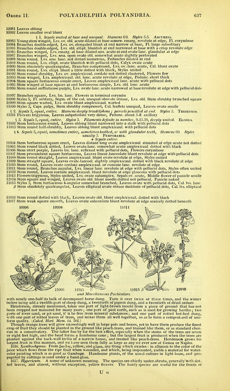 10981 Leaves oblong 10982 Leaves smaller oval blunt § 1. Sepals united at base and unequal. Stamens 00. Styles 3-5. Ascyreia. 10983 Young stem winged, Lvs. ov. obi. acute dilated at base somew. emarg, revolute at edge, FT. corymbose 10984 Branches double-edged, Lvs. ov. elongated blunt at end narrow at base, FT. large subsolitary 10985 Branches double-edged, Lvs. obL ellipt. bluntish at end narrowed at base with a crisp revolute edge 1098(3 Branches winged, Lvs. emarg. at base dilated sess. acute at end ovate lane, glandular at edge 10987 Branches winged, Lvs. sess. open ovate obi. somewhat acute slightly perforated 10988 Stem round, Lvs. sess. lane, not dotted numerous, Peduncles dilated at end 10989 Stem round, Lvs. ellipt. ovate bluntish with pellucid dots, Calyx ovate acute 10990 Stem obsoletely quadrangular, Branches compressed, Lvs. ov.-lanc. acute, Cal. blunt ovate 10991 Stem round, Lvs. ellipt. blunt a little dotted with black, Styles united 10992 Stem round shrubby, Lvs. ov. amplexicaul. cordate not dotted clustered, Flowers few 10993 Stem winged, Lvs. amplexicaul. obi. lane, acute revolute at edge, Pedunc. short thick 10994 Stem square herbaceous simple erect, Leaves amplexicaul lane, acute with pellucid dots 10995 Stem winged at base square at end herbaceous simple, Lvs. obi. lane, acute 10996 Stem round suffruticose purple, Lvs. ovate lane, acute narrowed at base revolute at edge with pellucid dots 10997 Branches square, Lvs. lin. lane. Flowers in terminal corymbs 10998 Styles 5, FT. solitary, Segm. of the cal. unequal obovate obtuse, Lvs. obi. Stem shrubby branched square 10999 Stem square warted, Lvs. ovate blunt amplexicaul. warted 11000 Styles 3, Caps, pulpy, Stem shrubby compressed, Cal. leaflets unequal, Leaves ovate sessile § 2. Sepals 5, equal, entire. Stamens deeply triadelphous ; parcels pencilled at end. Styles 3. Tridesmos. 11001 Flowers trigynous, Leaves subpetiolate very dense, Pedunc. about 5-fl. axillary \ 3. Sepals 5, equal, entire. Styles 3. Filaments definite in number, 9-15-18, deeply united. Elodea. 11002 Stem herbaceous round, Leaves oblong blunt narrowed into a stalk with pellucid dots 11003 Stem round half-shrubby, Leaves oblong blunt amplexicaul. with pellucid dots ^ 4. Sepals 5, equal, sometimes entire, sometimes toothed, or with glandular teeth, Stamens 00. Styles usually 3. Perforaria. * Sepals entire. 11004 Stem herbaceous square erect, Leaves distant long ovate amplexicaul sinuated at edge acute not dotted 11005 Stem round black dotted, Leaves ovate-lanc. somewhat acute amplexicaul dotted with black 11006 Stem erect purple, Leaves lin. lane, reflexed with pellucid dots, Flowers corymbose 11007 Stem procumbent square herbaceous, Leaves linear-lanceolate blunt revolute at edge with pellucid dots 11008 Stem round straight, Leaves amplexicaul. blunt ovate revolute at edge, Styles united 11009 Stem straight square, Leaves ovate.lanceol. slightly amplexicaul. dotted with black revolute at edge 11010 Stem round, Leaves ovate cordate amplexicaul. or cuneate lane, revolute at edge 11011 Stem round, Branches angular, Lvs. linear lane, revolute at edge with pellucid dots, Styles often united 11012 Stem round, Leaves cordate amplexicaul. blunt revolute at edge glaucous with pellucid dots 11013 Flowers trigynous, Styles united, Lvs. ovate subamplex. Sepals ov. acute, Middle flower of panicle sessile 11014 Stem square and winged, Leaves ovate obi. blunt needle-dotted not pellucid, Panicle naked 11015 Styles 3, Stem herbaceous 4-angular somewhat branched, Leaves ovate with pellucid dots, Cal. lvs. lane. /3 Stem obsoletely quadrangular, Leaves elliptical ovate obtuse destitute of pellucid dots, Cal. lvs. elliptical 11016 Stem round dotted with black, Leaves ovate obi. blunt amplexicaul. dotted with black 11017 Stem weak square smooth, Leaves ovate subcordate blunt revolute at edge scarcely dotted beneath and Miscellaneous Particulars. with nearly one-half its bulk of decomposed horse dung. Turn it over twice or three times, and the winter before using add a twelfth-part of sheep dung, a twentieth of pigeon dung, and a twentieth of dried ordure. Henderson, already mentioned, takes one part of light-brown mould from a piece of ground that has not been cropped nor manured for many years; one part of peat earth, such as is used for growing heaths j two parts of river sand, or pit sand, if it be free from mineral substances; and one part of rotted hot-bed dung, with one part of rotted leaves of trees, and mixes them all well together, so as to form a compost-soil of uni- form quality. {Caled. Hort. Mem. iii. 302.) Though orange-trees will grow exceedingly well in large pots and boxes, yet to have them produce the finest crop of fruit they should be planted in the ground like peach-trees, and trained like them, or as standard cher- ries in a conservatory. The latter has by far the best effect, especially when the stems of the trees are seven or eight feet high, and the head forms a handsome cone; but the largest fruit is produced when the trees are planted against the back-wall trellis of a narrow house, and treated like peach-trees. Henderson grows his largest fruit in this manner, and we have seen them fully as large as any we ever saw at Genoa or Naples. 1616. Xanthochymus. From |a>3cj, yellow, and xyi^i any thing which exudes : in allusion to the color of the juice which flows from the ripe fruit when wounded, and which, being inspissated, yields a material for water- color painting which is as good as Gamboge. Handsome plants, of the usual culture in light loam, and pro- pagated by cuttings in sand under a hand-glass. 1617. Hypericum. A name of unknown meaning. The species are chiefly under-shrubs, generally With dot- ted leaves, and almost, without exception, yellow flowers. The hardy species are useful for the fronts of U u