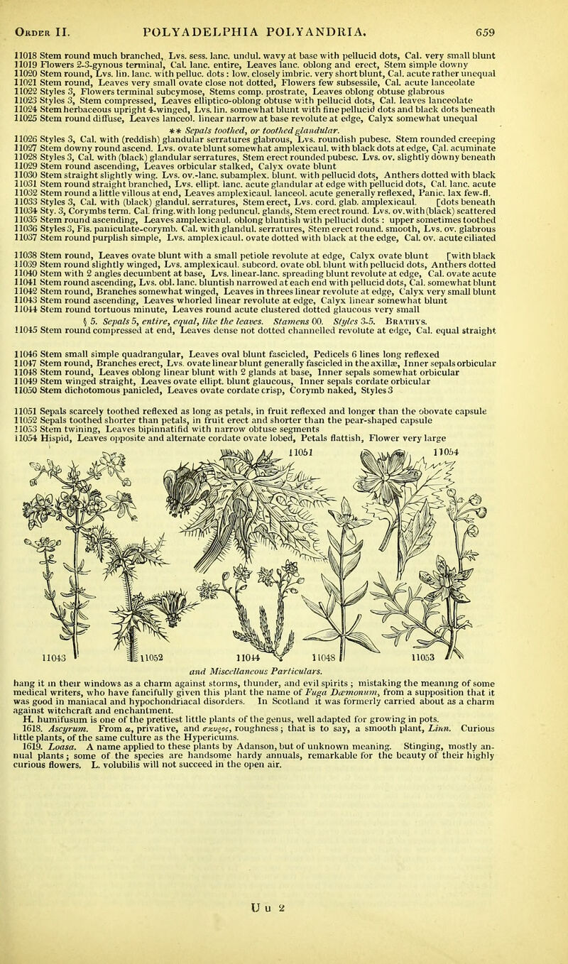 11018 Stem round much branched, Lvs. sess. lane, undul. wavy at base with pellucid dots, Cal. very small blunt 11019 Flowers 2-3-gynous terminal, Cat. lane, entire, Leaves lane, oblong and erect, Stem simple downy 11020 Stem round, Lvs. lin. lane, with pelluc. dots: low. closely imbric. very short blunt, Cal. acute rather unequal 11021 Stem round, Leaves very small ovate close not dotted, Flowers few subsessile, Cal. acute lanceolate 11022 Styles 3, Flowers terminal subcymose, Stems comp. prostrate, Leaves oblong obtuse glabrous 11023 Styles 3, Stem compressed, Leaves elliptico-oblong obtuse with pellucid dots, Cal. leaves lanceolate 11024 Stem herbaceous upright 4-winged, Lvs. lin. somewhat blunt with fine pellucid dots and black dots beneath 11025 Stem round diffuse, Leaves lanceol. linear narrow at base revoluteat edge, Calyx somewhat unequal Sepals toothed, or toothed glandular. 11026 Styles 3, Cal. with (reddish) glandular serratures glabrous, Lvs. roundish pubesc. Stem rounded creeping 11027 Stem downy round ascend. Lvs. ovate blunt somewhat amplexicaul. with black dots at edge, Cal. acuminate 11028 Styles 3, Cat with (black) glandular serratures, Stem erect rounded pubesc. Lvs. ov. slightly downy beneath 11029 Stem round ascending, Leaves orbicular stalked, Calyx ovate blunt 11030 Stem straight slightly wing. Lvs. ov.-lanc. subamplex. blunt, with pellucid dots, Anthers dotted with black 11031 Stem round straight branched, Lvs. ellipt. lane, acute glandular at edge with pellucid dots, Cal. lane, acute 11032 Stem round a little villous at end, Leaves amplexicaul. lanceol. acute generally reflexed, Panic. lax few-fl. 11033 Styles 3, Cal. with (black) glandul. serratures, Stem erect, Lvs. cord. glab. amplexicaul. [dots beneath 11034 Sty. 3, Corymbs term. Cal. fring.with long peduncul. glands, Stem erect round. Lvs. ov.with (black) scattered 11035 Stem round ascending, Leaves amplexicaul. oblong bluntish with pellucid dots : upper sometimes toothed 11036 Styles 3, Fis. paniculate-corymb. Cal. with glandul. serratures, Stem erect round, smooth, Lvs. ov. glabrous 11037 Stem round purplish simple, Lvs. amplexicaul. ovate dotted with black at the edge, Cal. ov. acute ciliated 11038 Stem round, Leaves ovate blunt with a small petiole revolute at edge, Calyx ovate blunt [with black 11039 Stem round slightly winged, Lvs. amplexicaul. subcord. ovate obi. blunt with pellucid dots, Anthers dotted 11040 Stem with 2 angles decumbent at base, Lvs. linear-lanc. spreading blunt revolute at edge, Cal. ovate acute 11041 Stem round ascending, Lvs. obi. lane, bluntish narrowed at each end with pellucid dots, Cal. somewhat blunt 11042 Stem round, Branches somewhat winged, Leaves in threes linear revolute at edge, Calyx very small blunt 11043 Stem round ascending, Leaves whorled linear revolute at edge, Calyx linear somewhat blunt 11044 Stem round tortuous minute, Leaves round acute clustered dotted glaucous very small §5. Sepals 5, entire, equal, like the leaves. Stamens 00. Styles 3-5. Brathys. 11045 Stem round compressed at end, Leaves dense not dotted channelled revolute at edge, Cal. equal straight 11046 Stem small simple quadrangular, Leaves oval blunt fascicled, Pedicels 6 lines long reflexed 11047 Stem round, Branches erect, Lvs. ovate linear blunt generally fascicled in the axilla?, Inner sepals orbicular 11048 Stem round, Leaves oblong linear blunt with 2 glands at base, Inner sepals somewhat orbicular 11049 Stem winged straight, Leaves ovate ellipt. blunt glaucous, Inner sepals cordate orbicular 11050 Stem dichotomous panicled, Leaves ovate cordate crisp, Corymb naked, Styles 3 11051 Sepals scarcely toothed reflexed as long as petals, in fruit reflexed and longer than the obovate capsule 11052 Sepals toothed shorter than petals, in fruit erect and shorter than the pear-shaped capsule 11053 Stem twining, Leaves bipinnatifid with narrow obtuse segments 11054 Hispid, Leaves opposite and alternate cordate ovate lobed, Petals flattish, Flower very large and Miscellaneous Particulars. hang it in their windows as a charm against storms, thunder, and evil spirits ; mistaking the meaning of some medical writers, who have fancifully given this plant the name of Fuga Dcemonnm, from a supposition that it was good in maniacal and hypochondriacal disorders. In Scotland it was formerly carried about as a charm against witchcraft and enchantment. H. humifusum is one of the prettiest little plants of the genus, well adapted for growing in pots. 1618. Ascyrum. From a, privative, and os.vqos, roughness ; that is to say, a smooth plant, Linn. Curious little plants, of the same culture as the Hypericums. 1619. Loasa. A name applied to these plants by Adanson, but of unknown meaning. Stinging, mostly an- nual plants; some of the species are handsome hardy annuals, remarkable for the beauty of their highly curious flowers. L. volubilis will not succeed in the open air.