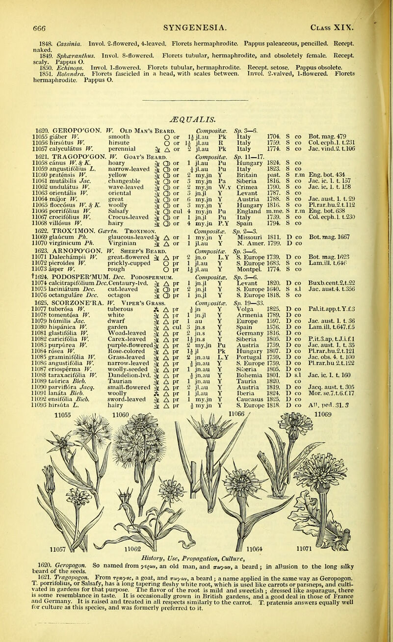 1848. Cassinia. Invol. 2-flowered, 4-leaved. Florets hermaphrodite. Pappus paleaceous, pencilled. Recept. naked. 1849. Sphteranthus. Invol. 8-flowered. Florets tubular, hermaphrodite, and obsoletely female. Recept. scaly. Pappus O. 1850. Echinops. Invol. 1-flowered. Florets tubular, hermaphrodite. Recept. setose. Pappus obsolete. 1851. Rolandra. Florets fascicled in a head, with scales between. Invol. 2-valved, 1-flowered. Florets hermaphrodite. Pappus O. JEQUALIS. 1620. 11055 1105fi 11057 1621. 11058 11059 11C60 11061 11062 11063 11064 11065 11066 11067 11068 1622. 11069 11070 1623. 11071 11072 11073 tl624. 11074 11075 11076 1625. 11077 11078 11079 11080 11081 11082 11083 11084 11085 11086 11087 11088 11089 11090 11091 11092 11093 GEROPO'GON. W. Old Man's Beard. giaber W. smooth O or hirsutus W. hirsute O or calyculatus W. perennial ^ or TRAGOPO'GON. W. Goat's Beard. canus W. K. hoary ^ G) or angustifolius L. narrow-leaved 3j Q) or pratensis W. yellow 5j Q) or mutabilis Jac. changeable ^ Q or undulatus W. wave-leaved 5e Q) or orientalis W. oriental ^£ Ql or major W. great ^ Q) or floccosus IV. Sf K. woolly ^ Q) or porrifolius W. Salsafy ^ Q) cul crocifolius W. Crocus-leaved ^ Q) or villosus W. hairy ^ Q) or TROX'IMON. Gtertn. Troximon. glaucum Ph. glaucous-leaved^ A or virgtnicum Ph. Virginian ^ A or ARNOPO'GON. W. Sheep's Beard. Dalechampii W. great-flowered ^ A pr picroides W. prickly-cupped O pr asper tV. rough O pr PODOSPER'MUM. Dec. Podospermum. calcitrapifolium Dec.Centaury-lvd. 3£ A pr laciniatum Dec. cut-leaved ^ Q> pr octangulare Dec. octagon ^ Q) pc SCORZONE'RA. W. Viper's Grass. Composites. li jl.au Pk U jl.au R 2 jl.au Pk Compositte. 1 jl.au Pu ijl.au 2 my.jn 3 my.jn my.jn jn.jl my.jn my.jn Pu y Pa W.Y Y Y Y tuberosa W. tomentosa W. hiimilis Jac. hispanica W. glastifolia W. caricifolia W. purpurea W. rosea W. graminifolia W. angustifolia W. eriosperma W. taraxacifolia W. taftrica Bieb. parvifldra Jacq. lanata Bieb. ensifolia Bieb. hirsdta L. tuberous white dwarf garden Woad-leaved Carex-leaved purple-flowered^ A pr Rose-colored ^ A pr Grass-leaved ^ A pr narrow-leaved ^ A Pr woolly-seeded ^ A pr Dandelion-lvd. ^ A pr Taurian ^ small-flowered ^ woolly A sword-leaved hairy ^ 11060 A A pr 3i A pr ^ A pr A cul Si A pr 3t A pr A pr A pr A pr A pr A pr 2 3 6 3 4 my.jn Pu 1 jn.jl Pu 4 my.jn P.Y Composite. 1 my.jn Y 1 jl.au Y Compositte. 2 jn.o L.Y 1 jl.au Y 1| jl.au Y Compositte. 1 jn.jl Y 2 jn.jl Y 1 jn.jl Y Compositte. ijn 1 jn.jl 1 au 3 jn.s 2 jn.s 1£ jn.s 2 my.jn 1| Jl 2 jn.au i jn.au 1 jn.au i jn.au 1 jn.au 2 jl.au 1 jl.au 1 my.jn 4 my jn Y Y Y Y Y Y Pu Pk L.Y Y Y Y Y Y Y Y Y Sp. 3—6. Italy Italy Italy Sp. 11—17. Hungary Italy Britain Siberia Crimea Levant Austria Hungary England Italy Spain Sp. 2—3. Missouri N. Amer. Sp. 3—6. S. Europe S. Europe MontpeL Sp. 3—6. Levant S. Europe S. Europe Sp. 19—33. Volga Armenia Europe Spain Germany Siberia Austria Hungary Portugal S. Europe Siberia Bohemia Tauria Austria Iberia Caucasus S. Europe 11066 1704. 1759. 1774. 1824. 1823. past. 1816. 1790. 1787. 1788. 1816. m.me. 1739. 1794. 1811. 1799. 1739. 1683. 1774. Bot. mag. 479 CoLecph.l. t.231 Jac. vind.2. t.106 r.m Eng. bot. 434 co Jac. ic. 1. 1.157 co Jac. ic. 1. 1.1£8 co co Jac. aust. 1. t. 29 co Pl.rar.hu.2.t.ll2 r.m Eng. bot. 638 co Col. ecph.l. t.230 1640. 1818. 1825. 1789. 1597. 1576. 1816. 1805. 1759. 1807. 1759. 1759. 1805. 1801. 1820. 1819. 1824. 1825. 1818. D co Bot. mag. 1667 D co D co Bot. mag. 1623 S co Lam.ill. t.64(5 S co D co Buxb.cent.2.t.22 S s.l Jac. au6t.4. t.356 S co D co D co D co D co D co D co D co D co D co D co D co D s.l CO Pal.it.app.t.Y.f.3 Jac. aust. 1. t. 36 Lam.ill. t.647.f.5 P.it.3.ap.t.J.i.f.l Jac. aust. 1. t. 35 Pl.rar.hu.2.t.l21 Jac. obs. 4. 1.100 Pl.rar.hu 2.1.122 Jac. ic. 1. 1.160 Jacq. aust. t. 305 Mor. se.7.t.6.f.l7 11057 History, Use, Propagation, Culture, 1620. Geropogon. So named from yum, an old man, and suym, a beard : in allusion to the long silky beard of the seeds. 1621. Tragopogon. From rgaytss, a goat, and xaiytM, a beard; a name applied in the same way as Geropogon. T. porrifolius, or Salsafy, has a long tapering fleshy white root, which is used like carrots or parsneps, and culti- vated in gardens for that purpose. The flavor of the root is mild and sweetish ; dressed like asparagus, there is some resemblance in taste. It is occasionally grown in British gardens, and a good deal in those of France and Germany. It is raised and treated in all respects similarly to the carrot. T. pratensis answers equally well for culture as this species, and was formerly preferred to it,