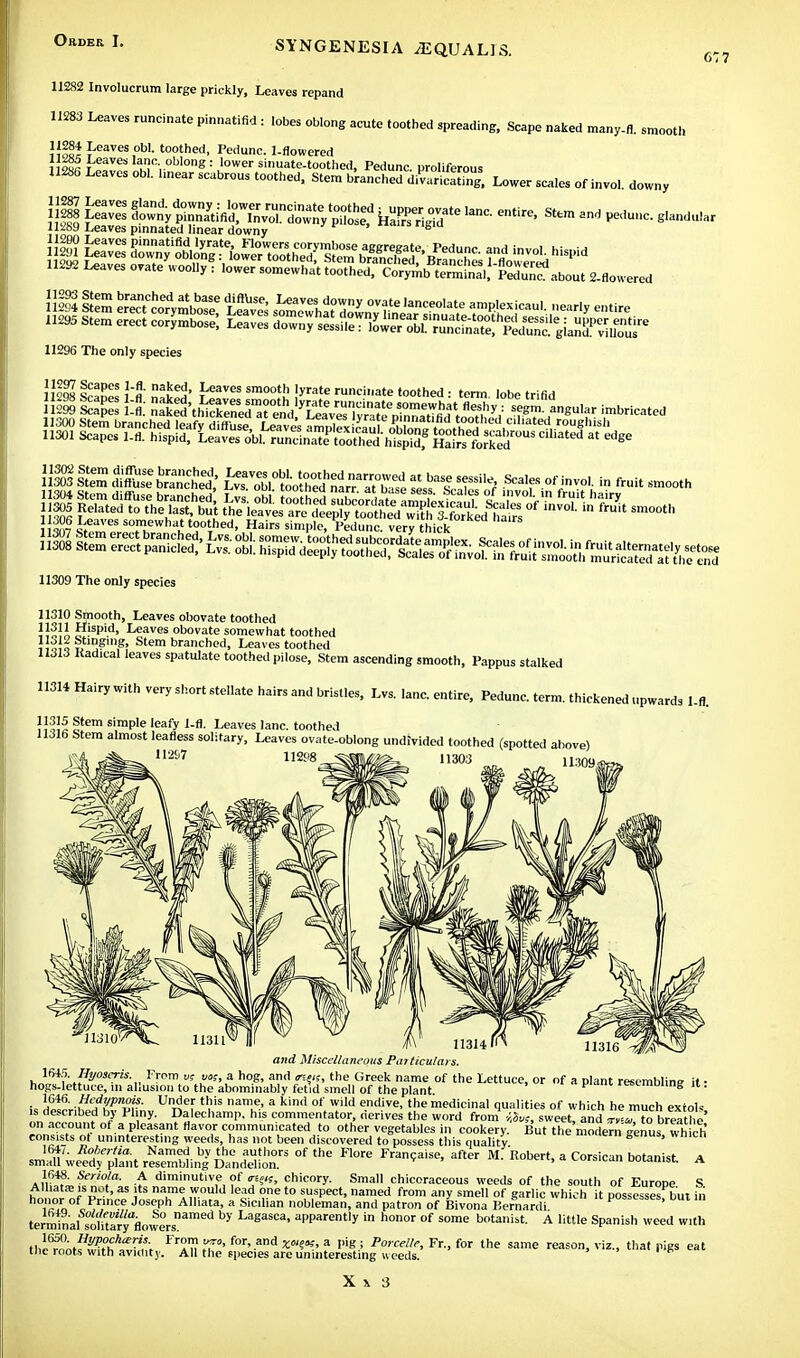 6:7 11282 Involucrum large prickly, Leaves repand 11283 Leaves runcinate pinnatifid : lobes oblong acute toothed spreading, Scape naked many-fl. smooth JJoq! feaves obl- toothed, Pedunc. l-flowered iioSr r esIaJ!n-, obIong: 'ower sinuate-toothed, Pedunc. proliferous 11286 Leaves obl. hnear scabrous toothed, Stem brancheddSfng, Lower scales of invol. downy jj| pll ^SS^WX^ UKST entire' Sttm - ***** 11289 Leaves pinnated linear downy ^1 «i»n(,iu 11296 The only species Leaves somewhat toothed, Hairs simple, Pedunc. very thick 11309 The only species 11310 Smooth, Leaves obovate toothed JJoli £\isPid> Leaves obovate somewhat toothed 11j12 Stingmg, Stem branched, Leaves toothed 11313 Radical leaves spatulate toothed pilose, Stem ascending smooth, Pappus stalked 11314 Hairy with very short stellate hairs and bristles, Lvs. lane, entire, Pedunc. term, thickened upwards I-ft I5em simple leafy 1fl- Leaves lane, toothed 11316 Stem almost leafless solitary, Leaves ovate-oblong undivided toothed (spotted above) H2!>7 112P8 -®S1IS/Ms& 11303 11302 11303 1130* 11305 11306 11307 11308 113141''' 11316 and Miscellaneous Particulars. 1645. Hyoseris. From a; ues, a hog, and «?(f, the Greek name of the Lettuce, or of a plant resembline it- hogs-lettuce, 111 allusion to the abominably fetid smell of the plant rescmDiing it. !c 1C4& ?efW^S?- Un™ef tl,,is name' a kin<1 of wild endive. the medicinal qualities of which he much extols s described by Pliny. Dalechamp, his commentator, derives the word from sweet, and vL to breathe on account ot a pleasant flavor communicated to other vegetables in cookery. But the modern enus wh ch consists ot uninteresting weeds, has not been discovered to possess this quality moaern „enu:>, »mcti smln'wetdytllnt resemblinj °f ^ ^ Fran?aiSe' ^ M' 'R°bert' 3 Corsica A 1648 Serwla. A diminutive of «?«, chicory. Small chiccraceous weeds of the south of Europe S Alliata; is not, as its name would lead one to suspect, named from any smell of garlic which it possesses bui in honor of Prince Joseph Alliata, a Sicilian nobleman, and patron of Bivona Bernard! Possesses, but in terminal s°omary%owiLnamed b>' Lagasca> aPParently in honor of some botanist. A little Spanish weed with the^otffe^; FrH T' f°r, and X°^' f pig-; Porc^ for the same reason, viz., that pigs eat uie roots with avidity. All the species are uninteresting weeds.