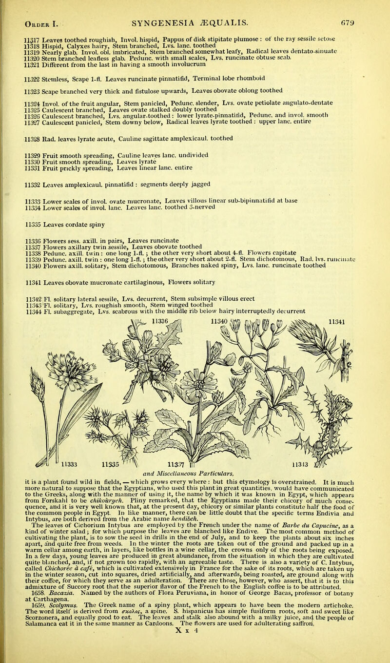 11317 Leaves toothed roughish, Invol. hispid, Pappus of disk stipitate plumose : of the ray sessile setose 11318 Hispid, Calyxes hairy, Stem branched, Lvs. lane, toothed 11319 Nearly glab. Invol. obi. imbricated, Stem branched somewhat leafy, Radical leaves dentato-smuatc 11320 Stem branched leafless glab. Pedunc. with small scales, Lvs. runcinate obtuse scab. 11321 Different from the last in having a smooth involucrum 11322 Stemless, Scape 1-fl. Leaves runcinate pinnatifid, Terminal lobe rhomboid 11323 Scape branched very thick and fistulose upwards, Leaves obovate oblong toothed 11324 Invol. of the fruit angular, Stem panicled, Pedunc. slender, Lvs. ovate petiolate angulato-dentate 11325 Caulescent branched, Leaves ovate stalked doubly toothed 11326 Caulescent branched, Lvs. angular-toothed: lower lyrate-pinnatirid, Pedunc. and invol. smooth 11327 Caulescent panicled, Stem downy below, Radical leaves lyrate toothed : upper lane, entire 11328 Rad. leaves lyrate acute, Cauline sagittate amplexicaul. toothed 11329 Fruit smooth spreading, Cauline leaves lane, undivided 11330 Fruit smooth spreading, Leaves lyrate 11331 Fruit prickly spreading, Leaves linear lane, entire 11332 Leaves amplexicaul. pinnatifid : segments deeply jagged 11333 Lower scales of invol. ovate mucronate, Leaves villous linear sub-bipinnatifid at base 11334 Lower scales of invol. lane. Leaves lane, toothed 3-nerved 11335 Leaves cordate spiny 11336 Flowers sess. axill. in pairs, Leaves runcinate 11337 Flowers axillary twin sessile, Leaves obovate toothed 11338 Pedunc. axill. twin : one long 1-fl.; the other very short about 4-fl. Flowers capitate 11339 Pedunc. axill. twin : one long 1-fl.; theother very short about 2-fl. Stem dichotomous, Rad. lvs. runcinate 11340 Flowers axill. solitary, Stem dichotomous, Branches naked spiny, Lvs. lane, runcinate toothed 11341 Leaves obovate mucronate cartilaginous, Flowers solitary 11342 Fl. solitary lateral sessile, Lvs. decurrent, Stem subsimple villous erect 11543 Fl. solitary, Lvs. roughish smooth, Stem winged toothed 11344 Fl. subaggregate, Lvs. scabrous with the middle rib below hairy interruptedly decurrent and Miscellaneous Particulars. it is a plant found wild in fields, — which grows every where: but this etymology Is overstrained. It is much more natural to suppose that the Egyptians, who used this plant in great quantities, would have communicated to the Greeks, along with the manner of using it, the name by which it was known in Egypt, which appears from Forskahl to be chikouryeh. Pliny remarked, that the Egyptians made their chicory of much conse- quence, and it is very well known that, at the present day, chicory or similar plants constitute half the food of the common people in Egypt. In like manner, there can be little doubt that the specific terms Endivia and Intybus, are both derived from the Arabic name hendibeh. The leaves of Cichorium Intybus are employed by the French under the name of Barbe du Capucine, as a kind of winter salad; for which purpose the leaves are blanched like Endive. The most common method of cultivating the plant, is to sow the seed in drills in the end of July, and to keep the plants about six inches apart, and quite free from weeds. In the winter the roots are taken out of the ground and packed up in a warm cellar among earth, in layers, like bottles in a wine cellar, the crowns only of the roots being exposed. In a few days, young leaves are produced in great abundance, from the situation in which they are cultivated quite blanched, and, if not grown too rapidly, with an agreeable taste. There is also a variety of C. Intybus, called Chichoree a cafe, which is cultivated extensively in France for the sake of its roots, which are taken up in the winter season, cut into squares, dried artificially, and afterwards, being roasted, are ground along with their coffee, for which they serve as an adulteration. There are those, however, who assert, that it is to this admixture of Succory root that the superior flavor of the French to the English coffee is to be attributed. 1658. Bacaxia. Named by the authors of Flora Peruviana, in honor of George Bacas, professor of botany at Carthagena. 1659. Scolymus. The Greek name of a spiny plant, which appears to have been the modern artichoke. The word itself is derived from <rxc\os, a spine. S. hispanicus has simple fusiform roots, soft and sweet like Scorzonera, and equally good to eat. The leaves and stalk also abound with a milky juice, and the people of Salamanca eat it in the same manner as Cardoons. The flowers are used for adulterating saffron. X x 4