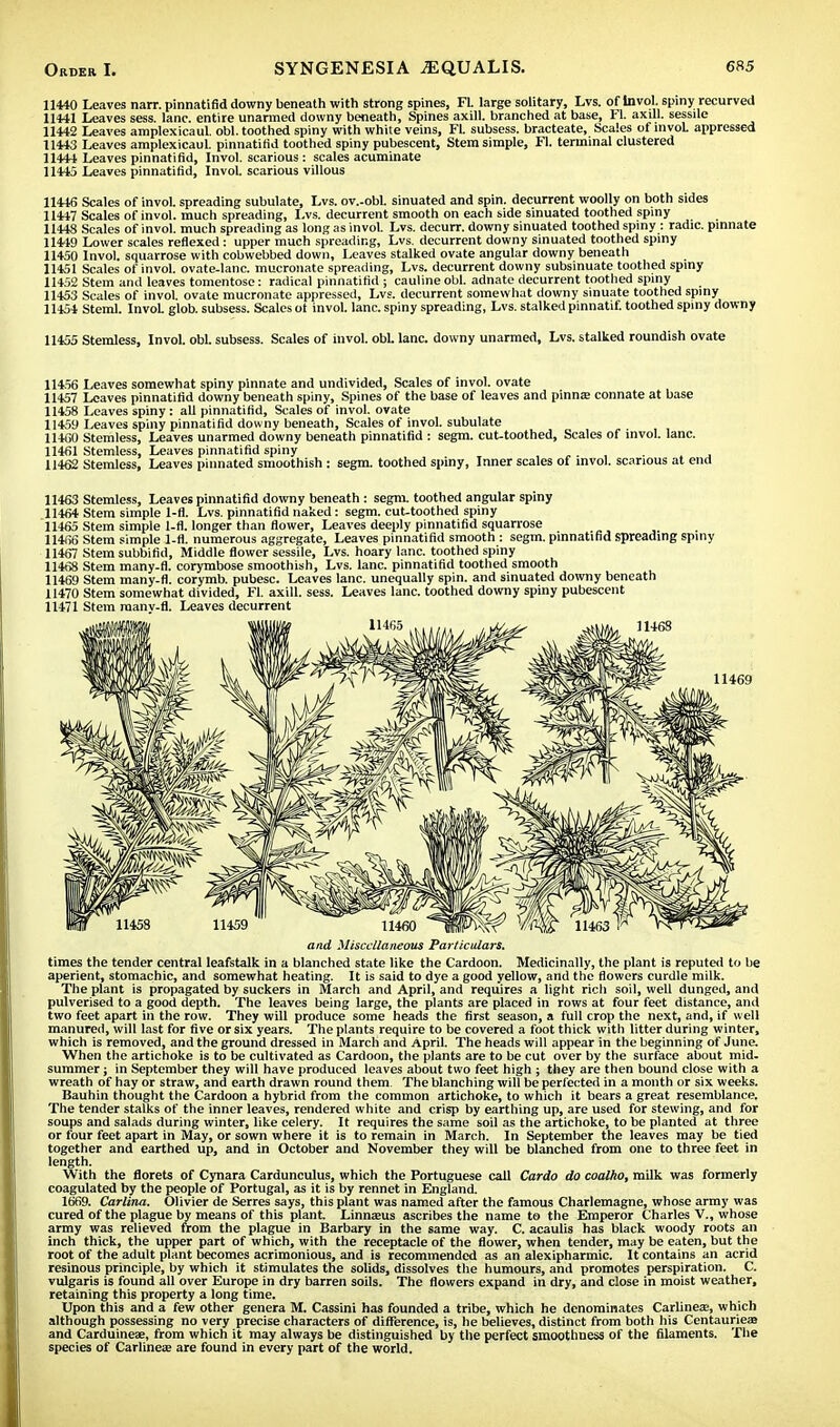 11440 Leaves narr. pinnatifid downy beneath with strong spines, Fl. large solitary, Lvs. of Invol. spiny recurved 11441 Leaves sess. lane, entire unarmed downy beneath, Spines axill. branched at base, FL axill. sessile 11442 Leaves amplexicaul. obi. toothed spiny with white veins, Fl. subsess. bracteate, Scales of mvoL appressed 11443 Leaves amplexicaul. pinnatifid toothed spiny pubescent, Stem simple, Fl. terminal clustered 11444 Leaves pinnatifid, Invol. scarious : scales acuminate 11445 Leaves pinnatifid, Invol. scarious villous 11446 Scales of invol. spreading subulate, Lvs. ov.-obl. sinuated and spin, decurrent woolly on both sides 11447 Scales of invol. much spreading, Lvs. decurrent smooth on each side sinuated toothed spiny 11448 Scales of invol. much spreading as long as invol. Lvs. decurr. downy sinuated toothed spiny : radic. pinnate 11449 Lower scales reflexed: upper much spreading, Lvs. decurrent downy sinuated toothed spiny 11450 Invol. squarrose with cobwebbed down, Leaves stalked ovate angular downy beneath 11451 Scales of invol. ovate-lanc. mucronate spreading, Lvs. decurrent downy subsinuate toothed spiny 11452 Stem and leaves tomentose: radical pinnatifid ; cauline obi. adnate decurrent toothed spiny 11453 Scales of invol. ovate mucronate appressed, Lvs. decurrent somewhat downy sinuate toothed spiny 11454 Stem!. Invol. glob, subsess. Scales ot invol. lane, spiny spreading, Lvs. stalked pinnatif. toothed spiny downy 11455 Stemless, Invol. obi. subsess. Scales of invol. obi. lane, downy unarmed, Lvs. stalked roundish ovate 11456 Leaves somewhat spiny pinnate and undivided, Scales of invol. ovate 11457 Loaves pinnatifid downy beneath spiny, Spines of the base of leaves and pinna; connate at base 11458 Leaves spiny: all pinnatifid, Scales of invol. ovate 11459 Leaves spiny pinnatifid downy beneath, Scales of invol. subulate 11460 Stemless, Leaves unarmed downy beneath pinnatifid : segm. cut-toothed, Scales of invol. lane. 11461 Stemless, Leaves pinnatifid spiny .■> 11462 Stemless, Leaves pinnated smoothish : segm. toothed spiny, Inner scales of invol. scarious at end 11463 Stemless, Leaves pinnatifid downy beneath : segm. toothed angular spiny 11464 Stem simple 1-fl. Lvs. pinnatifid naked: segm. cut-toothed spiny 11465 Stem simple 1-fl. longer than flower, Leaves deeply pinnatifid squarrose 11466 Stem simple 1-fl. numerous aggregate, Leaves pinnatifid smooth : segm. pinnatifid spreading spiny 11467 Stem subbifid, Middle flower sessile, Lvs. hoary lane, toothed spiny 11468 Stem many-fl. corymbose smoothish, Lvs. lane, pinnatifid toothed smooth 11469 Stem many-fl. corymb, pubesc. Leaves lane, unequally 6pin. and sinuated downy beneath 11470 Stem somewhat divided, Fl. axill. sess. Leaves lane, toothed downy spiny pubescent 11471 Stem many-fl. Leaves decurrent 11469 and Miscellaneous Particulars. times the tender central leafstalk in a blanched state like the Cardoon. Medicinally, the plant is reputed to be aperient, stomachic, and somewhat heating. It is said to dye a good yellow, and the flowers curdle milk. The plant is propagated by suckers in March and April, and requires a light ricli soil, well dunged, and pulverised to a good depth. The leaves being large, the plants are placed in rows at four feet distance, and two feet apart in the row. They will produce some heads the first season, a full crop the next, and, if well manured, will last for five or six years. The plants require to be covered a foot thick with litter during winter, which is removed, and the ground dressed in March and April. The heads will appear in the beginning of June. When the artichoke is to be cultivated as Cardoon, the plants are to be cut over by the surface about mid- summer ; in September they will have produced leaves about two feet high ; they are then bound close with a wreath of hay or straw, and earth drawn round them. The blanching will be perfected in a month or six weeks. Bauhin thought the Cardoon a hybrid from the common artichoke, to which it bears a great resemblance. The tender stalks of the inner leaves, rendered white and crisp by earthing up, are used for stewing, and for soups and salads during winter, like celery. It requires the same soil as the artichoke, to be planted at three or four feet apart in May, or sown where it is to remain in March. In September the leaves may be tied together and earthed up, and in October and November they will be blanched from one to three feet in length. With the florets of Cynara Cardunculus, which the Portuguese call Cardo do coalho, milk was formerly coagulated by the people of Portugal, as it is by rennet in England. 1669. Carlina. Olivier de Serres says, this plant was named after the famous Charlemagne, whose army was cured of the plague by means of this plant. Linnaeus ascribes the name to the Emperor Charles V., whose army was relieved from the plague in Barbary in the same way. C. acaulis has black woody roots an inch thick, the upper part of which, with the receptacle of the flower, when tender, may be eaten, but the root of the adult plant becomes acrimonious, and is recommended as an alexipharmic. It contains an acrid resinous principle, by which it stimulates the solids, dissolves the humours, and promotes perspiration. C. vulgaris is found all over Europe in dry barren soils. The flowers expand in dry, and close in moist weather, retaining this property a long time. Upon this and a few other genera M. Cassini has founded a tribe, which he denominates Carlineze, which although possessing no very precise characters of difference, is, he believes, distinct from both his Centauries and Carduinese, from which it may always be distinguished by the perfect smoothness of the filaments. The species of Carlineae are found in every part of the world.