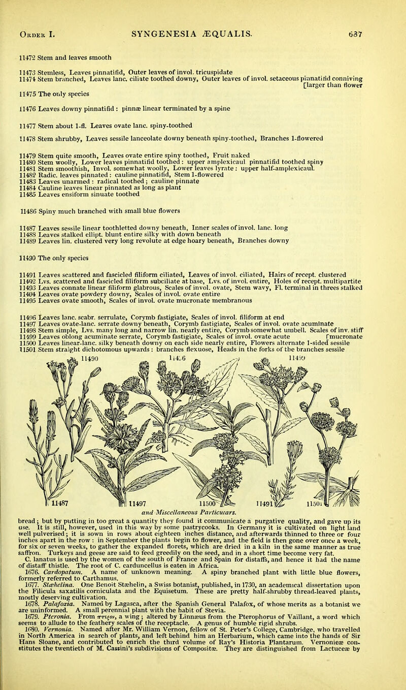 11+72 Stem and leaves smooth 11473 Stemless, Leaves pinnatifid, Outer leaves of invol. tricuspidate 11474 Stem branched, Leaves lane, ciliate toothed downy, Outer leaves of invol. setaceous pinnatifid conniving [larger than flower 11475 The only species 11476 Leaves downy pinnatifid : pinna; linear terminated by a spine 11477 Stem about 1-fl. Leaves ovate lane, spiny-toothed 11478 Stem shrubby, Leaves sessile lanceolate downy beneath spiny-toothed, Branches 1-flowered 11479 Stem quite smooth, Leaves ovate entire spiny toothed, Fruit naked 11480 Stem woolly, Lower leaves pinnatifid toothed : upper amplexicaul pinnatifid toothed spiny 11481 Stem smoothish, Invol. somewhat woolly, Lower leaves lyrate: upper half-amplexicaul. 11482 Radic. leaves pinnated: cauline pinnatifid, Stem 1-flowered 11483 Leaves unarmed : radical toothed; cauline pinnate 11484 Cauline leaves linear pinnated as long as plant 11485 Leaves ensiform sinuate toothed 11486 Spiny much branched with small blue flowers 11487 Leaves sessile linear toothletted downy beneath, Inner scales of invol. lane, long 11488 Leaves stalked ellipt. blunt entire silky with down beneath 11489 Leaves lin. clustered very long revolute at edge hoary beneath, Branches downy 11490 The only species 11491 Leaves scattered and fascicled filiform ciliated, Leaves of invol. ciliated, Hairs of recept. clustered 11492 Lvs. scattered and fascicled filiform subciliate at base, Lvs. of invol. entire, Holes of recept. multipartite 11493 Leaves connate linear filiform glabrous, Scales of invol. ovate, Stem wavy, Fl. terminal in threes stalked 11404 Leaves ovate powdery downy, Scales of invol. ovate entire 11495 Leaves ovate smooth, Scales of invol. ovate mucronate membranous 11496 Leaves lane, scabr. serrulate, Corymb fastigiate, Scales of invol. filiform at end 11497 Leaves ovate-lanc. serrate downy beneath, Corymb fastigiate, Scales of invol. ovate acuminate 11498 Stem simple, Lvs. many long and narrow lin. nearly entire, Corymb somewhat umbell. Scales of inv. stiff 11499 Leaves oblong acuminate serrate, Corymb fastigiate, Scales of invol. ovate acute [mucronate 11500 Leaves linear-lanc. silky beneath downy on each side nearly entire, Flowers alternate 1-sided sessile 11501 Stem straight dichotomous upwards : branches flexuose. Heads in the forks of the branches sessile and Miscellaneous Particulars. bread; but by putting in too great a quantity they found it communicate a purgative quality, and gave up its use. It is still, however, used in this way by some pastrycooks. In Germany it is cultivated on light land well pulverised; it is sown in rows about eighteen inches distance, and afterwards thinned to three or four inches apart in the row : in September the plants begin to flower, and the field is then gone over once a week, for six or seven weeks, to gather the expanded florets, which are dried in a kiln in the same manner as true saffron. Turkeys and geese are said to feed greedily on the seed, and in a short time become very fat. C. lanatus is used by the women of the south of France and Spain for distaffs, and hence it had the name of distaff thistle. The root of C. carduncellus is eaten in Africa. 1676. Cardopatum. A name of unknown meaning. A spiny branched plant with little blue flowers, formerly referred to Carthamus. 1677. Stcehelina. One Benoit Stashelin, a Swiss botanist, published, in 1730, an academical dissertation upon the Filicula saxatilis corniculata and the Equisetum. These are pretty half-shrubby thread-leaved plants, mostly deserving cultivation. 1678. Palafoxia. Named by Lagasca, after the Spanish General Palafox, of whose merits as a botanist we are uninformed. A small perennial plant with the habit of Stevia. 1679. Pteronia. From nn^oi, a wing; altered by Linnaeus from the Pterophorus of Vaillant, a word which seems to allude to the feathery scales of the receptacle. A genus of humble rigid shrubs. 1680. Vernonia. Named after Mr. William Vernon, fellow of St. Peter's College, Cambridge, who travelled in North America in search of plants, and left behind him an Herbarium, which came into the hands of Sir Hans Sloane, and contributed to enrich the third volume of Ray's Historia Plantarum. Vernonieae con.