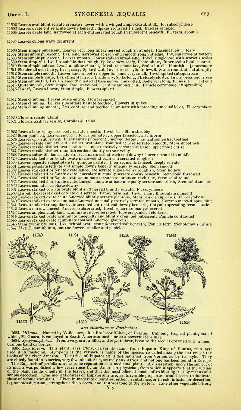 11502 Leaves oval blunt serrate-crenate : lower with a winged amplexicaul. stalk, Fl. subcorymbose 11503 Leaves ovate entire acute downy beneath, Spikes recurved 1-sided, Bractes reflexed 11504 Leaves ovate-lanc. narrowed at eacli end serrated roughish pubescent beneath, Fl. term, about 3 11505 Leaves oblong wavy decurrent 11506 Stem simple pubescent, Leaves very long linear nerved roughish at edge, Racemes few.fl. leafy 11507 Stem simple pubescent, Lvs. lane, narrowed at each end smooth rough at edge, Inv. squarrose at bottom 11508 Stem simple pubescent, Leaves smooth : lower stalked broad-lanc. Invol. subglobose with scarious scales 11509 Stem simp. vill. Lvs. lin. subfalc. dott. rough, Spike somew. leafy, Pcdic. short, Inner scales ligul. colored 11510 Stem simple pubesc. Lvs. lin. pilose ciliated, Invol. racemose lax, Scales lin. obi. bluntish Lmucronate 11511 Slender all over hairy, Lvs. grassy, Spike few.fl. Inv. subsess. cylindr. few.fl. Scales round, at end abruptly 11512 Stem simple smooth, Leaves lane, smooth : upper lin. lane, very small, Invol. spiked subsquarrose 11513 Stem simple hirsute, Lvs. straight narrow.lin. downy, Spike long, Fl. closely cluster. Inv. appress. squarrose 11514 Stem simple tall, Lvs. lin. smooth ciliated at base nerved and dotted, Spike very long, Fl. sessile [at end 11515 Quite smooth, Stem simple, Rad. leaves obi. : cauline amplexicaul. Panicle corymbose lax spreading 11516 Dwarf, Leaves linear, Stem simple, Flowers spiked 11517 Stem climbing, Leaves ovate entire, Flowers spiked 11518 Stem climbing, Leaves subcordate hastate toothed, Flowers in spikes 11519 Stem climbing smooth, Lvs. cord, repand toothed acuminate with spreading unequal lobes, Fl. corymbose 11520 Flowers sessile lateral 11521 Flowers axillary sessile, Corollas all triad 11522 Leaves lane, veiny obsolctely serrate smooth, Invol. 4-fl. Stein shrubby 11523 Stem panicled, Leaves smooth : lower pinnated, upper fascicled, all filiform 11524 Leaves opp. subvertieill. linear entire pubescent 3-nerved dotted: radical somewhat toothed 11525 Leaves sessile amplexicaul. distinct ovate-lanc. rounded at base serrated smooth, Stem smoothish 11526 Leaves sessile distinct ovate scabrous : upper coarsely serrated at base ; uppermost entire 11527 Leaves sessile distinct roundish cordate bluntly serrate veiny 11528 Leaves subsesaile lanceolate 3-nerved narrowed at each end downy: lower serrated in middle 11529 Leaves stalked 3 or 4-nate ovate narrowed at each end serrated roughish 11530 Leaves opposite subpetiolate tri-quinque-partite: their segments lanceol. deeply serrate 11531 Leaves petiolate ternate and simple downy beneath unequally serrate, Stem smooth 11532 Leaves stalked 4 or 5-nate ovate lanceolate serrate rugose veiny roughish. Stein hollow 11533 Leaves stalked 4 or 5-nate ovate lanceolate unequally serrate downy beneath, Stem solid furrowed 11534 Leaves stalked 4 or 5-nate ovate acuminate serrated scabrous on each side, Stem solid round 11535 Leaves stalked 3 or 4-nate ovate-lanceol. cuneate at base unequally serrate smoothish, Stem solid smooth 11536 Leaves connate perfoliate downy 11537 Leaves stalked cordate ovate bluntish 3-nerved bluntly serrate, Fl. corymbose 11538 Hispid, Leaves stalked cordate cut serrate, Panic, terminal, Invol. many-(l. subulate pungent 11539 Leaves stalked ovate acute 3-nerved bluntly serrate glabrous, Stem panicled upwards, Fl. corymbose 11540 Leaves stalked ovate acuminate 3-nerved unequally coarsely serrated smooth, Corymb many-fl. spreading 1154) Leaves stalked triangular ovate serrated entire at end downy beneath, Corymbs spreading term, sessile 11542 Leaves narrow lanceol. 3-nerved subserrated, Invol. squarrose many-flowered 11543 Leaves amplexicaul. lane, acuminate rugose serrated, Flowers panicled clustered 11544 Leaves stalked ovate acuminate unequally and bluntly crenated pubescent, Panicle contracted 11545 Leaves stalked ovate acuminate toothed 3-nerved glabrous 11546 Stem twining villous, Lvs. deltoid ovate acute 3-nerved soft beneath, Panicle term, trichotomous difl'uso 11547 Like E. lamiifolium, but the flowers smaller and panicled anil Miscellaneous Particulars. 1683. Mikania. Named by Willdenow, after Professor Mikan, of Prague. Climbing tropical plants, one of which, M. Guaca, is employed in South American medicine as a powerful febrifuge. 1684. Sparganophorus. From ff^x^yayiv, a lillet, and ift^a, to bear, because the seed is crowned with a mem- branous band or border. 1685. Eupatorium. This plant, says Pliny, derives its name from Eupator King of Pontus, who first used it in medicine. Aya-pana is the vernacular name of the species so called among the natives of the banks of the river Amazon. The tribe of Eupatoriea; is distinguished from Vernoniea; by its style. They are chiefly found in America, very few inhabit Asia, scarcely any Africa, and not one has been found in Europe. The Eupatoriunf perfoliatum has some reputation as a medicinal plant. A dissertation upon the subject of its merits was published a few years since by an American physician, from which it appears that the virtues of the plant reside chiefly in the leaves, and that the most efficient mode of exhibiting it is by means of a simple decoction. The medical powers of Eupatorium are, as its sensible properties would seem to indicate, those of a tonic stimulant. Given in moderate quantities, either in substance, or in cold infusion or decoction, it promotes digestion, strengthens the viscera, and restores tone to the system. Like other vegetable bitters, Y y