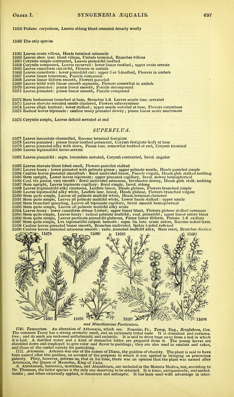 11659 Pedunc. corymbose, Leaves oblong blunt crenated densely woolly 11660 The only species 11661 Leaves ovate villous, Heads terminal subsessile 11662 Leaves obov. lane, blunt villous, Umbels terminal, Branches villous 11663 Corymbs simple contracted, Leaves pinnatifid toothed 11664 Corymbs compound, Leaves recurved: lower linear toothed; upper ovate serrate 11665 Leaves cuneiform cut-trifid, Flowers in umbels 11666 Leaves cuneiform: lower pinnatifid cut: upper 3 or 5-toothed, Flowers in umbels 11667 Leaves linear tomentose, Panicle compound 11668 Leaves linear filiform smooth, Flowers panicled 11669 Leaves trifid with linear smooth segments, Flowers somewhat in umbels 11670 Leaves pinnated : pinna; linear smooth, Panicle decompound 11671 Leaves pinnated: pinna; linear smooth, Panicle compound 11672 Stem herbaceous branched at base, Branches 1-fl. Leaves sessile lane, serrated 11673 Leaves obovate serrated sessile clustered, Flowers subcorymbose 11674 Leaves ellipt. toothed: lower stalked; upper sessile auricled at base, Flowers corymbose 11675 Radical leaves bipinnate: cauline many pinnated downy; pinna; linear acute mucronat» 11676 Corymbs simple, Leaves deltoid serrated at end SUPERFL UA. 11677 Leaves lanceolate channelled, Raceme terminal fastigiate 11678 Leaves pinnated: pinna; linear toothed pubescent, Corymb fastigiate leafy at base 11679 Leaves pinnated sifky with down. Pinnae lane, somewhat toothed at end, Corymb tenninal 11680 Leaves in pinnatifid inciso-serrate 11681 Leaves pinnatifid : eegm. lanceolate serrated, Corymb contracted, Invol. angular 11682 Leaves obovate blunt lobed small, Flowers panicled stalked 11683 Leaves hoary : lower pinnated with palmate pinna;; upper palmate sessile, Heads panicled simple 11684 Cauline leaves pinnated smoothish : floral undivided linear, Panicle virgate, Heads glob, stalked nodding 11685 Stem upright, Lower leaves bipinnate: upper pinnated capillary, Invol. downy hemispherical 11686 Caul. Ivs. pinnat. very smooth : floral undivided setaceous, Involucres downy, Heads glob, stalk, nodding 11687 Stem upright, Leaves bipinnate capillary: floral simple, Invol. oblong 11688 Leaves tripinnatifid silky cinereous, Leaflets linear, Heads globose, Flowers branched simple 11689 Leaves bipinnatifid silky white, Leaflets lane, linear, Heads globose, Flowers branched virgate 11690 Stem quite simple, Leaves all palmate multifid white, Heads tenninal clustered 11691 Stem quite simple, Leaves all palmate multifid white, Lower heads stalked : upper sessile 11692 Stem branched spreading, Leaves all bipinnate capillary, Invol. smooth hemispherical 11693 Stem quite simple, Leaves all palmate multifid silky acute 11694 Leaves hoary: lower cuneiform obtuse 3-lobed; upper linear blunt, Flowers globose stalked cernuous 11695 Stem quite simple, Leaves hoary : radical palmate multifid; caul, pinnatifid ; upper linear entire blunt 11696 Stem quite simple, Leaves pectinate pinnatifid glabrous, Pinna; linear filiform, Pedunc. 1-fl. axillary 11697 Stem quite simple, Lvs. bipinnatifid subpub. beneath : segm. lin. lane. acum. entire, Raceme naked term. 11698 Cauline leaves pinnated linear smooth, Branches undivided, Spikes 1-sided reflexed 11699 Cauline leaves pinnated setaceous smooth : radic. pinnated multifid silky, Stem erect, Branches divided and Miscellaneous Particulars. 1790. Tanaceium. An alteration of Athanasia, which see. Tanaisie, Fr., Tansy, Eng., Reinfahren, Ger. The common Tansy has a strong aromatic smell, and an extremely bitter taste. It is stimulant and carmina- tive ; and its seeds are reckoned anthelmintic and sudorific. It is said to drive bugs away from a bed in which it is laid. A distilled water and a kind of stomachic bitter are prepared from it. The young leaves are shredded down and employed to give color and flavor to puddings; they are also used in omelets and cakes, and those of the curled variety for garnishing. 1721. Artemisia. Artemis was one of the names of Diana, the goddess of chastity. The plant is said to have been named after this goddess, on account of the purposes to which it was applied in bringing on precocious puberty. Pliny, however, informs us, that in his time, there was an opinion that the plant was named after Artemisia, the Queen of Mausolus, King of Caria. A. Abrotanum, Santonica, maritima, and Absinthium, are included in the Materia Medica, but, according to Dr. Thomson, the latter species is the only one deserving to be retained. It is tonic, antispasmodic, and anthel- mintic ; and when externally applied, is discutient and antiseptic. It has been used with advantage in inter-