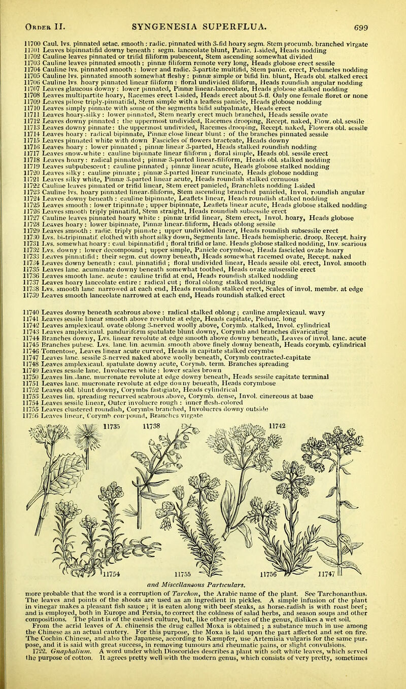 11700 Caul. lvs. pinnated setae. Emooth : radic. pinnated with 3-fid hoary segm. Stem procumb. branched vlrgate 11701 Leaves bipinnatifid downy beneath : segm. lanceolate blunt, Panic. 1-sided, Heads nodding 11702 Cauline leaves pinnated or trifid filiform pubescent, Stem ascending somewhat divided 11703 Cauline leaves pinnated smooth : pinnae filiform remote very long, Heads globose erect sessile 11704 Cauline lvs. pinnated smooth : lower and radic. 3-partite multifid, Stem panic, erect, Peduncles nodding 11705 Cauline lvs. pinnated smooth somewhat fleshy : pinna; simple or bifid lin. blunt, Heads obi. stalked erect 11706* Cauline lvs hoary pinnated linear filiform : floral undivided filiform, Heads roundish angular nodding 11707 leaves glaucous downy : lower pinnated, Pinna? linear-lanceolate, Heads globose stalked nodding 11708 Leaves multipartite hoary, Racemes erect 1-sided, Heads erect about 5-fl. Only one female floret or none 11709 Leaves pilose triply-pinnatifid, Stem simple with a leafless panicle, Heads globose nodding 11710 Leaves simply pinnate with some of the segments bifid subpalmate, Heads erect 11711 Leaves hoary-silky : lower pinnated, Stem nearly erect much branched, Heads sessile ovate 11712 Leaves downy pinnated : the uppermost undivided, Racemes drooping, Recept. naked, Flow, obi sessile 11713 Leaves downy pinnate: the uppermost undivided, Racemes drooping, Recept. naked, Flowers obi. sessile 1171* Leaves hoary : radical bipinnate, Pinnae close linear blunt: of the branches pinnated sessile 11715 Leaves pinnated white with down Fascicles of flowers bractcate, Heads downy 11716* Leaves hoary : lower pinnated ; pinnae linear 3-parted, Heads stalked roundish nodding 11717 Leaves snow-white : cauline bipinnate linear filiform ; floral simple. Heads obi. sessile erect 11718 Leaves hoary: radical pinnated ; pinnae 3-parted linear-filiform, Heads obi. stalked nodding 11719 Leaves subpubescent: cauline pinnated ; pinnae linear acute, Heads globose stalked nodding 11720 Leaves silky : cauline pinnate ; pinnae 3-parted linear runcinate, Heads globose nodding 11721 Leaves silky white, Pinnae 3-parted linear acute, Heads roundish stalked cernuous 11722 Cauline leaves pinnated or trifid linear, Stem erect panicled, Branchlets nodding 1-sided 11723 Cauline lvs. hoary pinnated linear-filiform, Stem ascending branched panicled, Invol. roundish angular 1172* Leaves downy beneath : cauline bipinnate, Leaflets linear, Heads roundish stalked nodding 11725 Leaves smooth : lower tripinnate ; upper bipinnate, Leaflets linear acute, Heads globose stalked nodding 11726 Leaves smooth triply pinnatifid, Stem straight, Heads roundish subsessile erect 11727 Cauline leaves pinnated hoary white : pinna* trifid linear, Stem erect, Invol. hoary, Heads globose 11723 Leaves hoary : lower bipinnate, Pinnae linear-filiform, Heads oblong sessile 11729 Leaves smooth : radic. triply pinnate; upper undivided linear, Heads roundish subsessile erect 11730 Lvs. bi-tripinnatif. clothed with short silky down, Segments lane. Heads hemispheric, droop. Recept. hairy 11731 Lvs. somewhat hoary : caul bipinnatifid ; floral trifid or lane. Heads globose stalked nodding, Inv. scarious 11732 Lvs. downy : lower decompound ; upper simple, Panicle corymbose, Heads fascicled ovate hoary 11733 Leaves pinnatifid : their segm. cut downy beneath, Heads somewhat racemed ovate, Recept. naked 1173* Leaves downy beneath : eaid. pinnatifid ; floral undivided linear, Heads sessile obi. erect, Invol. smooth 11735 Leaves lane, acuminate downy beneath somewhat toothed, Heads ovate subsessile erect 11736 Leaves smooth lane, acute: cauline trifid at end, Heads roundish stalked nodding 11737 Leaves hoary lanceolate entire : radical cut; floral oblong stalked nodding 11738 Lvs. smooth lane narrowed at each end, Heads roundish stalked erect, Scales of invol. membr. at edge 11739 Leaves smooth lanceolate narrowed at each end, Heads roundish stalked erect 11740 Leaves downy beneath scabrous above: radical stalked oblong; cauline amplexicaul. wavy 11741 Leaves sessile linear smooth above revolute at edge, Heads capitate, Pedunc. long 11742 Leaves amplexicaul. ovate oblong 3-nerved woolly above, Corymb, stalked, Invol. cylindrical 11743 Leaves amplexicaul. pandurifcrm spatulate blunt downy, Corymb and branches divaricating 117*4 Branches downy, Lvs. linear revolute at edge smooth above downy beneath, Leaves of invol. lane, acute 11745 Branches pubesc. Lvs. lane lin. acumin. smooth above finely downy beneath, Heads corymb, cylindrical 117*6 Tomentose, Leaves linear acute curved, Heads in capitate stalked corymbs 11747 Leaves lane, sessile 3-nerved naked above woolly beneath, Corymb contracted-capitate 11748 Leaves amplexicaul. spatulate downy acute, Corymb, term. Branches spreading 11749 Leaves scssde lane. Involucres white : lower scales brown 11750 Leaves lin.-lane, mucronate revolute at edge downy beneath, Heads sessile capitate terminal 11751 Leaves lane, mucronate revolute at edge downy beneath, Heads corymbose 11752 Leaves obi. blunt downy. Corymbs fastigiate, Heads cylindrical 11753 Leaves lin. spreading recurved scabrous above, Corymb, dense, Invol. cinereous at base 1175* Leaves sessile linear, Outer involucre rough : inner flesh-colored 11755 Leaves clustered roundish, Corymbs branched, Involucres downy outside 11756 Leaves linear. Corymb compound. Branches virgate and Miscellaneous Particulars. more probable that the word is a corruption of Tarckon, the Arabic name of the plant. See Tarchonanthus. The leaves and points of the shoots are used as an ingredient in pickles. A simple infusion of the plant in vinegar makes a pleasant fish sauce ; it is eaten along with beefsteaks, as horse-radish is with roast beef; and is employed, both in Europe and Persia, to correct the coldness of salad herbs, and season soups and other compositions. The plant is of the easiest culture, but, like other species of the genus, dislikes a wet soil. From the acrid leaves of A. chinensis the drug called Moxa is obtained; a substance much in use among the Chinese as an actual cautery. For this purpose, the Moxa is laid upon the part affected and set on fire. The Cochin-Chinese, and also the Japanese, according to Kaempfer, use Artemisia vulgaris for the same pur- pose, and it is said with great success, in removing tumours and rheumatic pains, or slight convulsions. 1722. Gnaphalium. A word under which Dioscorides describes a plant with soft white leaves, which served the purpose of cotton. It agrees pretty well with the modern genus, which consists of very pretty, sometimes