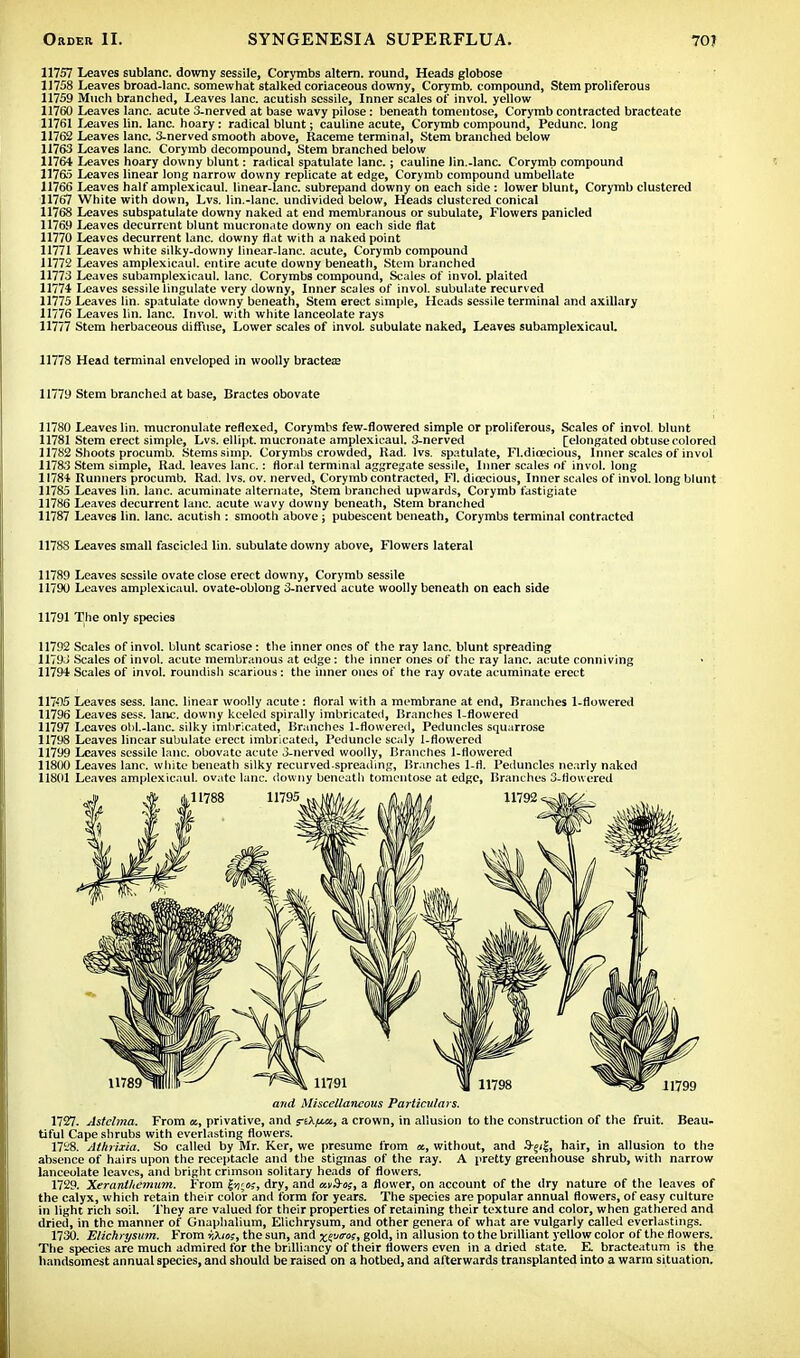 11757 Leaves sublanc. downy sessile, Corymbs altern. round, Heads globose 11758 Leaves broad-lanc. somewhat stalked coriaceous downy, Corymb, compound, Stem proliferous 11759 Much branched, Leaves lane, acutish sessile, Inner scales of invol. yellow 11760 Leaves lane, acute 3-nerved at base wavy pilose: beneath tomentose, Corymb contracted bracteate 11761 Leaves lin. lane, hoary: radical blunt; cauline acute, Corymb compound, Pedunc. long 11762 Leaves lane. 3-nerved smooth above, Raceme terminal, Stem branched below 11763 Leaves lane. Corymb decompound, Stem branched below 11764 Leaves hoary downy blunt: radical spatulate lane.; cauline lin.-lane. Corymb compound 11765 Leaves linear long narrow downy replicate at edge, Corymb compound umbellate 11766 Leaves half amplexicaul. linear-lanc. subrepand downy on each side : lower blunt, Corymb clustered 11767 White with down, Lvs. lin.-lane, undivided below, Heads clustered conical 11768 Leaves subspatulate downy naked at end membranous or subulate, Flowers panicled 11769 Leaves decurrent blunt mucronate downy on each side flat 11770 Leaves decurrent lane, downy flat with a naked point 11771 Leaves white silky-downy linear-lanc. acute, Corymb compound 11772 Leaves amplexicaul. entire acute downy beneath, Stem branched 11773 Leaves subamplexicaul. lane. Corymbs compound, Scales of invol. plaited 11774 Leaves sessile Ungulate very downy, Inner scales of invol. subulate recurved 11775 Leaves lin. spatulate downy beneath, Stem erect simple, Heads sessile terminal and axillary 11776 Leaves lin. lane. Invol. with white lanceolate rays 11777 Stem herbaceous diffuse, Lower scales of invol. subulate naked, Leaves subamplexicaul. 11778 Head terminal enveloped in woolly bractea? 11779 Stem branched at base, Bractes obovate 11780 Leaves lin. mucronulate reflexed, Corymbs few-flowered simple or proliferous, Scales of invol. blunt 11781 Stem erect simple, Lvs. ellipt mucronate amplexicaul. 3-nerved [elongated obtuse colored 11782 Shoots procumb. Stems simp. Corymbs crowded, Rad. lvs. spatulate, Fl.dicecious, Inner scales of invol 11783 Stem simple, Rad. leaves lane.: floral terminal aggregate sessile, Inner scales of invol. long 11784 Runners procumb. Rad. lvs. ov. nerved, Corymb contracted, Fl. dioecious, Inner scales of invol. long blunt 11785 Leaves lin. lane, acuminate alternate, Stem branched upwards, Corymb fastigiate 11786 Leaves decurrent lane, acute wavy downy beneath, Stem branched 11787 Leaves lin. lane, acutish : smooth above ; pubescent beneath, Corymbs terminal contracted 11788 Leaves small fascicled lin. subulate downy above, Flowers lateral 11789 Leaves sessile ovate close erect downy, Corymb sessile 11790 Leaves amplexicaul. ovate-oblong 3-nerved acute woolly beneath on each side 11791 The only species 11792 Scales of invol. blunt scariose: the inner ones of the ray lane, blunt spreading 11793 Scales of invol. acute membranous at edge: the inner ones of the ray lane, acute conniving 11794 Scales of invol. roundish scarious: the inner ones of the ray ovate acuminate erect 117-95 Leaves sess. lane, linear woolly acute: floral with a membrane at end. Branches 1-flowered 11796 Leaves sess. lane, downy keeled spirally imbricated, Branches 1-flowered 11797 Leaves obl.-lanc. silky imbricated, Branches 1-flowered, Peduncles squarrose 11798 Leaves linear subulate erect imbricated, Peduncle scaly 1-flowered 11799 Leaves sessile lane, obovate acute 3-nerved woolly, Branches 1-flowered 11800 Leaves lane, white beneath silky recurved.spreading, Branches l-fl. Peduncles nearly naked 11801 Leaves amplexicaul. ovate lane, downy beneath tomentose at edge, Branches 3-llouered and Miscellaneous Particulars. 1727. Astchna. From at, privative, and r&fjw., a crown, in allusion to the construction of the fruit. Beau- tiful Cape shrubs with everlasting flowers. 1728. Athrixia. So called by Mr. Ker, we presume from a, without, and 3-;iJ, hair, in allusion to the absence of hairs upon the receptacle and the stigmas of the ray. A pretty greenhouse shrub, with narrow lanceolate leaves, and bright crimson solitary heads of flowers. 1729. Xeranihemum, From |ij;oj, dry, and avS-os, a flower, on account of the dry nature of the leaves of the calyx, which retain their color and form for years. The species are popular annual flowers, of easy culture in light rich soil. They are valued for their properties of retaining their texture and color, when gathered and dried, in the manner of Gnaphalium, Elichrysum, and other genera of what are vulgarly called everlastings. 1730. Elichrysum. From r,Xw;, the sun, and xe«ros, gold, in allusion to the brilliant yellow color of the flowers. The species are much admired for the brilliancy of their flowers even in a dried state. E bracteatum is the handsomest annual species, and should be raised on a hotbed, and afterwards transplanted into a warm situation.