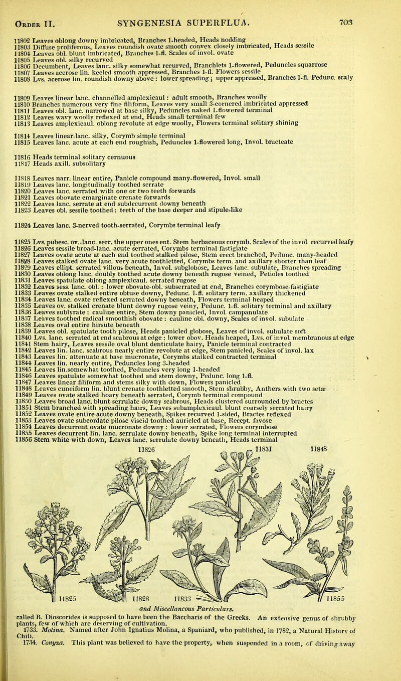 11802 Leaves oblong downy imbricated, Branches 1-headed, Heads nodding 11803 Diffuse proliferous, Leaves roundish ovate smooth convex closely imbricated, Heads sessile 11804 Leaves obi. blunt imbricated, Branches 1-fl. Scales of invol. ovate 11805 Leaves obi. silky recurved 11806 Decumbent, Leaves lane, silky somewhat recurved, Branchlets 1-flowered, Peduncles squarrose 11807 Leaves acerose lin. keeled smooth appressed, Branches 1-fl. Flowers sessile 11808 Lvs. acerose lin. roundish downy above : lower spreading; upper appressed, Branches 1-fl. Pedunc. scaly 11809 Leaves linear lane, channelled amplexicaul: adult smooth, Branches woolly 11810 Branches numerous very fine filiform, Leaves very small 3-cornered imbricated appressed 11811 Leaves obi. lane, narrowed at base silky, Peduncles naked 1-flowered terminal 11812 Leaves wavy woolly reflexed at end, Heads small terminal few 11813 Leaves amplexicaul. oblong revolute at edge woolly, Flowers terminal solitary shining 11814 Leaves linear-lanc. silky, Corymb simple terminal 11815 Leaves lane, acute at each end roughish, Peduncles 1-flowered long, Invol. bracteate 11816 Heads terminal solitary cernuous 11817 Heads axill. subsolitary 11818 Leaves narr. linear entire, Panicle compound many-flowered, Invol. small 11819 Leaves lane, longitudinally toothed serrate 11820 Leaves lane, serrated with one or two teeth forwards 11821 Leaves obovate emarginate crenate forwards 11822 Leaves lane, serrate at end subdecurrent downy beneath 11823 Leaves obi. sessile toothed: teeth of the base deeper and stipule-like 11824 Leaves lane. 3-nerved tooth-serrated, Corymbs terminal leafy 11825 Lvs. pubesc. ov.-Ianc. serr. the upper ones ent. Stem herbaceous corymb. Scales of the invol. recurved leafy 11826 Leaves sessile broad-lane, acute serrated, Corymbs terminal fastigiate 11827 Leaves ovate acute at each end toothed stalked pilose, Stem erect branched, Pedunc. many-headed 11828 Leaves stalked ovate lane, very acute toothlctted, Corymbs term, and axillary shorter than leaf 11829 Leaves ellipt. serrated villous beneath, Invol. subglobose, Leaves lane, subulate, Branches spreading 11830 Leaves oblong lane, doubly toothed acute downy beneath rugose veined, Petioles toothed 11831 Leaves spatulate oblong amplexicaul. serrated rugose 11832 leaves sess. lane. obi. : lower obovate-obl. subserrated at end, Branches corymbose-fastigiate 11833 Leaves ovate stalked entire obtuse downy, Pedunc. 1-fl. solitary term, axillary thickened 11834 Leaves lane, ovate reflexed serrated downy beneath, Flowers terminal heaped 11835 Leaves ov. stalked crenate blunt downy rugose veiny, Pedunc. 1-fl. solitary terminal and axillary 11836 Leaves sublyrate : cauline entire, Stem downy panicled, Invol. campanulate 11837 Leaves toothed radical smoothish obovate: cauline obi. downy, Scales of invol. subulate 11838 Leaves oval entire hirsute beneath 11839 Leaves obi. spatulate tooth pilose, Heads panicled globose, Leaves of invol. subulate soft 11840 Lvs. lane, serrated at end scabrous at edge : lower obov. Heads heaped, Lvs. of invol. membranous at edge 11841 Stem hairy, Leaves sessile oval blunt denticulate hairy, Panicle terminal contracted 11842 Leaves lin. lane, scabrous nearly entire revolute at edge, Stem panicled, Scales of invol. lax 11843 Leaves lin. attenuate at base mucronate, Corymbs stalked contracted terminal 11844 Leaves lin. nearly entire, Peduncles long 3-headed 11845 Leaves lin.somewhat toothed, Peduncles very long 1-headed 11846 Leaves spatulate somewhat toothed and stem downy, Pedunc. long 1-fl. 11847 Leaves linear filiform and stems silky with down, Flowers panicled 11848 Leaves cuneiform lin. blunt crenate toothletted smooth, Stem shrubby, Anthers with two setaj 11849 Leaves ovate stalked hoary beneath serrated, Corymb terminal compound 11850 Leaves broad lane, blunt serrulate downy scabrous, Heads clustered surrounded by bractes 11851 Stem branched with spreading hairs, Leaves subamplexicaul. blunt coarsely serrated hairy 11852 Leaves ovate entire acute downy beneath, Spikes recurved 1-sided, Bractes reflexed 11853 Leaves ovate subcordate pilose viscid toothed auricled at base, Becept. favose 11854 Leaves decurrent ovate mucronate downy : lower serrated, Flowers corymbose 11855 Leaves decurrent lin. lane, serrulate downy beneath, Spike long terminal interrupted 11856 Stem white with down, Leaves lane, serrulate downy beneath, Heads terminal and Miscellaneous Particulars. called B. Dioscorides is supposed to have been the Baccharis of the Greeks. An extensive genus of shrubby plants, few of which are deserving of cultivation. 1733. Molina. Named after John Ignatius Molina, a Spaniard, who published, in 1782, a Natural Historv of Chili. 1734. Conyxa. This plant was believed to have the property, when suspended in a room, of driving away